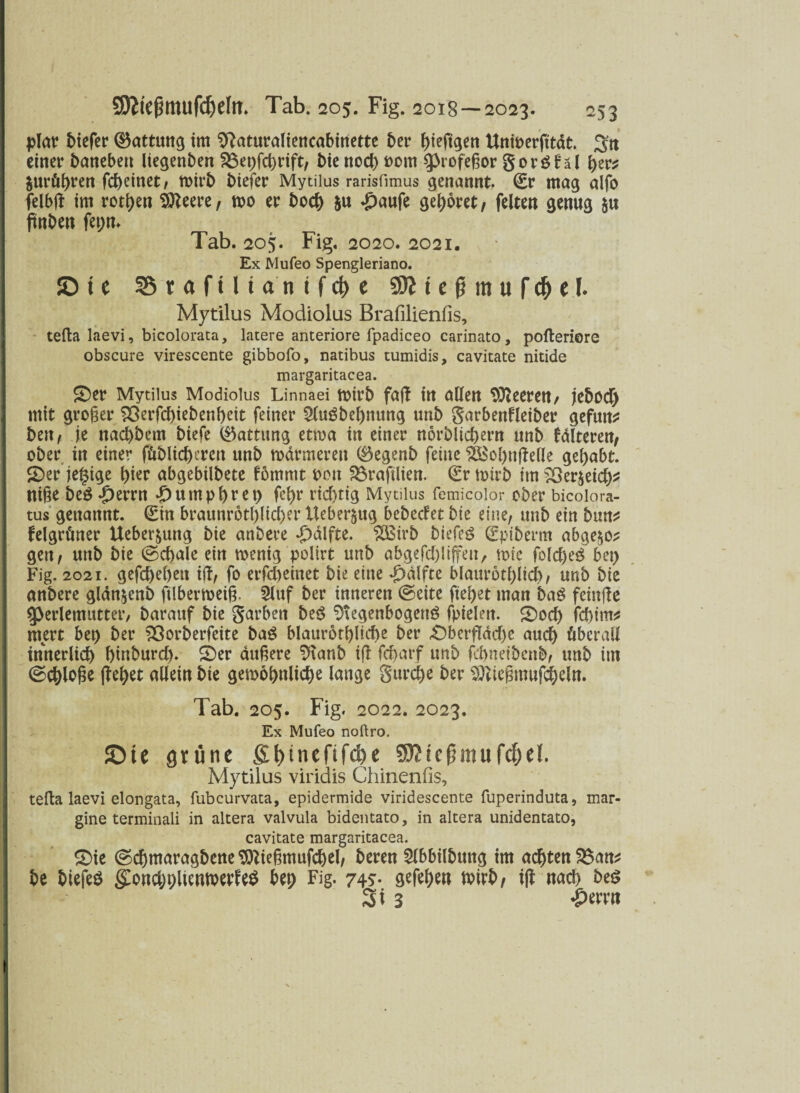 plar biefer (Gattung tm Sftaturaliencabinette ber J)teft^cn Unioerfttdt. 3« einer banebeit liegenben Söepfcbrift, bie noch t>om $>rofeßor goröt*äl her* jttrö^ren fcbetnet, mirb biefer Mytilus rarisfimus genannt, (Er mag alfo felbß tm rotten $leere, mo er bocb &u £aufe gehöret, feiten genug $u ftnben fepn. Tab. 205. Fig. 2020. 2021. Ex Mufeo Spengleriano. iD t e 55raftltantfc&e SWtefjmuf^jel. Mytilus Modiolus Brafilienfis, tefta laevi, bicolorata, latere anteriore fpadiceo carinato, pofteriore obscure virescente gibbofo, natibus tumidis, cavitate nitide margaritacea. Oer Mytilus Modiolus Linnaei mirb faß in allen öftreren, jebod) mit großer $3erfd)iebenbeit feiner 2luSbel)nttng unb garbenfleiber gefun* beit/ je nad)bem btefc (Gattung etma in einer norbltcbern unb falteren, ober in einer füblicbercn unb marineren (Begenb feine 5£obnßelle gehabt. Oer je§ige hier abgebilbete fömntt t>ou 2$raftlien. (Ermirb im?öer£eicb* niße beö ^)errn .pumpbret) febr ricf)tig Mytilus femicoior ober bicoiora- tus genannt. (Ein braunr611)11c(>er Heber^ug bebedet bie eine, unb ein butt* felgrüner Ueber&ung bie anbere Hälfte. £Btrb biefeö (Epiberm abge^o* gen, unb bie ©cbale ein wenig polirt unb abgefcblifeu, wie fold)e£ bet) Fig. 2021. gefcbebett ift, fo erfd)etnet bie eine Hälfte blattrotblid), unb bie anbere glanjcnb ftlbermeiß. 21 uf ber inneren ©eite fiebet man baS fetnflc Cperlemutter, barauf bie garben be£ ^tegenbogenö fptelett. Ood) fd)tm* ntert bep ber £3orberfeite bag blaurorblicbe ber Oberfläche auch überall innerlich btnburd). Oer äußere $?anb tß fcbarf unb fdraetbcnb, unb im ©cbloße ßebet allein bie gewöhnliche lange gurcbe ber 2ftteßmufcbcln. Tab. 205. Fig. 2022. 2023. Ex Mufeo noftro. SDte grüne £l)tneftfc&e sDJicfjmufcfje!. Mytilus viridis Chinenfis, tefla laevi elongata, fubcurvata, epidermide viridescente fuperinduta, mar- gine terminali in altera valvula bidentato, in altera unidentato, cavitate margaritacea. Oie ©cbmaragbeneSftießmufcbel, beren 2lbbilbung im achten S$an* be biefeä goncbbliemperfeS beb FiS- 74?* wirb/ iß nach bes 3 t 3 «Perm 1 - 1