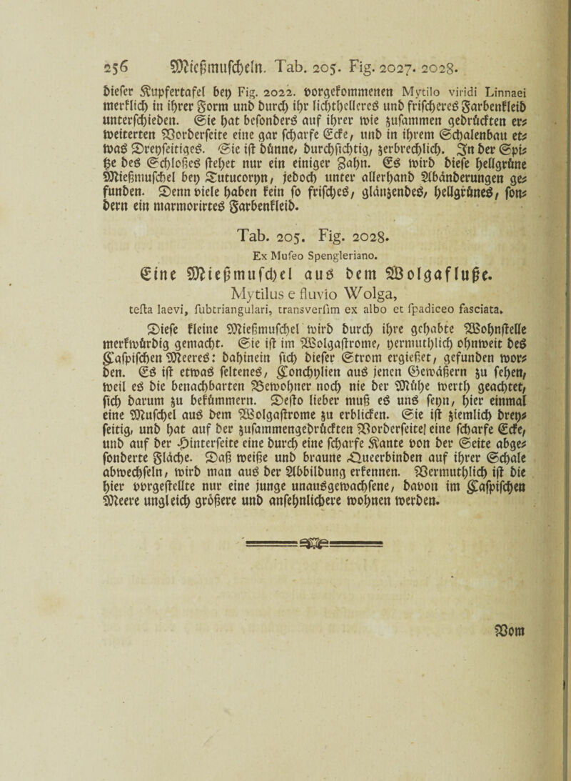 59?tcpmufcf)dn. Tab. 205. Fig. 2027. 2028- 5iefcr $upfertafel bep Fig. 2022. porgefommenen Mytilo viridi Linnaei merflicg in igrer gorrn unb burch igr licbthcllcrcS unb frifcgereö garbenfleib unter feg ieben. ©ie gat befonber$ auf ihrer mie zufammen gebrücften er* n>eiterten $3orberfcite eine gar fcgarfe (Ecfe, unb in ihrem ©chalenbatt et* tpag 2)repfeitigeS. ©ie i(t bünne/ burchficgtig, zerbrechlich. 3n ber ©pi* ge beö ©cgloßeö (feget nur ein einiger Sagn. €$ mirb biefe hellgrüne 93lie§mufchel bei) Sutucorpn, jebocf) unter allerhanb $lbdnberungen ge* funben. 2)emt Piele gaben fein fo frifcheS, gldnzenbeö, hellgrünes, fon* bern ein ntarmorirtes garbenfleib. Tab. 205. Fig. 2028« Ex Mufeo Spengleriano. €tne fSÄ(cfjmufd)cI auö bem SBo13afIu0c. Mytilus e fluvio Wolga, tefla Iaevi, fubtriangulari, transverfim ex albo et fpadiceo fasciata» £)iefe fleine Sttießmufcgel rnirb burch ihre gehabte SBognfMe nterfmürbig gemacht, ©ie iff im 2Bolgafirome, oermutglicg ognmeit be$ gafpifchen 9tteereö: bahinein ftd) biefer ©trom ergießet, gefunben mor* ben. i(f etmaö felteneS, (£onchplien au$ jenen (Bemdßern zu fegen, tteil eö bie benachbarten SSemogner noch nie ber SDiüge mertg geachtet, fteg barum zu befümmern. S)ejfo lieber muß eS uns fepn, gier einmal eine 9ttufcgel aus bem SSSolgaffrome zu erblicfen. ©ie iff Ziemlich brep* feitig, unb hat auf ber zufammengebrüeften SSorberfeitef eine fcharfe €tfe, unb auf ber £interfeite eine burch eine fegarfe $ante pon ber ©eite abge* fonberte glacge. 5)aß roeiße unb braune ^ueerbinben auf igrer ©egale abmecgfeln/ mirb man aus ber Slbbilbung erfennen. ^ßermutglich ijf bie gier pprgeftellte nur eine junge unauSgemachfene, bapoit im gafpifegen Stteere ungleich größere unb anfegnlichere mognen tuerben. föcro