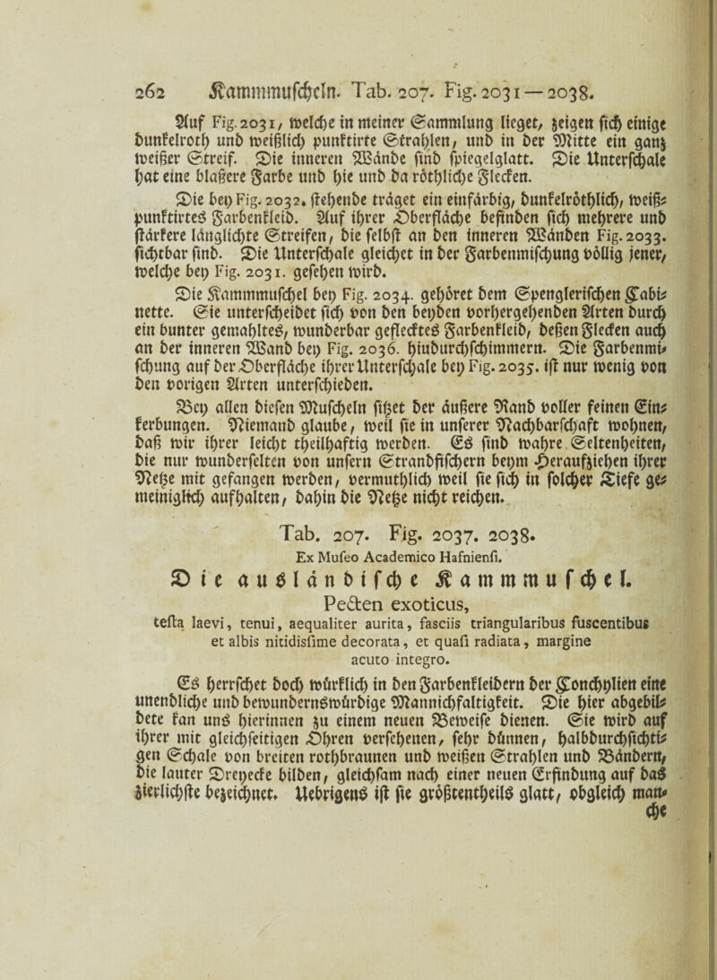 5(uf Fig.2031, welche in meinet’ (Sammlung lieget/ geigen ftcb einige bunfelroth unb meißlid) purtftirre Strahlen, unt> in ber 9)tttte ein ganz meiner Streif. S)ie inneren SBanbe ftnb fpiegelglatt. g)ie Untermale hat eine blauere garbe unb l)ie unb ba rothliche glecfen. £>ie bet; Fig. 2032* jfehenbe traget ein einfarbig, bunfelrothlicf)/ meifc punftirteS garbenfleib. Stuf ihrer .Oberfläche beftnben ftd) mehrere unb (fdrfere Idnglicfjte Streifen, biefelbft an ben inneren 2£anben Fig. 2033. fichtbar ftnb. 2)ie Unterfchale gleichet in ber garbenmifchung Pollig jener/ melche btt) Fig. 2031. gefehen mirb. £)ie S\ammmufchel btt) Fig. 2034. gehöret bem Spenglerifchen £abb nette. Sie unterfcheibet ftch Pon ben bet;ben porhergel;enben Wirten burch ein bunter gemahlteg, munberbar geflecfteö garbenfleib, beiden glecfen auch an ber inneren Sßanb bet) Fig. 2036. hiuburcbfcbimmern. 2)ie garbennti* fchung auf ber Oberfläche ihrer Unterfchale bei; Fig. 2035. i|f nur wenig pon ben porigen Sitten unterfchieben. 23ct; allen biefen $ttufd)eln filmet ber dunere %mb Poller feinen (Ein* ferbungen. ^ietnattb glaube, weil fte in unferer 9}ad)barfcl)aft wohnen, bafi mir ihrer leicht teilhaftig werben. ftnb mahre Seltenheiten, bie nur munberfelten pon unfern Stranbftfchern bet)tn Heraufziehen ihrer 9?ef$e mit gefangen werben, permuthlid) troeil fte ftch tn folcher /tiefe ge* meinigltch aufhalten, bahin bie 9?e§e nicht reichem . . . > Tab. 207. Fig. 2037. 2038. Ex Mufeo Academico Hafnienfi. © t e au$l«nt>ifc{)e Äammmufc&et. Peden exoticus, tefla laevi, tenui, aequaliter aurita, fasciis triangularibus fuscentibus et albis nitidisfime decorata, et quafi radiata, margine acuto integro. (Es hetrfchet hoch tPörflich in bengarbenfleibern ber gondelten eine nnenbliche uttb bewunbernSmftrbige Sftannichfaltigfeit. 2>ie hier abgebil* bete fan unS hierinnen zu einem neuen 23emeife bienen. Sie wirb auf ihrer mit gleichfeitigen Ohren perfeheiten, fehr bünnen, hnlbburchftchti^ gen Schale pon breiten rothbrattnen unb meinen Strahlen unb S3dnbern, bie lauter <£)ret;ecfe bilben, gleichfam nach einer neuen (Erftnbung auf ba$ $ierlich(te bezeichnet, UebrigenS i|f fte groitentheilS glatt/ bbgleich man*