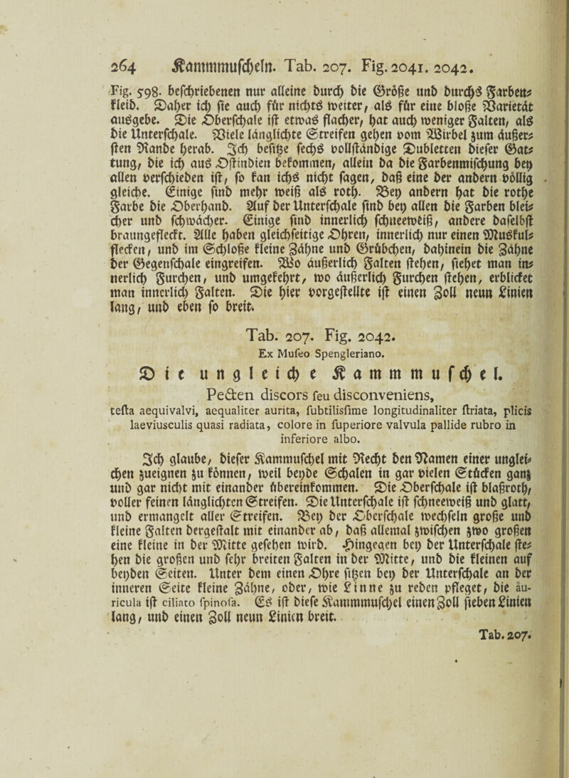 Fig. 598. befdjriebenen nur alleine bttrd) bie ®roße unb burd)$ garben* Heib. Oal)er id) fte auch für nichts weiter, als für eine bloße föarietdt auSgebe. Oie Oberfchale iß etwas flacher, h<*t aud) weniger galten, als hie Unterfchale. ?ötele länglichte ©tretfen geben t>om Wirbel $um äußer* ßen Sftanbe herab. 3cß beft§e fecf)ö »ollßänbige Dubletten biefer ®at* tung, bie ich aus Oßinbien befommen, allein ba bie garbenmifchung be^ allen »erfchieben iß, fo fan id)ö nicht fagen, baß eine ber anbern »ollig gleiche. Einige ftnb mehr weiß als rotf). 23ep anbern hat hie rothe garbe bie Oberhanb. 2luf ber Unterfchale ftnb bet) allen bie garben blei* eher unb fcbwächer. Einige ftnb innerlich fchueewUß, anbere bafelbß braungeflecft. 211le haben gleichfeitige «Ohren, innerlich nur einen SOluSful* fletfett, unb im Schloße Heine gähne unb (Grübchen, bahinein bie gähne ber ©egenfchale eingreifen. Sä$o äußerlich galten ßeßen, ftehet man in* nerlich gurren, unb umgekehrt, wo äußerlich gurchen flehen, erblicfet man innerlich galten. Oie hier »orgeßellte iß einen goli neun Linien lang, unb eben fo breit, Tab. 207. Fig. 2042. Ex Mufeo Spengleriano. © t e ungleiche Äammmuf^el. Peden discors feu disconveniens, tefta aequivalvi, aequalicer aurita, fubtilisfime longitudinaliter ftriata, plicis laeviusculis quasi radiata, colore in fuperiore valvula pallide rubro in inferiore albo. Sch glaube, biefer $ammufd)el mit blecht ben tarnen einer unglet* chen §ueignen fcu fonnen, weil bet)be Schalen in gar »ielen ©tüdfen gan| uttb gar nid)t mit einanber übereinfommen. Oie Oberfchale ifl blaßroth/ »oller feinen länglid)tcn (Streifen. Oie Unterfchale ifl fchneeweiß unb glatt, unb ermangelt aller (Streifen. 33et) ber Oberfchale wed)feln große unb Heine galten bergejlalt mit einanber ab, baß allemal &wifd)en $wo großen eine Heine in ber Glitte gefehen wirb. ^)ingeaen bet) ber Unterfd)ale ße* ben bie großen unb fehr breiten galten in ber Sftitte, unb bie Heinen auf bepbett Seiten. Unter bent einen Ohre ft^en bet) ber Unterfchale an ber inneren Seite Heine gähne, ober, wie Sinne $u reben pfleget, bie au- ricuia ifl diiato fpinofa. Ss iß biefe $ammmufd)et einen goll fteben^inien lang, unb einen goll neun Sintert breit. Tab. 207.