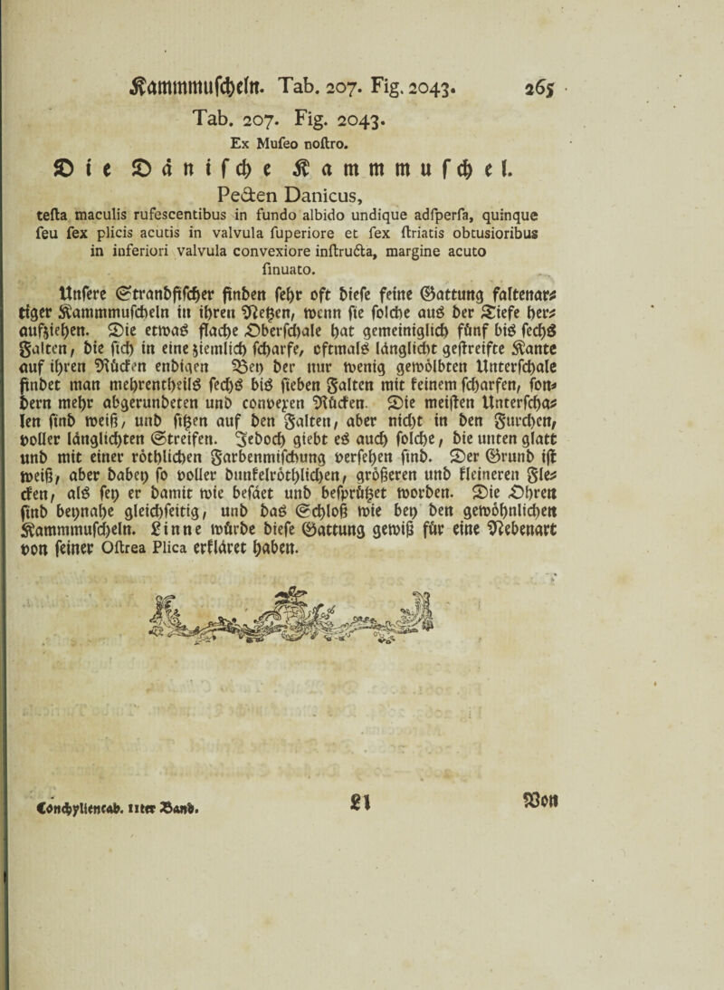 Tab. 207. Fig. 2043. Ex Mufeo noftro. d it * f 4> e I a n ttt in u f d (I. Peden Danicus, tefta maculis rufescentibus in fundo albido undique adfperfa, quinque feu fex plicis acutis in valvula fuperiore et fex ftriatis obtusioribus in inferiori valvula convexiore inftru&a, margine acuto finuato. Uttferc (^tranbftfc^er ftnbeit febr oft btefc feine ©attung faltenar* tiger $ammmufcbeln itt ibren Sfte£en, n>enn fte folcbe aug ber £tefe ber* auftiei)en. 5)te etroag flache £)berfd)ale bat gemeiniglich fünf big fed)g galten f bte ftd) in eine jiemltd) febarfe, oftmals ldnglid>t gejfretfte $ante auf ihren dürfen enbtqen ^3et) ber nur toenig geroolbtett Unterfcbale ftnbet man mebrentbetlg fed)g big fteben galten mit feinem febarfen, fon* bern mef)r abgerunbeten unb conoe^en ‘Dtücfen. £)te meijten Unterfcba* len ftnb roeift, unb ftfjen auf ben galten, aber nicht in ben gttrd)en, Doller Idngltcbten (Streifen. Sebod) giebt eg auch folcbe, bte unten glatt unb mit einer rotblicben garbennttfebung oerfeben ftnb* 2>er ©runb iff toei§, aber habet) fo polier bunfelr6tl)ltd)en, größeren unb fleineren gle* rfen, alg fep er bamtt tote befdet unb befprö^et toorben. £)te £)brett ftnb beinahe gleicbfettig, unb bag (Schloß mie bet) ben gewöhnlichen $ammmufd)eln* £inne wörbe btefe 0attung gewiß für eine Sftebenart pon feinet Oftrea Püca erfldret ba&en. COH^yUencAb. mer 23ane. 330t1