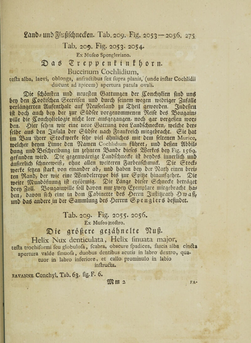 Tab. 209. Fig. 2053. 2054. Ex Mufeo Spengleriano. 55 a 0 kreppe ttftnf(>orit. Buccinum Cochlidium, tefta alba, laevi, oblonga, anfra&ibus fex fupra planis,' (unde inftar Cochlidii ducunt ad äpicem) apertura patula ovali. ®ie fünften unb neueffen (Gattungen ber gond)t)Iicn ftttb un$ bet) ben goofifchen ©eeretfen unb burch feinem wegen wtbrtger gufdöc verlängerten Aufenthalt auf Sfteufeelanb §u Sheil geworben. Snbeßett ift bod) aud) bet) ber &ur (Sübfee vorgenommenen *Dieife beö SBougatn* ViUe bie gonchpliologie ntcf)t leer auggegangen, ttod) gar vergeben wot? ben. £ter fegen wir eine neue ©atnmg von £attbfd)necfen, welche ber* felbe auö bett 3nfuln ber (Sübfee nad) granfreid) mttgebrad)t. (Sie bat tm 3$au tgrer (Stocfwerfe fegr viel dhulid)e£ mit bem feltenen Murice, welcher bepnt £ittne ben tarnen Cochlidium führet, unb befien Abbtl* bung unb $3efd)reibung tm ahnten $3anbe btefeö iiBerfeg bet) Fig. 1569, gefunben wirb. Sie gegenwärtige £attbfcbnecFe tft bepbeö innerlid) unb ditfterlid) fcgneeweifb ohne allen weiteren garbenfcbtnucf. Sie (Stocf* werfe fegen ftarf von etnanber ab, unb h<*&*n bet) ber 9}atf) einen bret^ ten %wb, ber wie eine 2Benbeltreppe big $ur (Spige hinaufgehet. Sie wette Sttunbofnung ifl epformig. Sie £dnge biefer (Sdjncde betraget bret) goll. 23cugaiuville fall bavon nur §wep (fyemplare mitgebracht ga* ben, bavon ftcg eine in bem gabinette beg Ferrit Suftigratg £>wa£, unb bag anbete in ber (Sammlung beg dberrrn (Spe ngletg beftnbet* Tab. 209. Fig. 2055. 2056. Ex Mufeo Inoftro. S5tc größere gejdfjnelte ‘Siuß. Helix Nux denticulata, Helix linuata major, tefta trochiformi feu globulofa, feabra, obscure fpadicea, fascia alba cin&a apertura valde finuofa, duobus dentibus acutis in labro dextro, qua- tuor in labro inferiore, et callo- prominulo in labio inftru&a» favanne Conchyl. Tab. 63. fig.F. 6. %fl nt 2 FA-
