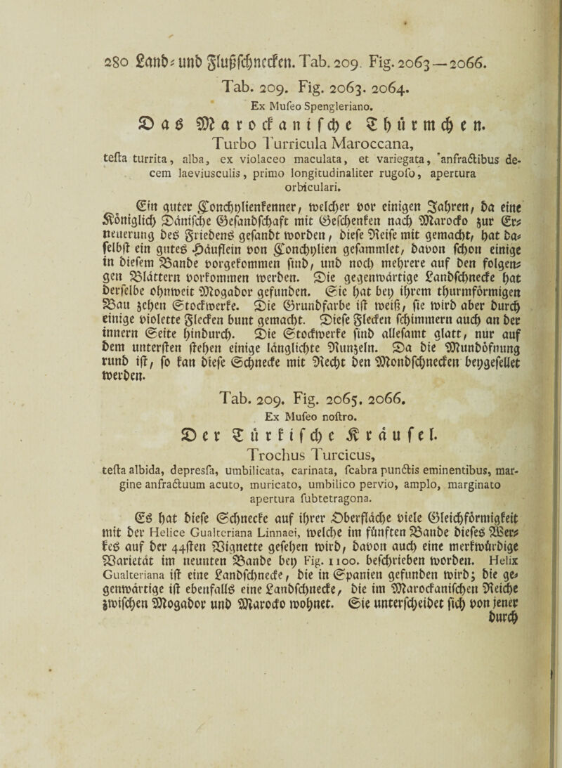 s8o Sanbumt) Sftipfc^nccfcn. Tab. 209. Fig. 2063—2066. Tab. 209. Fig. 2063. 2064. Ex Mufeo Spengleriano. 50 a $ 9Äavocfantfd>c 2 & w t ttt (§ e n. Turbo Turricula Maroccana, tefta turrita, alba, ex violaceo maculata, et variegata, ’anfradibus de- cem laeviusculis, primo longitudinaliter rugofo, apertura orbiculari. ©in guter gondjolienFemter, meld)er bot einigen Sabrett, ba eine $öniglid) £>dnifd)e ©efanbfd)aft mit ©efebenfett nach Sttarocfo $ur ©r* lieuerung be$ grieben£ gefanbt morbett, biefe ^eife mit gemacht, bat ba* felbft ein gutes -£)äufletn bon goncbplien gefammlet, babon fd>on einige in biefem £3anbe borgefommen ftnb, uttb nod) mehrere auf ben folgen* gen flattern bekommen merben. £)ie gegenmärtige £anbfd)necfe bat berfelbe obnmeit Sftogabor gefunben. ©ic bat bet) ihrem tburmformigett 33au jeben ©todmerfe. S)te ®ruribfarbe ifi metf?, fie mirb aber burdj einige biolette gierten bunt gemad)t. S)iefe gleden flimmern auch an ber tnnern ©eite binburd). SDie ©todmerfe ftnb aliefamt glatt, nur auf bem unteren ftebett einige Ianglid)te ^unjeln. S)a bie Sttunböfnung rttttb ijr, fo fan biefe ©ebnede mit 9ted)t ben $ttonbfd)neden bepgefellet tberben. Tab. 209. Fig. 2065. 2066. Ex Mufeo noftro. SD c r £titfifd)c $ r « u f e I. Trochus Turcicus, tefta albida, depresfa, umbilicata, carinata, feabra pun&is eminentibus, mar- gine anfraduum acuto, muricato, umbilico pervio, amplo, marginato apertura fubtetragona. ©ö bat biefe ©d)necfc auf ihrer £)berflad)e biele (Bleidjforntigfeit mit ber Helice Gualteriana Linnaei, melcbe itu fünften S3attbe biefeS $Ber* feS auf ber 44l?en Vignette gefeben mirb, babon auch eine merfmürbtge Varietät im neunten 2$anbe bet; Fig. 1100. befebrieben morbett. Helix Gualteriana ift eine £anbfd)nede, bie in ©panien gefunben mirb; bie ge* genmdrtige ift ebenfalls eine £anbfd)nede, bie im 3ttarodanifd)ett Reiche amifeben Sttogabor unb Sttarodo mobnet. ©ie unterfd;eibet ficb bon jener