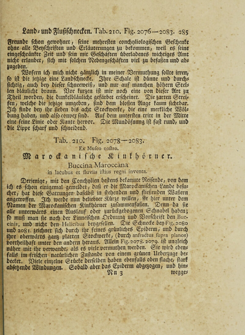 greunbe fcbott geroohuet, feine mehregett condjt)liologifd)en ©efchenfe ohne alle S3ei)fd)riften unb (Erläuterungen &u bekommen, tt>eil eS feine eingefchrdnfte geit uttb fein mit ©efc^dften überladenes michtigeg 2lmt nicht erlaubet, ftch mit folgen 9?ebengefd)dften ml $u befaßen unb ab* jugeben» Sofern ich mich nicht gdn&lid) in meiner SSermuthung follte irren, fo ig bie je£ige eine Sanbfchnede. S&re ©c&ale ig btmne unb burch* ftd)tig, auch bet) biefer fchneemeig, unb nur auf manchen tytyivn ©tel^ len bldulid)t braun. 23or furzen ig mir noch eine oon biefer 2lrt glKtl morben, bie bunfelbldulicht gefdrbet erfd)einet. Sie garten ©trei^ fen, melcbe bie je£ige umgeben, ftnb bem biogen 5luge faum ftchtbar. 3d) ftnbe bei) ihr geben big acht ©toefmede, bie eine medltche $0361* bung haben, unb alfoconoepfmb. Sluf bem untergen tritt in ber Glitte eine feine Sinie ober $ante heroor. Sie Sttuttbofnung ig fag runb, unb bie Sippe fcharf unb fdjsneibenb. Tab. 210. Fig. 2078 — 2083. Ex Mufeo noftro. SJlatorfantfc^c Ätnf&ötH**. Buccina Maroccana in lacubus et fluviis iftius regni inventa. Serjenige, mit ben goncgßlien beffenS befamtteSfteifenbe, oon bem icg eS fegon einigemal gemelbet , bag er bie SOtarodanifcgcn £anbe befus eget, gat biefe ©attungen bafelbft in fiegenbett unb fliegenben Sßaßertt angetroffen. 3d) werbe nun beliebter Äür;e willen, fte gier unter bem tarnen ber SRarodanifcgen Äinfgörner äufammenfaßen^ Senn ba fte alle unterwärts einen Slitslmtf ober jutüdgebogenen ©cgnabel gaben; fo mng man fte uaeg ber £inneifcgen Srbttttng unb Söorfdwift ben Bue- cinis, unb niegt ben Helicibus bepgefellen. Sie ©d)nede bet) Fig. 2080 unb 2081. jeiegnet fid) burd) igr feines grünlid)eS ©piberm, unb bureg igre oberwdrtS ganj platten ©todwerfe, (burd) anfradfus fupra pianos) »ortgeilgaft unter ben anbern gerauS. Slllein Fig. 2078.2079. iff ungleicg Wäger mit igr oerwanbt, alS eS fiele oermutgen werben, ©te wtrb eben« falls im frifegen natürlichen Suffanbe oon einem grünen Ueberjuge be# beefet. ?OieIe einzelne ©tücfe berfelben gaben ebenfalls oben flacge, (farf abfeßenbe SEßmbunge». ©ob«lb aber bas (Spiberm abgejogen, unb bin* 9in 3 »egge#