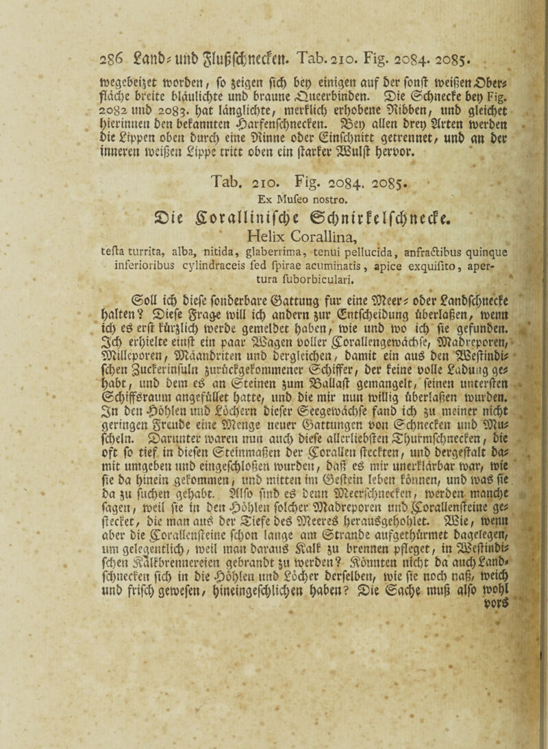 wegebei^et worben, fo geigen ftc& bet) einigen auf ber fonft weißen «Ober* flache breite bläuliche unb braune Oueerbinben. Sie ©d)necfe bet) Fig. 2082 uttb 2083. \)<tt länglichte, merklich erhobene Hibben, tmb gleichet hierintten ben bekannten |)arfenfchnecken. 3$et) allen bret) Slrten werben bie Sippen oben burd) eine f>tinne ober ©infd)nitt getrennet, uttb an ber inneren weißen Sippe tritt oben ein jlarker 2Bulff hewor. Tab. 210. Fig. 2084. 2085. Ex Mufeo nostro. ©ie ffor«Uintf(He ©d/nUfdfdjttecfe. Helix Corallina, tefla turrita, alba, nitida, glaberrima, tenui pellucida, anfra&ibus quinque inferioribus cylindraceis fed fpirae acuminatis, apice exquifico, aper- tura fuborbiculari* ' * * • # , ' ^ ©oll ich biefe fonberbare (Battung für eine Sfteer* ober Sanbfdjnecke halten? Siefe grage will ich anbern &ur (£ntfd)etbung überlaßen, wenn td) iß erff förmlich werbe gentelbet höben, wie tmb wo ich fte gefunben. Sch erhielte einft ein paar SBagen polier gwrallengewdchfe, $ttabreporen, SMeporen, ^laanbritett unb bergleichen, bamit ein auS bett ^ÖBeffinbi^ fchen guckerinfuln jurfiefgefommener ©d)iffer, ber feine polle Sabungge* habt, unb bem iß an Steinen &um SBaÜafl gemangelt, feinen unterffen (Schiffsraum angefülfet hatte, unb bie mir nun willig überlaßen würben. Sn ben fohlen mtb Sochern btefer ©eegewddffe fanb ich tW meiner nicht geringen greube eine Stenge neuer (Gattungen pon ©chnecken unb ftheln. Sarunter waren nun and) biefe ailerliebffen St>urmfct)necfen, bie oft fo tief in biefen ©teinmaßen ber gwrallett (leckten, unb bergeffalt ba* mit umgeben unb eingefchloßen würben, baß iß mir unerfldrbar war, wie fte ba hinein gekommen, tmb mitten im (Beffein leben fomien, unb rnaö fte ba $u fließen gehabt $llfo ftnb zß benn ,SOfleerfd)necfen, werben mandje Tagen, weil fte in ben fohlen folcßer Sftabreporcn tmb gorallenfteine ge* (lecket, bie man attS ber Siefe bzß 931eereS ßerau^geßoßlct. 2Bie, wenn aber bie gwrallenfleine fd)on lauge am ©tranbe aufgethürmet bagelegen, um gelegentlich/ weil man barattö Kalk ju brennen pfleget, in SBeflinbi* fd)en Kalkbrennereien gebranbt $u werben? Konnten nicht ba aud)Sanb* fehneefen ftch in bie fohlen unb Sodjer berfelben, wie fte noch naß/ weich unb frifchgewefen, htoemgefchliche& ßaßw? Sie ©aclje muß alfo wohl por$ *■< • *