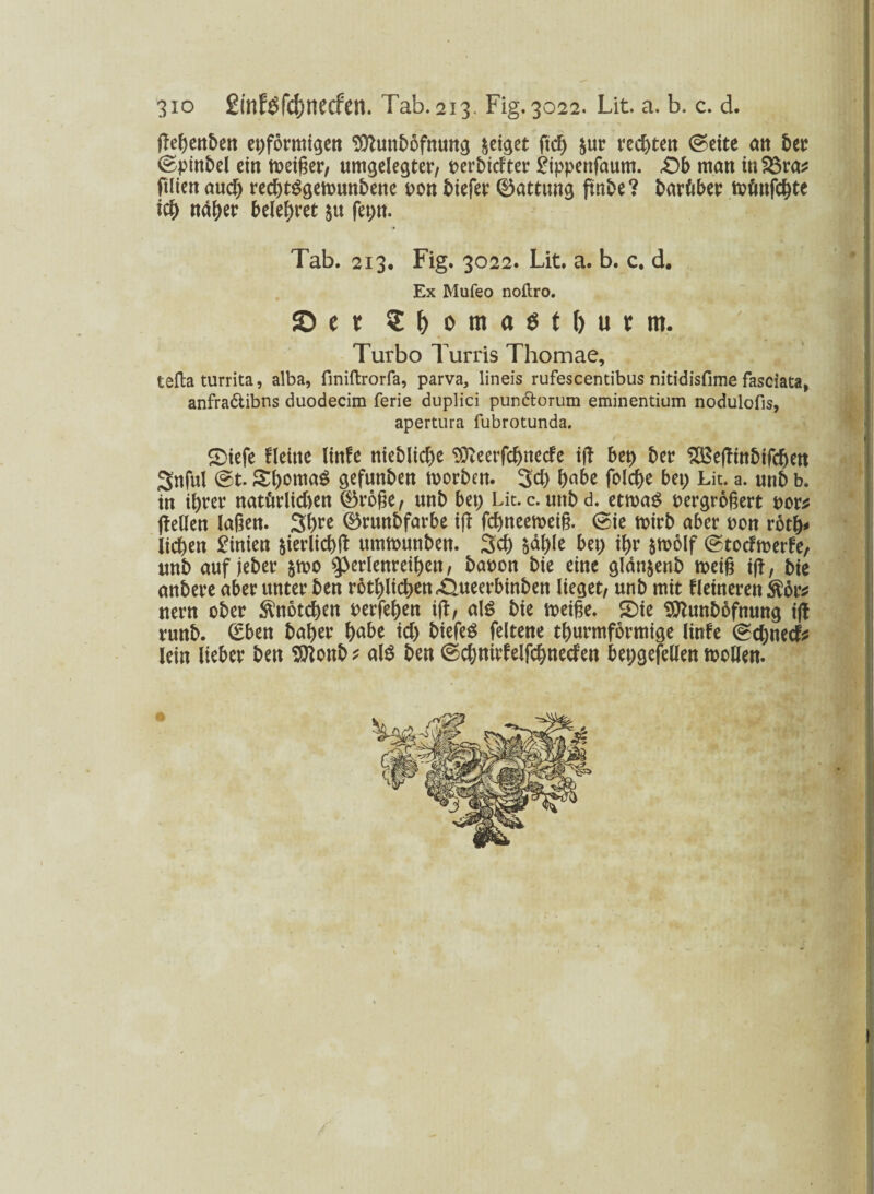 et;formigen Sttunbofnung geiget fiel; &ur rechten @cite an bet ©ptnbel ein tveißer, umgelegter, t>erbtcFter £ippenfaum. £)b man in $3ra* ftlien auch reebtSgemunbene von biefer 0atttwg ftnbe? barfcber tvfmfcbte icb naher belebet 5« fet;n. Tab. 213. Fig. 3022. Lit. a. b. c. d. Ex Mufeo noftro. ©et $()oma0tl)urm. Turbo Turris Thomae, tefta turrita, alba, finiftrorfa, parva, lineis rufescentibus nitidisfime fasciata, anfra&ibns duodecim ferie duplici pundlorum eminentium nodulofis, apertura fubrotunda. SDiefe Heine linfe nieblid>e Stteerfebnecfe ijf bet) bet* Sßeffinbifcben 3nful @t. Sboma^ gefunben tvorbm. 3d) b«be folcbe bet; Lit. a. unb b. tn ihrer natürlichen ®ro§e, unb bet; Lit. c. mtbd. ettvag vergröbert vor* (feilen laben. 3&re ®runbfarbe i(t febneemeib. @ie tvirb aber von rotb* lieben £inien fcierlicbft ttmtvunben. 3$ Sdble bet; ibr &tvolf ©toeftverfe, unb auf jeber &tvo ^erlenreibett, bavon bie eine gldnjenb tveib i|f, bie anbere aber unter ben rotblicben^ueerbinben lieget, unb mit Heineren nern ober Knötchen verfemen iff, als bie tveibe. $Die Sttunbofnung i|f runb. (£ben baber ^abe ich biefeS feltene tburmformige linfe ©ebneefr lein lieber ben Sttonb* als ben ©cbnirfelfcbnecfen bet;gefellen tvollen.