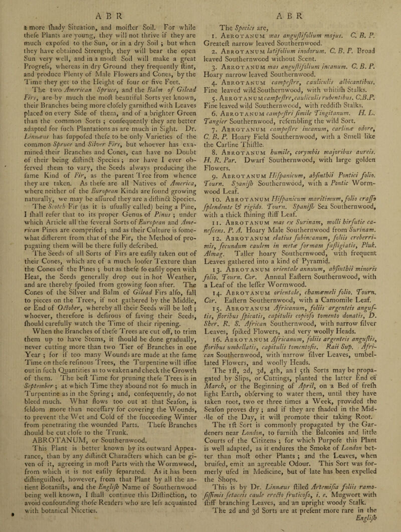 k more fhady Situation, and moiffer Soil. For while thefe Plants are young, they will not thrive if they are much expofed to the Sun, or in a dry Soil ; but when they have obtained Strength, they will bear the open Sun very well, and in a moift Soil will make a great Progrefs, whereas in dry Ground they frequently flint, and produce Plenty of Male Flowers and Cones, by the Time they get to the Ileight of four or five Feet. The two American Spruce, and the Balm of Gilead Firs, are by much the mod beautiful Sorts yet known, their Branches being more clofely garnifhed with Leaves placed on every Side of them, and of a brighter Green than the common Sorts ; confequently they are better adapted for fuch Plantations as are much in Sight. Dr. Linnceus has fuppofed thefe to be only Varieties of the common Spruce and Silver Firs, but whoever has exa¬ mined their Branches and Cones, can have no Doubt of their being diffinSt Species ; nor have I ever ob- ferved them to vary, the Seeds always producing the fame Kind of Fir, as the parent Tree from whence they are taken. As thefe are all Natives of America, where neither of the European Kinds are found growing naturally, we may be afiured they are a diftindt Species. The Scotch Fir (as it is ufually called) being a Pine, I fhall refer that to its proper Genus of Pinus ; under which Article all the feveral Sorts of European and Ame¬ rican Pines are comprifed ; and as their Culture is fome- what different from that of the Fir, the Method of pro¬ pagating them will be there fully defcribed. The Seeds of all Sorts of Firs are eafily taken out of their Cones, which are of a much loofer Texture than the Cones of the Pines ; but as thefe fo eafily open with Heat, the Seeds generally drop out in hot Weather, and are thereby fpoiled from growing foon after. The Cones of the Silver and Balm of Gilead Firs alfo, fall to pieces on the Trees, if not gathered by the Middle, or End of October, whereby all their Seeds will be loft; whoever, therefore is defirous of faving their Seeds, fhould carefully watch the Time of their ripening. When the Branches of thefe Trees are cut off, to trim them up to have Stems, it fhould be done gradually, never cutting more than two Tier of Branches in one Year ; for if too many Wounds are made at the fame Time on thefe refinous Trees, the Turpentine will iffue out in fuch Quantities as to weaken and check the Growth of them. The beft Time for pruning thefe Trees is in September ; at which Time they abound not fo much in Turpentine as in the Spring; and, confequently, do not bleed much. What flows too out at that Seafon, is feldom more than neceffary for covering the Wounds, to prevent the Wet and Cold of the fucceeding Winter from penetrating the wounded Parts. Thefe Branches fhould be cutclofe to the Trunk. ABROTANCJM, or Southernwood. This Plant is better known by its outward Appea¬ rance, than by any diflinct Charadters which can be gi¬ ven of it, agreeing in mod Parts with the Wormwood, from which it is not eafily feparated. As it has been diffinguifhed, however, from that Plant by all the an- tient Botanifts, and the Englifh Name of Southernwood being well known, I fhall continue this Diffindtion, to avoid confounding thofe Readers who are lefs acquainted with botanical Niceties. The Species are, 1. Abrotanum mas angujlifolium majus. C. B. P. Greateft narrow leaved Southernwood. 2. Abrotanum latijolium inodorum. C.B.P. Broad leaved Southernwood without Scent. 3. Abrotanum mas angujlifolium incanum. C. B. P. Hoary narrow leaved Southernwood. 4. Abrotanum campejlre, cauliculis albicantibus. Fine leaved wild Southernwood, with whitifh Stalks. 5. Abrotanum campejlre, cauliculis rubentibus. C.B.P. Fine leaved wild Southernwood, with reddifh Stalks. 6. AbroTANUM campeflri flmile Tingitanum. H. L. Tangier Southernw'ood, refembling the wild Sort. 7. Abrotanum campejlre incanum, carlitue odore, C. B. P. Hoary Field Southernwood, with a Smell like the Carline Thiffle. 8. Abrotanum humile, corymbis majoribus aureis. H. R. Par. Dwarf Southernwood, with large golden Flowers. 9. Abrotanum Hifpanicum, abflnthii Pontici folio. Tourn. Spanifh Southernwood, with a Pontic Worm¬ wood Leaf. 10. Abrotanum Flifpanicum maritimum,folio craflo fplendente & rigido. Tourn. SpatiiJ.\ Sea Southernwood, with a thick Alining ffiff Leaf. 11. Abrotanum mas ex Surinam, molli hirfutie ca- nefeens. P. A. Hoary Male Southernw'ood from Surinam. 12. Abrotanum elatius fubincanum, foliis creberri- mis, fecundum caulem in met a: forrnam fafigiatis, Pluk. Almag. Taller hoary Southernwood, with frequent Leaves gathered into a kind of Pyramid. 13. Abrotanum orientate annuum, abfmthii minor is folio. Tourn. Cor. Annual Eaffern Southernwood, with a Leaf of the lefler Wormw'ood. 14. Abrotanum orientale, chamremelifolio. Tourn. Cor. Eaffern Southernwood, with a Camomile Leaf. 15. Abrotanum Africanum, foliis argenteis anguf- tis, floribus fpicatis, capitidis copiofo tomento donatis, D. Sker. R. S. African Southernwood, with narrow filver Leaves, fpiked Flowers, and very woolly Heads. 16. Abrotanum Africanum, foliis argenteis angujlis, floribus umbellatis, capitulis tomentofls. Rail Sup. Afri¬ can Southernwood, with narrow filver Leaves, umbel- lated Flowers, and woolly Heads. The iff, 2d, 3d, 4th, and 5th Sorts may be propa¬ gated by Slips, or Cuttings, planted the latter End of March, or the Beginning of April, on a Bed of frefh light Earth, obferving to wrater them, until they have taken root, two or three times a Week, provided the Seafon proves dry ; and if they are fhaded in the Mid¬ dle of the Day, it will promote their taking Root. The iff Sort is commonly propagated by the Gar¬ deners near London, to furniffi the Balconies and little Courts of the Citizens ; for which Purpofe this Plant is well adapted, as it endures the Smoke of London bet¬ ter than moft other Plants ; and the Leaves, when bruifed, emit an agreeable Odour. This Sort wras for¬ merly ufed in Medicine, but of late has been expelled the Shops. This is by Dr. Linnceus ftileci Artemi fa foliis ramo- fjjimis fetaceis caule credo fruticofo, i. e. Mugvvort with ffiff branching Leaves, and an upright woody Stalk. The 2d and 3d Sorts are at prefent more rare in the Englijh