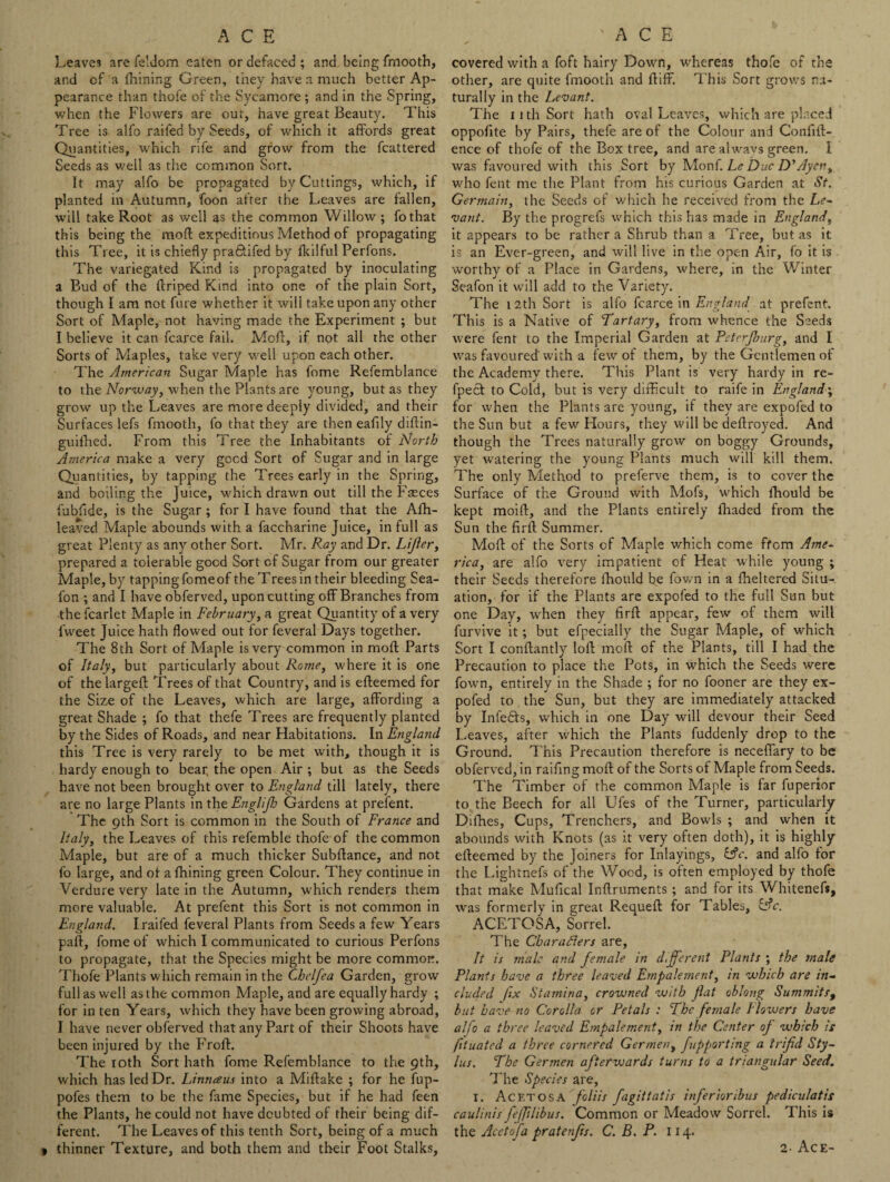 Leaves are feldom eaten or defaced ; and being fmooth, and of a fhining Green, they have a much better Ap¬ pearance than thofe of the Sycamore ; and in the Spring, when the Flowers are out, have great Beauty. This Tree is alfo raifed by Seeds, of which it affords great Quantities, which rife and grow from the fcattered Seeds as well as the common Sort. It may alfo be propagated by Cuttings, which, if planted in Autumn, foon after the Leaves are fallen, will take Root as well as the common Willow ; fothat this being the mofl expeditious Method of propagating this Tree, it is chiefly pra&ifed by fkilful Perfons. The variegated Kind is propagated by inoculating a Bud of the flriped Kind into one of the plain Sort, though I am not fure whether it will take upon any other Sort of Maple, not having made the Experiment ; but I believe it can fcarce fail. Mofl, if not all the other Sorts of Maples, take very -well upon each other. The American Sugar Maple has fome Refemblance to the Norway, when the Plants are young, but as they grow up the Leaves are more deeply divided, and their Surfaces lefs fmooth, fo that they are then eaftly didin- guifhed. From this Tree the Inhabitants of North America make a very good Sort of Sugar and in large Quantities, by tapping the Trees early in the Spring, and boiling the Juice, which drawn out till the Faeces fubfide, is the Sugar ; for I have found that the Afh- leaved Maple abounds with a faccharine Juice, in full as great Plenty as any other Sort. Mr. Ray and Dr. Lifter, prepared a tolerable good Sort of Sugar from our greater Maple, by tapping fome of the Trees in their bleeding Sea- fon ; and I have obferved, upon cutting off Branches from the fcarlet Maple in February, a great Quantity of a very fweet Juice hath flowed out for feveral Days together. The 8th Sort of Maple is very common in mofl Parts of Italy, but particularly about Rome, w'here it is one of the larged Trees of that Country, and is efteemed for the Size of the Leaves, which are large, affording a great Shade ; fo that thefe Trees are frequently planted by the Sides of Roads, and near Habitations. In England this Tree is very rarely to be met with, though it is hardy enough to bear the open Air ; but as the Seeds have not been brought over to England till lately, there are no large Plants in the Englifh Gardens at prefent. The 9th Sort is common in the South of France and Italy, the Leaves of this refemble thofe of the common Maple, but are of a much thicker Subfiance, and not fo large, and of a fhining green Colour. They continue in Verdure very late in the Autumn, which renders them more valuable. At prefent this Sort is not common in England. I raifed feveral Plants from Seeds a few Years pafl, fome of which I communicated to curious Perfons to propagate, that the Species might be more common. Thofe Plants which remain in the Chelfea Garden, grow full as well as the common Maple, and are equally hardy ; for in ten Years, which they have been growing abroad, I have never obferved that any Part of their Shoots have been injured by the Froll. The 10th Sort hath fome Refemblance to the 9th, which has led Dr. Lintueus into a Millake ; for he fup- pofes them to be the fame Species, but if he had feen the Plants, he could not have doubted of their being dif¬ ferent. The Leaves of this tenth Sort, being of a much » thinner Texture, and both them and their Foot Stalks, covered with a foft hairy Down, whereas thofe of the other, are quite fmooth and flift. This Sort grows na¬ turally in the Levant. The 11 th Sort hath oval Leaves, which are placed oppofite by Pairs, thefe are of the Colour and Confid¬ ence of thofe of the Box tree, and are alwavs green. I was favoured with this Sort by Monf. Le Due D’Ayen, who fent me the Plant from his curious Garden at St. Germain, the Seeds of which he received from the Le- vant. By the progrefs which this has made in England, it appears to be rather a Shrub than a Tree, but as it is an Ever-green, and will live in the open Air, fo it is worthy of a Place in Gardens, where, in the Winter Seafon it will add to the Variety. The 12th Sort is alfo fcarce in England at prefent. This is a Native of Tartary, from whence the Seeds were fent to the Imperial Garden at PstcrJhurg, and I was favoured'with a few of them, by the Gentlemen of the Academy there. This Plant is very hardy in re- fpect to Cold, but is very difficult to raife in England; for when the Plants are young, if they are expofed to the Sun but a few Hours, they will be dedroyed. And though the Trees naturally grow on boggy Grounds, yet watering the young Plants much will kill them. The only Method to preferve them, is to cover the Surface of the Ground with Mofs, which fhould be kept moid, and the Plants entirely fhaded from the Sun the firfl Summer. Mod of the Sorts of Maple which come ffem Ame¬ rica, are alfo very impatient of Heat while young ; their Seeds therefore fhould be fown in a fheltered Situ¬ ation, for if the Plants are expofed to the full Sun but one Day, when they fird appear, few of them will furvive it; but efpecially the Sugar Maple, of which Sort I condantly lod mod of the Plants, till I had the Precaution to place the Pots, in which the Seeds were fown, entirely in the Shade ; for no fooner are they ex¬ pofed to the Sun, but they are immediately attacked by Infe&s, which in one Day will devour their Seed Leaves, after which the Plants fuddenly drop to the Ground. This Precaution therefore is neceffary to be obferved, in railing mod of the Sorts of Maple from Seeds. The Timber of the common Maple is far fuperior to the Beech for all Ufes of the Turner, particularly Difhes, Cups, Trenchers, and Bowls ; and when it abounds with Knots (as it very often doth), it is highly edeemed by the Joiners for Inlayings, &c. and alfo for the Lightnefs of the Wood, is often employed by thofe that make Mufical Indruments; and for its Whitenefs, was formerly in great Requed for Tables, &c. ACETOSA, Sorrel. The Characters are. It is male and female in different Plants ; the male Plants have a three leaved Empalement, in which are in¬ cluded fix Stamina, crowned with flat oblong Summits, but have no Corolla or Petals : The female Flowers have alfo a three leaved Empalement, in the Center of which is ftuated a three cornered Germen, fupporting a irifid Sty¬ lus. The Germen afterwards turns to a triangular Seed. The Species are, I. Acetosa foliis fagittatis inferioribus pediculatis caulinis fefflibus. Common or Meadow Sorrel. This is the Acetofa pratenfts. C. B. P. 114. 2- Ace-