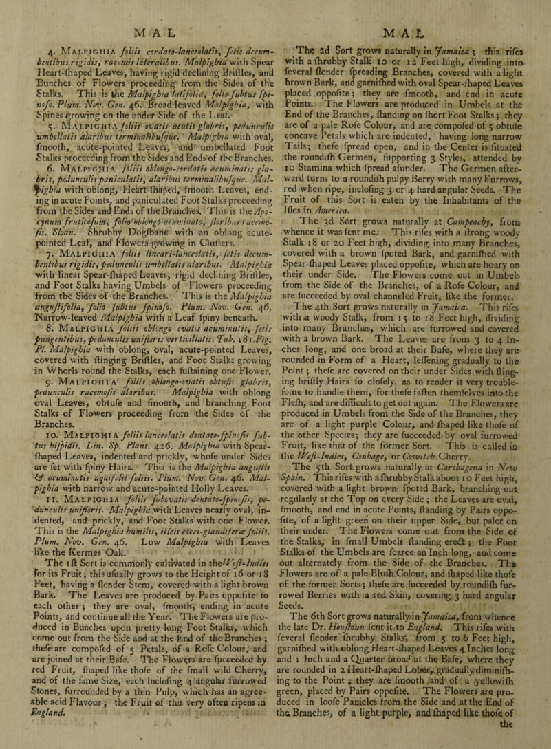4. Malpighia foliis cordato-lancfolatif, fetis dccutn- bentibus rigidis, racemis lateralibus. Malpigbia with Spear Hear t-fh aped Leaves, having rigid declining Bridles, and Bunches of Flowers proceeding from the Sides of the Stalks. This is fehe Malpigbia latifolia, folio fubtus fpi- nofo. Plum. Nov. Gen. 46. Broad leaved Malpigbia, with Spines growing on the under Side of the Leaf. 5. Malpighia foliis ovatis acutis glabris, pedunculis ■umbellatis alaribus termtndUbufqiie. Malpighia with oval, fmooth, acute-pointed Leaves, and umbelkted Foot Stalks proceeding from the Sides and Ends of the Branches. 6. Malpighia foliis oblongo-cordatis acuminatis gla¬ bris, pedunculis paniculatis, alaribus terniinahbiifque. Mal- $)igbia with oblong, Heart-fhaped, fmooth Leaves, end¬ ing in acute Points, and paniculated Foot Stalks proceeding from the Sides and Ends of the Branches. This is theApo- cynum fruticofum, folio' oblongo aeiminato, fortius race mo¬ ps. Sloan. Shrubby Dogfbane with an oblong acute- pointed Leaf, and Flowers growing in Cluilers. 7. Malpighia foliis linear i-lahceolatis, fetis decum- bentibus rigidis, pedunculis umbellatis alaribus. Malpighia with linear Spear-fhaped Leaves, rigid declining Bridles, and Foot Stalks having Umbels of Flowers proceeding from the Sides of the Branches. This is the Malpigbia anguf folia, folio fubtus fpinofo. Plum. Nov. Gen. 46. Harrow-leaved Malpighia with a Leaf fpiny beneath. 8. Malpighia foliis oblongo evatis acuminatis, fetis pungentibus, pedunculis unif oris verticillatis. 'Tab. 181.Fig. PI. Malpigbia with oblong, oval, acute-pointed Leaves, covered with dinging Bridles, and Foot Stalks growing in Whorls round the Stalks, each fudaining one Flower. 9. Malpighia foliis oblongo-cvatis obtufis glabris, pedunculis racemofs alaribus; Malpigbia with oblong oval Leaves, obtufe and fmooth, and branching Foot Stalks of Flowers proceeding from the Sides of the Branches. 10. Malpighia foliis lanceolatis dentato-fpimfs fub¬ tus bifpidis. Lin. Sp. Plant. 426. Malpigbia with Spear- fhaped Leaves, indented and prickly, whofe under Sides are fet with fpiny Hairs. This is the Malpigbia anguflis IT acuminatis aquifolii foliis. Plum. Nov. Gen. 46. Mal¬ pighia with narrow and acute-pointed Holly Leaves. 11. Malpighia foliis fubevatis dentato-fpinfis, pe¬ dunculis unifloris. Malpigbia with Leaves nearly oval, in¬ dented, and prickly, and Foot Stalks with one Flower. 'Phis is the Malpighia bumilis, ilia 5 cocci-glandifera foliis. Plum. Nov. Gen. 46. Low Malpighia with Leaves like the Kermes Oak. The id Sort is commonly cultivated in thclVefl-Indies for its Fruit; thisufually grows to thcHeightof 16 or 18 Feet, having a flender Stem, covered with a light brown Bark. The Leaves are produced by Pairs oppofite to each other ; they are oval, fmooth, ending in acute Points, and continue all the Year. The Flowers are pro¬ duced in Bunches upon pretty long Foot Stalks, which come out from the Side and at the End of the Branches ; thefe are compofed of 5 Petals, of a Rofe Colour, and are joined at their Bafe. The Flowers are fucceeded by red Fruit, fhaped like thofe of the fmall wild Cherry, and of the fame Size, each lnclofing 4 angular furrowed Stones, furrounded by a thin Pulp, which has an agree¬ able acid Flavour; the Fruit of this very often ripens in England. > . . The 2d Sort grows naturally in Jamaica ; this rifes with a fhrubby Stalk 10 or 12 Feet high, dividing into feveral flender fpreading Branches, covered with a light brown Bark, and garnifhed with oval Spear-fhaped Leaves placed oppofite ; they are fmooth, and end in acute Points. The Flowers are produced in Umbels at the End of the Branches, (landing on fhortFoot Stalks; they are of a pale Rofe Colour, and are compofed of 5 obtufe concave Petals which are indented, having long narrow Tails; thefe fpread open, and in the Center is fituated the roundifh Germen, fupporting 3 Styles, attended by 10 Stamina which fpread afunder. The Germen after¬ ward turns to a roundifh pulpy Berry with many Furrows, red when ripe, inclofing 3 or 4 hard angular Seeds. The Fruit of this Sort is eaten by the Inhabitants of the Ifles in America. The 3d Sort grows naturally at Campeachy, from whence it was fent me. This rifes with a llrong woody Stalk 18 or 20 Feet high, dividing into many Branches, covered with a brown fpoted Bark, and garnifhed with Spear-fhaped Leaves placed oppofite, which are hoary on their under Side. The Flowers come out in Umbels from the Side of the Branches, of a Rofe Colour, and are fucceeded by oval channeled Fruit, like the former. The 4th Sort grows naturally in Jamaica. This rifes with .a woody Stalk, from 15 to 18 Feet high, dividing into many Branches, which are furrowed and covered with a brown Bark. The Leaves are from 3 to 4 In¬ ches long, and one broad at their Bafe, where they are rounded in Form of a Heart, leflening gradually to the Point; thefe are covered on their under Sides with fling¬ ing briflly Hairs fo clofely, as to render it very trouble- fbme to handle them, for thefe fallen themfelves into the Flefh, and are difficult to get out again. The Flowers are produced in Umbels from the Side of the Branches, they are of a light purple Colour, and fhaped like thofe of the other Species; they are fucceeded by oval furrowed Fruit, like that of the former Sort. This is called in the Wef-Indies, Couhage, or Covoitcb Cherry. The 5th Sort grows naturally at Carthagena in New Spain. This rifes with a fhrubby Stalk about 1 o Feet high, covered with a light brown fpoted Bark, branching out regularly at the Top on every Side ; the Leaves are oval, fmooth, and end in acute Points, Handing by Pairs oppo¬ fite, of a light green on their upper Side, but paler on their under. The Flowers come out from the Side.of the Stalks, in fmall Umbels Handing eredt; the Foot Stalks of the Umbels are fcarce an Inch long, and come out alternately from the Side of the Branches. The Flowers are of a pale Blufh Colour, and fhaped like thofe of the former Sorts; thefe are fucceeded by roundifh fur¬ rowed Berries with a red Skin, covering 3 hard angular Seeds. The 6th Sort grows naturally in Jamaica, from whence the late Dr. Houjloun lent it to England. This rifes with feveral flender fhrubby Stalks', from 5 to 6 Feet high, garnifhed with oblong Heart-fhaped Leaves 4 Inches long and 1 Inch and a Quarter broad at the Bafe, where they are rounded in 2. Heart-fhaped Lobes,, gradually diminifh- ing to the Point \ they are fmooth and of a yellowifh green, placed by Pairs oppofite. The Flowers are pro¬ duced in loofe Panicles from the Side and at the End of the. Branches, of a light purple, and fhaped like thofe of the
