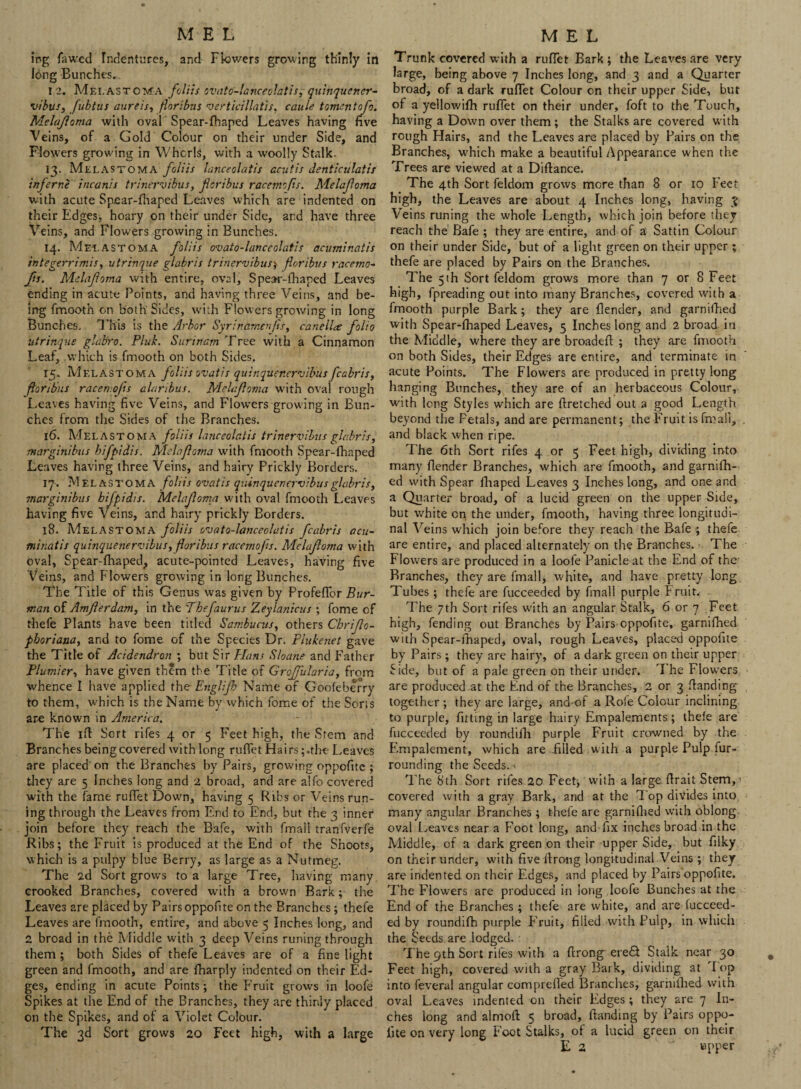 ME L ing fawed Indentures, and Flowers growing thinly in long Bunches. 12. Melastoma foliis ovato-lanceolatis, quinquener¬ vibus, fubtus aureis, floribus verticillatis, caule foment ofo. Melafoma with oval Spear-fhaped Leaves having five Veins, of a Gold Colour on their under Side, and Flowers growing in Whorls, with a woolly Stalk. 13. Melastoma foliis lanceolatis acutis denticulatis inf erne incanis trinervibus, floribus racemofts. Melafoma with acute Spear-fhaped Leaves which are indented on their Edges, hoary on their under Side, and have three Veins, and Flowers growing in Bunches. 14. Melastoma foliis ovato-lanceolatis acuminatis integerrimis, utrinque glabris trinervibus}■ floribus yacemo~ fts. Melafoma with entire, oval, Spear-fhaped Leaves ending in acute Points, and having three Veins, and be¬ ing fmooth on both Sides, with Flowers growing in long Bunches. This is the Arbor Syrinamen/ts, canella folio utrinque glabro. Pluk. Surinam Tree with a Cinnamon Leaf, which is fmooth on both Sides. 15* Melastoma foliis ovatis quinquenervibus fcabris, floribus racen.ofis alanbus. Melafoma with oval rough Leaves having five Veins, and Flowers growing in Bun¬ ches from the Sides of the Branches. 16. Melastoma foliis lanceolatis trinervibus glabris, marginibus hifpidis. Melafoma with fmooth Spear-fhaped Leaves having three Veins, and hairy Prickly Borders. 17. Melastoma foliis ovatis quinquenervibus glabris, marginibus hifpidis. Melafoma with oval fmooth Leaves having five Veins, and hairy prickly Borders. 18. Melastoma foliis ovato-lanceolatis fcabris acu¬ minatis quinquenervibus, floribus racemofs. Melafoma with oval, Spear-fhaped, acute-pointed Leaves, having five Veins, and Flowers growing in long Bunches. The Title of this Genus was given by Profeffor Bur- man of Amferdam, in the 'Thefaurus Zeylanicus ; fome of thefe Plants have been titled Sambucus, others Chriflo- phoriana, and to fome of the Species Dr. Plukenet gave the Title of Acidendron ; but Sir Hans Sloane and Father Plumier, have given them the Title of Grofiilaria, from whence I have applied the Englijh Name of Goofeberry to them, which is the Name by which fome of the Sons are known in America. The ifl Sort rifes 4 or 5 Feet high, the Stem and Branches being covered with long ruffet Hairs;.the Leaves are placed' on the Branches by Pairs, growing oppofitc ; they are 5 Inches long and 2 broad, and are alfo covered with the fame ruffet Down, having 5 Ribs or Veins Tun¬ ing through the Leaves from End to End, but the 3 inner join before they reach the Bafe, with fmaii tranfverfe Ribs; the Fruit is produced at the End of the Shoots, which is a pulpy blue Berry, as large as a Nutmeg. The 2d Sort grows to a large Tree, having many crooked Branches, covered with a brown Bark; the Leaves are placed by Pairs oppofite on the Branches; thefe Leaves are fmooth, entire, and above 5 Inches long, and 2 broad in the Middle with 3 deep Veins runing through them ; both Sides of thefe Leaves are of a fine light green and fmooth, and are fharply indented on their Ed¬ ges, ending in acute Points; the Fruit grows in loofe Spikes at the End of the Branches, they are thinly placed on the Spikes, and of a Violet Colour. The 3d Sort grows 20 Feet high, with a large MEL Trunk covered with a ruffet Bark ; the Leaves are very large, being above 7 Inches long, and 3 and a Quarter broad, of a dark ruffet Colour on their upper Side, but of a yellowifh ruffet on their under, foft to the Touch, having a Down over them ; the Stalks are covered w ith rough Hairs, and the Leaves are placed by Pairs on the Branches, w'hich make a beautiful Appearance when the Trees are viewed at a Diflance. The 4th Sort feldom grows more than 8 or 10 Feet high, the Leaves are about 4 Inches long, having 3 Veins runing the whole Length, which join before they reach the Bafe ; they are entire, and of a Sattin Colour on their under Side, but of a light green on their upper ; thefe are placed by Pairs on the Branches. The 5th Sort feldom grows more than 7 or 8 Feet high, fpreading out into many Branches, covered with a fmooth purple Bark; they are flender, and garnifhed with Spear-fhaped Leaves, 5 Inches long and 2 broad in the Middle, where they are broadefl ; they are fmooth on both Sides, their Edges are entire, and terminate in acute Points. The Flowers are produced in pretty long hanging Bunches, they are of an herbaceous Colour, with long Styles which are flretched out a good Length beyond the Petals, and are permanent; the Fruit is fmaii, and black when ripe. The 6th Sort rifes 4 or 5 Feet high, dividing into many flender Branches, which are fmooth, and garnifh¬ ed with Spear lhaped Leaves 3 Inches long, and one and a Quarter broad, of a lucid green on the upper Side, but white cn the under, fmooth, having three longitudi¬ nal Veins which join becore they reach the Bafe ; thefe are entire, and placed alternately on the Branches. The Flowers are produced in a loofe Panicle at the End of the Branches, they are fmall, white, and have pretty long Tubes ; thefe are fucceeded by fmall purple Fruit. The 7th Sort rifes with an angular Stalk, 6 or 7 Feet high, fending out Branches by Pairs oppofite, garnifhed with Spear-fhaped, oval, rough Leaves, placed oppofite by Pairs ; they are hairy, of a dark green on their upper Side, but of a pale green on their under. The Flowers are produced at the End of the Branches, 2 or 3 Handing together; they are large, and of a Rofe Colour inclining to purple, fitting in large hairy Empalements; thefe are fucceeded by roundifh purple Fruit crowned by the Empalement, which are .filled with a purple Pulp fur¬ rounding the Seeds.' The 8th Sort rifes 20 Feet; with a large Hrait Stem,' covered with a gray Bark, and at the Top divides into many angular Branches ; thefe are garni (lied with oblong oval Leaves near a Foot long, and fix inches broad in the Middle, cf a dark green on their upper Side, but filky on their under, with five Hrong longitudinal Veins ; they are indented on their Edges, and placed by Pairs oppofite. The Flowers are produced in long loofe Bunches at the End of the Branches ; thefe are white, and are fucceed¬ ed by roundifh purple Fruit, filled with Pulp, in which the Seeds are lodged. The 9th Sort rifes with a flrong ered Stalk near 30 Feet high, covered with a gray Bark, dividing at Top into feveral angular compreffed Branches, garnifhed with oval Leaves indented on their Edges; they are 7 In¬ ches long and almofl 5 broad, Handing by Pairs oppo- iite on very long Foot Stalks, of a lucid green on their E 2 tapper