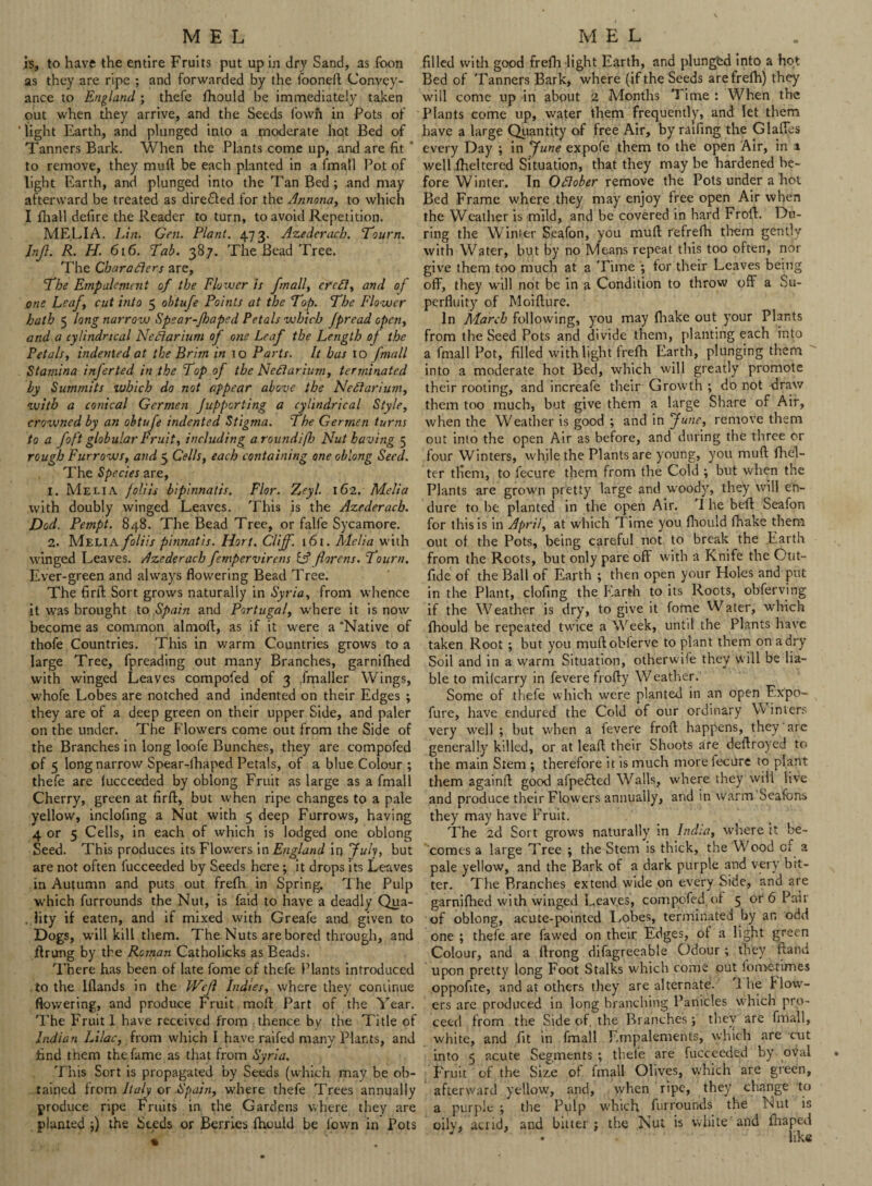 is, to have the entire Fruits put up in dry Sand, as foon as they are ripe ; and forwarded by the fooneft Convey¬ ance to England ; thefe fhould be immediately taken out when they arrive, and the Seeds fowh in Pots of ‘ light Earth, and plunged into a moderate hot Bed of Tanners Bark. When the Plants come up, and are fit ‘ to remove, they muft be each planted in a fmall Pot of light Earth, and plunged into the Tan Bed; and may afterward be treated as directed for the Annona, to which I fhall defire the Reader to turn, to avoid Repetition. MELIA. Lin. Gen. Plant. 473. Azederacb. Tourn. Infl. R. H. 616. Tab. 387. The Bead Tree. The Characters are, The Empalement of the Flower is fmall, efeft, and of one Leafy cut into 5 obtufe Points at the Top. The Flower hath 5 long narrow Spsar-Jhaped Petals which fpread opc?iy and a cylindrical NeClarium of one Leaf the Length of the Petals, indented at the Brim in 10 Parts. It has 10 fmall Stamina inferted in the Top of the NeCtarium, terminated by Summits which do not appear above the NeFtarium, with a conical Germen Jupper ting a cylindrical Style, crowned by an obtufe indented Stigma. The Germen turns to a foft globular Fruit, including a roundifh Nut having 5 rough Furrows, and 5 Cells, each containing one oblong Seed. The Species are, 1. Melia foliis bipinnatis. Flor. Zeyl. 162. Melia with doubly winged Leaves. This is the Azederacb. Dod. Pempt. 848. The Bead Tree, or falfe Sycamore. 2. Melia foliis pinnatis. Hort. Cliff. 161. Melia with winged Leaves. Azederacb fempervirens if florens. Tourn. Ever-green and always flowering Bead Tree. The firft Sort grows naturally in Syria, from whence it was brought to Spain and Portugal, where it is now become as common almoft, as if it were a ‘Native of thofe Countries. This in warm Countries grows to a large Tree, fpreading out many Branches, garnifhed with winged Leaves compofed of 3 fmaller Wings, whofe Lobes are notched and indented on their Edges ; they are of a deep green on their upper Side, and paler on the under. The Flowers come out from the Side of the Branches in long loofe Bunches, they are compofed of 5 long narrow Spear-lhaped Petals, of a blue Colour ; thefe are lucceeded by oblong Fruit as large as a fmall Cherry, green at firft, but when ripe changes to a pale yellow, inclofing a Nut with 5 deep Furrows, having 4 or 5 Cells, in each of which is lodged one oblong Seed. This produces its Flowers in England in July, but are not often fucceeded by Seeds here; it drops its Leaves in Autumn and puts out frefh in Spring. The Pulp which furrounds the Nut, is faid to have a deadly Qua- . lity if eaten, and if mixed with Greafe and given to Dogs, wfill kill them. The Nuts are bored through, and ftrung by the Roman Catholicks as Beads. There has been of late fome of thefe Plants introduced to the lflands in the Wefl Indies, where they continue flowering, and produce Fruit moft Part of the Year. The Fruit I have received from thence by the Title of Indian Lilac, from which I have raifed many Plants, and find them the fame as that from Syria. This Sort is propagated by Seeds (which may be ob¬ tained from Italy or Spain, where thefe Trees annually produce ripe Fruits in the Gardens where they are planted ;) the Seeds or Berries fhould be l'own in Pots * filled with good frefh light Earth, and plung'ed into a hot Bed of Tanners Bark, where (if the Seeds are frefh) they will come up in about 2 Months Time : When the Plants come up, water them frequently, and let them have a large Quantity of free Air, by railing the Glades every Day ; in f une expofe them to the open Air, in a well fheltered Situation, that they may be hardened be¬ fore Winter. In Oflober remove the Pots under a hot Bed Frame where they may enjoy free open Air when the Weather is mild, and be covered in hard Frofh Du¬ ring the Winier Seafon, you mull: refrefh them gently with Water, but by no Means repeat this too often, nor give them too much at a Time ; tor their Leaves being off, they will not be in a Condition to throw off a Su¬ perfluity of Moifture. In March following, you may {hake out your Plants from the Seed Pots and divide them, planting each into a fmall Pot, filled with light frefh Earth, plunging them into a moderate hot Bed, which will greatly promote their rooting, and increafe their Growth ; do not draw them too much, but give them a large Share of Air, when the Weather is good ; and in June, remove them out into the open Air as before, and during the three or four Winters, while the Plants are young, you muft fhel- ter tfiem, to fecure them from the Cold ; but when the Plants are grown pretty large and woody, they will en¬ dure to be planted in the open Air. I he beft Seafon for this is in April, at which Time you fhould fhake them out of the Pots, being careful not to break the Earth from the Roots, but only pare off with a Knife the Out- fide of the Ball of Earth ; then open your Holes and put in the Plant, clofing the Earth to its Roots, observing if the Weather is dry, to give it fome Water, which fhould be repeated twice a Week, until the Plants have taken Root ; but you muftobferve to plant them on a dry Soil and in a warm Situation, otherwife they will be lia¬ ble to mifearry in fevere frofty Weather. Some of thefe which were planted in an open Ex’po- fure, have endured the Cold of our ordinary Vv inters very well ; but when a fevere froft happens, they are generally killed, or at leaf! their Shoots are deftroyed to the main Stem ; therefore it is much more fecure to plant them againft good alpeSted Walls, where they will live and produce their Flowers annually, and in warm Seafons they may have Fruit. The 2d Sort grows naturally in India, where it be¬ comes a large Tree ; the Stem is thick, the Wood of a pale yellow, and the Bark of a dark purple and very bit¬ ter. The Branches extend wide on every Side, and are garnifhed with winged Leaves, compofed. of 5 or 6 Pair of oblong, acute-pointed Lobes, terminated by an odd one ; thefe are fawed on their Edges, of a light green Colour, and a ftrong difagreeable Odour ; they ftand upon pretty long Foot Stalks which come out fometimes oppofite, and at others they are alternate. 1 he flow¬ ers are produced in long branching Panicles which pro¬ ceed from the Side of, the Branches; they are fmall, white, and fit in fmall Empalements, which are cut into 5 acute Segments ; tbele are fuccecded by oval . Fruit of the Sizo of fmall Olives, which are green, afterward yellow, and, when ripe, they change to a purple ; the Pulp which furrounds the Nut is oilv, acrid, and bitter ; the Nut is white and fhaped • like