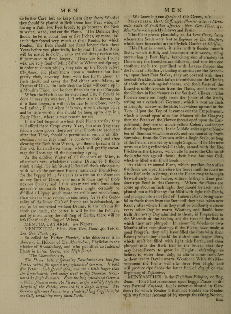 MEN •no farther Care but to keep them clear from Weeds» they fhould be planted in Beds about four Feet wide, al~ lowing a Path two Feet broad, to go between the Beds to water, weed, and cut the Plants. The Diftance they Ihould be fet is about four or five Inches, or more, be- caufe they fpread very much at their Roots; for which Reafon, the Beds fhould not ftand longer than three Years before you plant frefh, for by that 'l ime the Roots will be mated fo clofely, as to rot and decay each other, if permitted to {land longer. '1 here are fome People who are very fond of Mint Sallad in Winter and Spring ; in order to obtain which, they take up the Roots before Chrjhnas, and plant them upon a moderate hot Bed pretty clofe, covering them with fine Earth about an Inch thick, and cover the Bed either with Matts, or Frames of Glafs. In thefe Beds the Mint will come up in a Month’s Time, and be foon fit to cut for that Purpofe. When the Herb is cut for medicinal Ufe, it fhould be done in very dry weather, juft when it is in flower; for if it ftand longer, it will not be nearfo handfome, nor fo well tailed ; if cut when it is wet, it will change black and be little worth ; this fhould be hung up to dry in a fhady Place, where it may remain for ufe If the Soil be good in which thele Plants are fet, they will afford three Crops every Year, but after July they feldom prove good; therefore what Shoots are produced after that Time, fhould be permitted to remain till Mi¬ chaelmas, when they muff be cut down clofe; and after clearing the Beds from Weeds,, you fhould fpread a little fine rich Earth all over them, which will greatly encou¬ rage the Roots again!! the fucceeding Spring. As the diftilled Water of all the Sorts of Mint, i3 efleemed a very wholefome cordial Dram, fo I fhould think it might be fubftituted inftead of thofe vile Spirits, with which the common People intoxicate themfelves; for the Pepper Mint Water is as warm on the Stomach as any Sort of Dram, and more fo than any of thofe noxious Spirits; and if this was mixed with iome other agreeable aromatick Herbs, there might certainly be d:Hilled a Liquor much more palatable and wholefome, than what is now vended in common; for as the Gene¬ rality of the lou-er Clafs of People are fo debauched, as not to be contented without Drams, fo the lefs hurtful thofe are made, the better it will be for the Pubhck; and by introducing the diftilling of Herbs, there will be lefs Occafion for ufing of Wheat. MENTHA C A TAR I A. See Nepeta. MENTZELIA. Plum. Nov. Gen. Plant. 40. Tab. 6. Lin. Gen. Plant. 595. So called by Father Plumier, who difeovered it in America, in Honour of Dr. Mentzelius, Phyfician to the Elector of Brandenburg, and who publifhed an Index of Plants in Latin, Greek, and High Dutch. The Characters are, The Flower hath a fpreadir.g Empalement cut into Jive Parts, which fsts upon a long cylindrical Germen. It hath Jive Petals which fpread open>i and are a little longer than the Empalement, and many. ereCt brijlly St amir,a, termi¬ nated by ftngle Summits. From the long cylindrical Germ n which is fitnated under the Flower, arifes a brifily Style the Length of the Petals, crowned by a Jingle Stigma. The Germen afterward turns to a cylindrical long Capfule with one Cell, containing many fmall Seeds,. MEN We know hut one Species of this Genus, v.'z. Mentzelia. Hort. Cliff. 492. Plumier titles it Ment¬ zelia foliis & frudibus afperis. Nov. Gen. Plant. 41. Mentzelia with prickly Leaves and Fruit. This Plant grows plentifully at La Fera Cruz, from, whence the Seeds were fent to England by Dr. Houfiony which have fucceeded m the Phyfick Garden at Chelfea. This Plant is annual, it rifes with *a flender fmootn Stalk, which is fluff, and becomes a little woody,, rifing more than 3 Feet high, branching out alternately at Diftances; the Branches are difterted, and run into one another ; thefe are garnifhed with Leaves fhaped like the Point of a Halbert, Handing alternately on the Branch¬ es, upon fhort Foot Stalks; they are covered with fhort hooked Prickles, which faften themfelves into the Clothes of thofe who rub againft them ; and thofe Parts of the Branches eafily feparate from the Plants, and adhere to- the Clothes in like Manner as the Seeds of Clivers. The Flowers come out fingly from the Joints of the Stalk, refting on a cylindrical Germen, which is near an Inch in Length, narrow at the Bafe, but widens upward to the Top. Upon the Top of it comes out the Empalement, which is fpread open after the Manner of the Onagray then the Petals of the Flower fpread open upon the Em- palement, they are of a pale yellow Colour, and longer than the Empalement. In the Middle arifes agreatNum- ber of Stamina which are ere6t, and terminated by Angle Summits; from the Germen arifes a fingle Style, as long as the Petals, crowned by a fingle Stigma. The Germen turns to a long cylindrical Capfule, armed with the like- Prickles as the Leaves, which alfo faften to the Clothes of thofe who rub againft them ; thefe have but one Cell, which is filled with fmall Seeds. As this is an annual Plant, which perifhes foon after the Seeds are ripe, therefore the Seeds mull be fown on a hot Bed early in Spring, that the Plants may be brought forward early in the Seafon, otherwife they will not pro¬ duce ripe Seed in this Country. When the Plants are come up about an Inch high, they fhould be each tranf- planted into a Halfpenny Pot filled with light rich Earth, and plunged into a hot Bed of Tanners Bark, being care¬ ful to fhade them from the Sun until they have taken new Root; after which Time they mull be conllantly watered every other Day in warm Weather, and Ihould have frefh Air every Day admitted to them, in Proportion to the Warmth of the Seafon, and the Heat of the Bed in’ which they are plunged. In about fix Weeks or two Months after tranfplanting, if the Plants have made a* good Progrefs, they will have filled the Pots with their. Roots; when they fhould be fhifted into larger Pots, which mull be filled with light rich Earth, and then plunged into the Bark Bed in the Stove, that they may have Room to grow in Height; obferving, as before, to. water them duly, as alfo to admit frefh Air to them every Day in warm Weather: With this Ma¬ nagement the Plants will rife three Feet High, and* will produce ripe Seeds the latter End of Augujl or the Beginning of September. MENYANTHES, is the Trifolium Paluf re, or Bog Bean. This Plant is common upon boggy Places in di¬ vers Parts of England, but is never cultivated in Gar¬ dens ; for which Reafon I fhall not trouble the Reader with any further Account of it, except the taking Notice, C that
