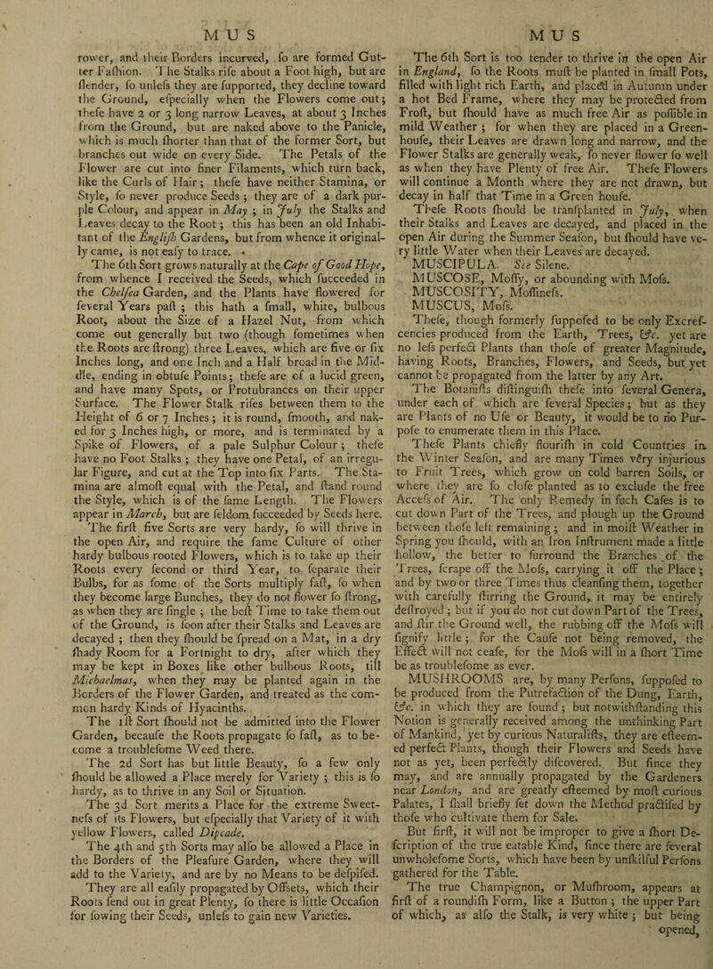 rower, and their Borders incurved, fo are formed Gut¬ ter Fafhion. The Stalks rife about a Foot high, but are flcnder, fo unlefs they are fupported, they decline toward the Ground, efpecially when the Flowers come out; thefe have 2 or 3 long narrow Leaves, at about 3 Inches from the Ground, but are naked above to the Panicle, which is much fhorter than that of the former Sort, but branches out wide on every Side. The Petals of the Flower are cut into finer Filaments, which turn back, like the Curls of Hair; thefe have neither Stamina, or Style, fo never produce Seeds ; they are of a dark pur¬ ple Colour, and appear in May ; in July the Stalks and Leaves decay to the Root; this has been an old Inhabi¬ tant of the Englifi Gardens, but from whence it original¬ ly came, is not eafy to trace. • The 6th Sort growrs naturally at the Cape of Good Hope, from whence I received the Seeds, which fucceeded in the Chelfea Garden, and the Plants have flowered for feveral Years paft ; this hath a fmatl, white, bulbous Root, about the Size of a Hazel Nut, from which come out generally but two (though fometimes when the Roots are ftrong) three Leaves, which are five or fix Inches long, and one Inch and a Half broad in the Mid¬ dle, ending in obtufe Points; thefe are of a lucid green, and have many Spots, or Protubrances on their upper Surface. The Flower Stalk rifes between them to the Height of 6 or 7 Inches ; it is round, fmooth, and nak¬ ed for 3 Inches high, or more, and is terminated by a Spike of Flowers, of a pale Sulphur Colour; thefe have no Foot Stalks ; they have one Petal, of an irregu¬ lar Figure, and cut at the Top into fix Parts. The Sta¬ mina are almoft equal with the Petal, and (land round the Style, which is of the fame Length. The Flowers appear in March, but are feldom fucceeded by Seeds here. The firft five Sorts are very hardy, fo will thrive in the open Air, and require the fame Culture of other hardy bulbous rooted Flowers, which is to take up their Roots every fecond or third Year, to feparate their Bulbs, for as fome of the Sorts multiply fall:, fo when they become large Bunches, they do not flower fo firong, as when they are Angle ; the bell: Time to take them out of the Ground, is loon after their Stalks and Leaves are decayed ; then they fhould be fpread on a Mat, in a dry fhady Room for a Fortnight to dry, after which they may be kept in Boxes like other bulbous Roots, till Michaelmas, when they may be planted again in the Borders of the Flower Garden, and treated as the com¬ mon hardy Kinds of Hyacinths. The 1 ft Sort fhould not be admitted into the Flower Garden, becaufe the Roots propagate fo faft, as to be¬ come a troublefome Weed there. The 2d Sort has but little Beauty, fo a few only fhould be allowed a Place merely for Variety ; this is fo hardy, as to thrive in any Soil or Situation. The 3d Sort merits a Place for the extreme Sweet- nefs of its Flowers, but efpecially that Variety of it with yellow Flowers, called Dipcade. The 4th and 5 th Sorts may alfo be allowed a Place in the Borders of the Pleafure Garden, where they will add to the Variety, and are by no Means to be defpifed. They are all eafily propagated by Offsets, which their Roots fend out in great Plenty, fo there is little Occafion for fowing their Seeds, unlefs to gain new Varieties. The 6th Sort is too tender to thrive in the open Air in England, fo the Roots muft be planted in fmall Pots, filled with light rich Earth, and place'd in Autumn under a hot Bed Frame, where they may be protedted from Froft, but fhould have as much free Air as poffible in mild Weather ; for when they are placed in a Green- houfe, their Leaves are drawn long and narrow, and the Flower Stalks are generally weak, fo never flower fo well as when they have Plenty of free Air. Thefe Flowers will continue a Month where they are net drawn, but decay in half that Time in a Green houfe. Thefe Roots fhould be tranfplanted in July, when their Stalks and Leaves are decayed, and placed in the open Air during the Summer Seafon, but fhould have ve¬ ry little V/ater when their Leaves are decayed. MUSCIPULA. See Silene. MUSCOSE, Moffy, or abounding with Mofs. MUSCOSITY, Moffinefs. MUSCUS, Mofs. Thefe, though formerly fuppofed to be only Excref- cencies produced from the Earth, Trees, UV. yet are no lefs perfect Plants than thofe of greater Magnitude, having Roots, Branches, Flowers, and Seeds, but yet cannot he propagated from the latter by any Art. The Botanifts diftinguifh thefe into feveral Genera, under each of which are feveral Species; but as they are Plants of no Ufe or Beauty, it would be to no Pur- pofe to enumerate them in this Place. Thefe Plants chiefly flourifh in cold Countries in. the Winter Seafon, and are many Times v£ry injurious to Fruit Trees, which grow on cold barren Soils, or where they are fo clofe planted as to exclude the free Accefs of Air. The only Remedy in fuch Cafes is to cut down Part of the Trees, and plough up the Ground between thofe left remaining; and in moift Weather in Spring you fhould, with an Iron Inftrument made a little hollow, the better to furround the Branches .of the Trees, ferape off the Mofs, carrying it off the Place ; and by two or three Times thus cleanfing them, together with carefully ftirring the Ground, it may be entirely deflroyed ; but if you do not cut down Part of the Trees, and ftir the Ground well, the rubbing off the Mofs will fignify little; for the Caufe not being removed, the Effedi will not ceafe, for the Mofs will in a fliort Time be as troublefome as ever. MUSHROOMS are, by many Perfons, fuppofed to be produced from the Putrefadtion of the Dung, Earth, Ur. in which they are found ; but notwithftanding this Notion is generally received among the unthinking Part of Mankind, yet by curious Naturalifts, they are efteern- ed perfedt Plants, though their Flowers and Seeds have not as yet, been perfectly difeovered. But fince they may, and are annually propagated by the Gardeners near London, and are greatly efteemed by mod curious Palates, I ftiall briefly fet down the Method pradfifed by thofe who cultivate them for Sale. But firft, it will not be improper to give a Ihort De- feription of the true eatable Kind, fince there are feveral unwholefome Sorts, which have been by unlkilful Perfons gathered for the Table. The true Champignon, or Mufhroom, appears at firft of a roundifh Form, like a Button ; the upper Part of which, as alfo the Stalk, is very white ; but being opened.
