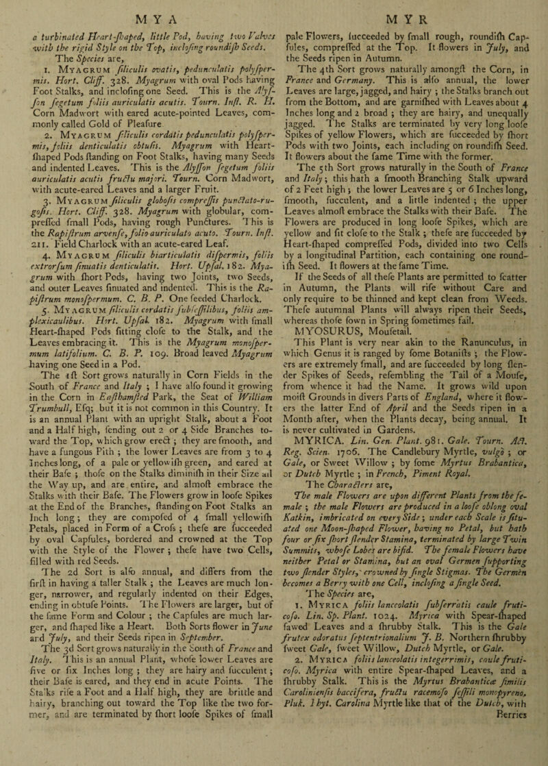 a turbinated Heart-fhaped, little Pod, having two Valves with the rigid Style on the Top, inclojing roundijb Seeds. The Species are, 1. Myagrum ftliculis ovatis, pedunculatis polyfper- tnis. Hort. Cliff. 328. Myagrum with oval Pods having FootStalks, and inclofing one Seed. This is the Alyf- fon fegetum foliis auriculatis acutis. Tourn. Infl. R. PI. Corn Madvvort with eared acute-pointed Leaves, com¬ monly called Gold of Pleafure 2. Myagrum ffliculis cordatispedunculatis polyfper- mis, foliis denticulatis cbtufts. Myagrum with Heart- fhaped Pods (landing on Foot Stalks, having many Seeds and indented Leaves. This is the Alyffov fegetum foliis auriculatis acutis fruflu majori. Tourn. Corn Madwort, with acute-eared Leaves and a larger Fruit. 3. Myagrum ftliculis globofts compreffis pun£lato-ru- gofts. Hort. Cliff. 328. Myagrum with globular, com- prefled fmall Pods, having rough Punctures. 'I his is the Rapiffrum arvenfe, folio auric ulato acuto. ’Tourn. In ft. 211. Field Charlock with an acute-eared Leaf. 4. Myagrum ftliculis biarticulatis difpermis, foliis extrorfum ftnuatis denticulatis. Hort. Upfal. I 82. Mya¬ grum with fhort Pods, having two Joints, two Seeds, and outer Leaves finuated and indented. This is the Ra¬ piffrum monofpermum. C. B. P. One feeded Charlock. 5. Myagrum ftliculis cordatis fubfejfftlibus, foliis am¬ plexicaulibus. Hort. Upfal. 182. Myagrum with fmall Heart-fhaped Pods fitting clofe to the Stalk, and the Leaves embracing it. This is the Myagrum monofper¬ mum latifolium. C. B. P. 109. Broad leaved Myagrum having one Seed in a Pod. The id Sort grows naturally in Corn Fields in the South of France and Italy ; I have alfo found it growing in the Corn in Eaffhamffed Park, the Seat of IViltiam Trumbull, Efq; but it is not common in this Country. It is an annual Plant with an upright Stalk, about a Foot and a Half high, fending out 2 or 4 Side Branches to¬ ward the Top, which grow eredt ; they are fmooth, and have a fungous Pith ; the lower Leaves are from 3 to 4 Inches long, of a pale or yellowifh green, and eared at their Bafe ; thofe on the Stalks diminilh in their Size ail the Way up, and are entire, and almofl embrace the Stalks with their Bafe. The Flowers grow in loofe Spikes at the End of the Branches, (landing on Foot Stalks an Inch long ; they are compofed of 4 fmall yellowifh Petals, placed in Form of a Crofs ; thefe are fucceeded by oval Capfules, bordered and crowned at the Top with the Style of the Flower ; thefe have two Cells, filled with red Seeds. The 2d Sort is alfo annual, and differs from the firfl in having a taller Stalk ; the Leaves are much lon¬ ger, narrower, and regularly indented on their Edges, ending in obtufe Points. The Flowers are larger, but of the fame Form and Colour ; the Capfules are much lar¬ ger, and fhaped like a Heart. Both Sorts flower in June and July, and their Seeds ripen in September. The 3d Sort grows naturally in the South of France and Italy. This is an annual Plant, whofe lower Leaves are five or fix Inches long ; they are hairy and fucculent; their Bafe is eared, and they end in acute Points. The Stalks rife a Foot and a Half high, they are brittle and hairy, branching out toward the Top like the two for¬ mer, and are terminated by (hort loofe Spikes of fmall pale Flowers, (ucceeded by fmall rough, roundifh Cap^ Fiiles, comprefied at the Top. It flowers in July, and the Seeds ripen in Autumn. The 4th Sort grows naturally amongfl: the Corn, in France and Germany. This is alfo annual, the lower Leaves are large, jagged, and hairy ; the Stalks branch out from the Bottom, and are garnifhed with Leaves about 4 Inches long and 2 broad ; they are hairy, and unequally jagged. The Stalks are terminated by very long loofe Spikes of yellow Flowers, which are fucceeded by fhort Pods with two Joints, each including on roundifh Seed. It flowers about the fame Time with the former. The 5 th Sort grows naturally in the South of France and Italy ; this hath a fmooth Branching Stalk upward of 2 Feet high j the lower Leaves are 5 or 6 Inches long, fmooth, fucculent, and a little indented ; the upper Leaves almofl embrace the Stalks with their Bafe. The Flowers are produced in long loofe Spikes, which are yellow and fit clofe to the Stalk ; thefe are fucceeded by Heart-fhaped comprefied Pods, divided into two Cells by a longitudinal Partition, each containing one round¬ ifh Seed. It flowers at the fame Time. If the Seeds of all thefe Plants are permitted to fcatter in Autumn, the Plants will rife without Care and only require to be thinned and kept clean from Weeds. Thefe autumnal Plants will always ripen their Seeds, whereas thofe fown in Spring fometimes fail. MYOSURUS, Moufetail. This Plant is very near akin to the Ranunculus, in which Genus it is ranged by fome Botanifls ; the Flow¬ ers are extremely fmall, and are fucceeded by long (len¬ der Spikes of Seeds, refembling the Tail of a Moufe, from whence it had the Name. It grows wild upon moifl Grounds in divers Parts of England, where it flow¬ ers the latter End of April and the Seeds ripen in a Month after, when the Plants decay, being annual. It is never cultivated in Gardens. MYRICA. Lin. Gen Plant. 98 1. Gale. Tourn. Ad. Reg. Scien. 1706. The Candlebury Myrtle, vulgo ; or Gale, or Sweet Willow ; by fome Myrtus Brabant tea, or Dutch Myrtle ; in French, Piment Royal. The Characters are. The male Flowers are upon different Plants Jrom the fe¬ male ; the male Flowers are produced in a loofe oblong oval Katkin, imbricated on every Side; under each Scale is fftu- ated one Moon-fhaped Flower, having no Petal, but hath four or fix Jhort fender Stamina, terminated by large Twin Summits, whofe Lobes are bifid. The female Flowers have neither Petal or Stamiina, but an oval Germen fupporting two fender Styles,' crowned by [ingle Stigmas. The Germen becomes a Berry with one Cell, incloffng a Jingle Seed. The Species are, 1. Myrica foliis lanceolatis fubferratis caule fruti- cofo. Lin. Sp. Plant. 1024. Myrica with Spear-fhaped fawed Leaves and a fhrubby Stalk. This is the Gale frutex odoratus feptentrionalium J. B. Northern fhrubby fweet Gale, fweet Willow, Dutch Myrtle, or Gale. 2. Myrica foliis lanceolatis integerrimis, caule fruti- cofo. Myrica with entire Spear-fhaped Leaves, and a fhrubby Stalk. This is the Myrtus Brabantica ffmilis Garolinienfts baccifera, fruftu racemofo feffili monopyreno Pluk. 1 hyt. Carolina Myrtle like that of the Dutch, with Berries