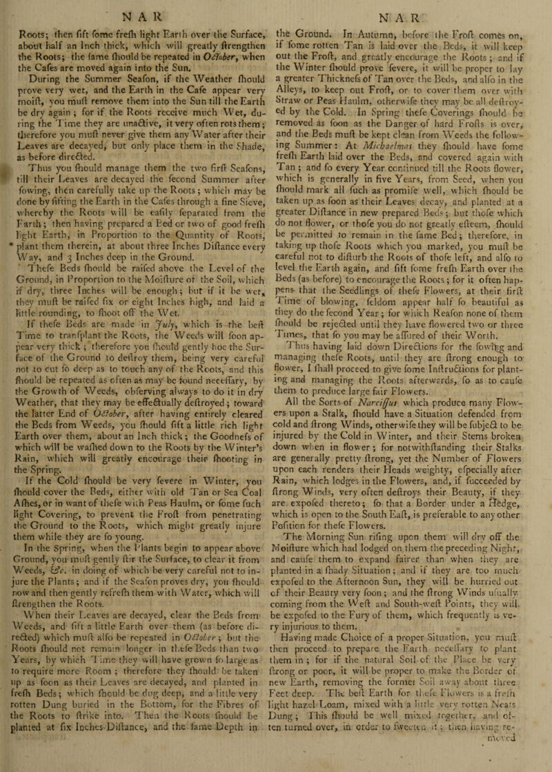 Roots; then fift Tome frefh light Earth over the Surface, about half an Inch thick, which will greatly ftrengthen the Roots; the fame fhould be repeated in Ofiober, when the Cafes are moved again into the Sun. During the Summer Seafon, if the Weather fhould prove very wet, and the Earth in the Cafe appear very moift, you mull: remove them into the Sun till the Earth be dry again ; for if the Roots receive much Wet, du¬ ring the Time they are ura6tive, it very often rots them; therefore you muff never give them any Water after their Leaves are decayed, but only place them in the Shade, as before directed. Thus you fhould manage them the two firft Seafons, till their Leaves are decayed the fecond Summer after fowing, then carefully take up the Roots; which may be done by fitting the Earth in the Cafes through a fine Sieve, whereby the Roots will be eafily feparated from the Earth ; then having prepared a Led or two of good frefh light Earth, in Proportion to the Quantity of Roots, • plant them therein, at about three Inches Diftance every Way, and 3 Inches deep in the Ground. Thefe Beds fhould be raifed above the Level of the Ground, in Proportion to the Moiflure of the Soil, which if dry, three Inches will be enough ; but if it he wet, they mud be raifed fix or eight Inches high, and laid a tittle rounding, to fhoot off the Wet. If thefe Beds are made in July, which is the heft Time to tranfplant the Roots, the Weeds will foon ap¬ pear very thick ; therefore you fhould gently hoc the Sur¬ face of the Ground to deftroy them, being very careful not to cut fo deep as to touch any of the Roots, rand this fhould be repeated as often as may be found necelfary, by the Growth of Weeds, obferving always to do it in dry Weather, that they may be effectually defiroyed ; toward the latter End of ORober, after having entirely cleared the Beds from Weeds, you fhould fift a little rich light Earth over them, about an Inch thick; the Goodnefs of which wilt be wafhed down to the Roots by the Winter’s Rain, which will greatly encourage their fhooting in the Spring. If the Cold fhould be very fevere in Winter, you fhould cover the Beds, either with old Tan or Sea Coal Alhes, or in want of thefe with Peas Haulm, or fome fuch light Covering, to prevent the Froft from penetrating the Ground to the Roots, which might greatly injure them while they are fo young. In the Spring, when the Plants begin to appear above Ground, you mull: gently flir the Surface, to clear it from Weeds, &V. in doing of which be very careful not to in¬ jure the Plants; and if the Seafon proves dry, you fhould- now and then gently refrefh them with Water, which, will /Lengthen the Roots. When their Leaves are decayed, clear the Beds from1 Weeds, and lift a little Earth over them (as before di¬ rected) which mud alfo be repeated in OfloLer-, but the Roots fhould not remain longer in thefe Beds than two Years, by which Time they will have grown fo large as to require more Room ; therefore they fhould be taken up as foon as their Leaves are decayed, and planted in frefh Beds; which fhould-be dug deep, and a little very rotten Dung buried in the Bottom, for the Fibres of the Roots to firike into. Then the Roots fhould he planted at fix Inches-Diftance, and the fame Depth in the Ground. In Autumn, before the Froft comes on, if fome rotten Tan is laid over the Beds, it will keep out the Froff, and greatly encourage the Roots; and if the Winter fhould prove fevere, it will be proper to lay a greater Thicknefs of Tan over the Beds, and alfo in the Alleys, to keep out Froft, or to cover them over with Straw or Peas Haulm, otherwife they may be all deftrov- ed by the Cold. In Spring thefe Coverings fhould he removed as foon as the Danger of hard Frofls is over, and the Beds mull be kept clean from Weeds the follow¬ ing Summer: At Michaelmas they fhould have fome frefh Earth laid over the Beds, and covered again with Tan ; and fo every Year continued till the Roots flower, which is generally in five Years, from Seed, when you fhould mark all fuch as promife well, which fhould be taken up as foon as their Leaves decay* and planted at a greater Difiance in new prepared Beds; but thofe which do not flower, or thofe you do not greatly efieem, fhould be permitted to remain in the fame Bed; therefore, in taking up thofe Roots which you marked, you mull be careful not to difiurb the Roots of thofe left, and alfo to level the Earth again, and fift fome frefh Earth over the Beds (as before) to encourage the Roots; for it often hap¬ pens- that the Seedlings of thefe Flowers, at their firft rime ot blowing, feldom appear half fo beautiful as they do the fecond Year ; for which Reafon none of them fhould be rejeCIed until they have flowered two or three i lines,, that fo you may be aflured of their Worth. -I bus having laid down Directions for the fowing and managing thefe Roots, until they are firong enough to flower, I fiiall proceed to give fome Inftru£iions for plant¬ ing and managing the Roots afterwards, fo as to caufe them to produce large fair Flowers. All the Sorts of Narcifjus which produce many Flow¬ ers upon a Stalk, fhould have a Situation defended from cold and firong Winds, otherwife they will be fubje£t to be injured by the Cold in Winter, and their Stems broken down when in flower ; for notwithfianding their Stalks are generally pretty firong, yet the Number of Flowers upon each renders their Heads weighty, efpecially after Rain, which lodges in the Flowers, and, if fucceeded by firong Winds, very often defiroys their Beauty, if they- are expofed thereto; fo that a Border under a Hedge, which is open to the South F.afi, is preferable to any other Pofition for thefe Flowers. The Morning Sun rifing upon them will dry oft the Moiflure which had lodged on them the preceding Night, and caufe them to expand fairer than when they are planted in a fhady Situation; and if they are too much expofed to the Afternoon Sun, they will be hurried out cf their Beauty very foon ; and the firong Winds ufually- coming from the Wefi and South-weft Points, they will, be expofed to the Fury of them, which frequently is ve¬ ry injurious to them. Having made Choice of a proper Situation, you mull then proceed to prepare the Earth neceilary to plant them in ; for if the natural Soil, of the Place be very firong or poor, it will be proper to make the Border of new Earth, removing the former Soil away about three Feet deep. The beft Earth for thefe Flowers is a frefh light hazel-Loam, mixed with a little very rotten Nears Dung ; This fhould be well mixed together, and of¬ ten turned over, in order to i wee ten it; then having re¬ moved