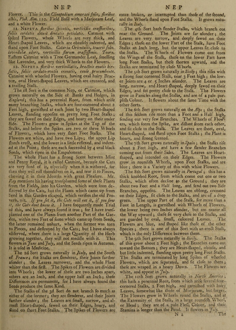 NEP Flower. This is the Clinopodium amaraci folio, floribus albis, Pluk. Aim. i io. Field Bafil with a Marjoram Leaf, and a white Flower. 11. Nepeta floribus [pica t is, verticillis era floribus, foliis cordatis obtuse dentatis petiolatis. Catmint with fpiked Flowers, whofe Whorls are very thick, and Heart-fhaped Leaves, which are obtufely indented, and ftand upon Foot Stalks. Cata> ia Orientalis, teucrii folio, iavendula odore, verticillis florum crafljflmis. Tourn. Eaftem Catmint with a Tree Germander Leaf, fmelling like Lavender, and very thick Whorls to the Flowers. 12. Nepeta floribss verticillatis, bradleis ovatis bir- futis, foliis cordato-ovatis crenatis, caule procumbejite. Catmint with whorled Flowers, having oval hairy Brac- tese, oval Heart-fhaped Leaves, which are crenated, and a trailing Stalk. The ill Sort is the common Nep, or Catmint, which grows naturally on the Side of Banks and Hedges, in England; this has a perennial Root, from which arife many branching Stalks, which are four-cornered about 2 Feet high, garnifhed at each Joint by two Heart-fhaped Leaves, {landing oppofite on pretty long Foot Stalks; they are fawed on their Edges, and hoary on their under Side. The Flowers grow in Spikes at the Top of the Stalks, and below the Spikes are two or three Whorls of Flowers, which have very fhort Foot Stalks. The Flowers are white, and have two Lips; the upper Lip {lands ere£t, and the lower is a little reflexed, and indent¬ ed at the Point; thefe are each fucceeded by 4 oval black Seeds, which ripen in the Empalement. The whole Plant has a flrong Scent between Mint and Penny Royal, it is called Catmint, becaufe the Cats are very fond of it, efpecially when it is withered, for then they will roll themfelves on it, and tear it to Pieces, chewing it in their Mouths with great Pleafure. Mr. Ray mentions his having tranfplanted fomeof thefe Plants from the Fields, into his Garden, which were foon de- flroyed by the Cats, but the Plants which came up from Seed in this Garden efcaped, which verifies the old Pro¬ verb, viz. If you fet it, the Cuts will eat it, if you fow it, the Cats dont know it. J have frequently made Trial of this, and have always found it true ; for I have tranf¬ planted one of the Plants from another Part of the Gar¬ den, within two Feet of fome which came up from Seeds, the latter remained unhurt, when the former was torn to Pieces, and deflroyed by the Cats; but I have always obferved, where there is a large Quantity of the Herb growing together, they will not meddle with it. This flowers in June and July, and the Seeds ripen in Autumn. It is ufed in Medicine, The 2d Sort grows naturally in Jtaly, and the South of France; the Stalks are flenderer, their Joints farther afundcr ; the Leaves narrower, and the whole Plant whiter than the firft. The Spikes of Flowers are divided into Whorls; the lower of thefe are two Inches apart, others are an Inch, and the upper half an Inch; thefe Differences are permanent, for I have always found the Seeds produce the fame Kind, The Stalks of the 3d Sort do not branch fo much as either of the former; they are flenderer, and their Joints farther afunder; the Leaves are fmall, narrow, and al- mofl Heart-fhaped, fawed on their Edges, hoary, and ftand on fhort Foot Stalks. The Spikes of Flowers are NEP more broken, or interrupted than thofe of the fecond, and the Whorls ftand upon Foot Stalks. It grows natu¬ rally in lialy. The 4th Sort hath {lender Stalks, which branch out near the Ground. The Joints are far afunder ; the Leaves are very narrow, and deeply fawed on their Edges; thofe on the lower Part of the Stalk, have Foot Stalks an Inch long, but the upper Leaves fit clofe to the Stalks. The Whorls of Flowers come out from the Wings of the Stalk, thofe on the lower Part have long Foot Stalks, but thefe fhorten upward, and the Stalks are terminated by clofe Whorls. The 5 th Sort grows naturally in Sicily; this rifes with a flrong four cornered Stalk, near 3 Feet high ; the low¬ er Joints are 4 or 5 Inches afunder. The Leaves are long, narrow, and Heart-fhaped, deeply fawed on their Edges, and fet pretty clofe to the Stalk. The Flowers grow in Panicles along the Stalks, and are of a pale pur- plifli Colour. It flowers about the fame Time with the other Sorts. The 6th Sort grows naturally on the Alps; the Stalks of this feldom rife more than a Foot and a Half high, fending out very few Branches. The Whorls of Flov^ ers, which form the Spike, are diflant from each other, and fit clofe to the Stalk. The Leaves are fhort, oval, Heart-fhaped, and ftand upon Foot Stalks ; the Plant is hoary, and flrong feented. The 7 th Sort grows naturally in Spain ; the Stalks rife about 2 Feet high, and have a few flender Branches coming out from their Sides. The Leaves are Heart- fhaped, and intended on their Edges. The Flowers grow in roundifh Whorls, upon Foot Stalks, and are blue ; there is a Variety of this with white Flowers. The 8th Sort grows naturally in Portugal; this has a thick knobbed Root, from which come out one or two Stalks, which often decline to the Ground ; they are about two Feet and a Half long, and fend out two Side Branches, oppofite. The Leaves are oblong, crenated on their Edges, fit clofe to the Stalks, and are of a deep green. The upper Part of the Stalk, for more than a Foot in Length, is garnifhed with Whorls of Flowers, the lower being two Inches afunder, but are nearer all the Way upward ; thefe fit very clofe to the Stalks, and are guarded by oval, fmall, coloured Leaves. The Flowers are blue, and fhaped like thofe of the other Species ; there is one of this Sort with an erecl Stalk, which is the only Difference between them. The 9th Sort grows naturally in Sicily. The Stalks of this grow about 2 Feet high ; the Branches come out toward the Bottom ; they are Heart-fhaped, obtufe, and but little indented, {landing upon pretty long Foot Stalks. The Stalks are terminated by long Spikes of whoijed Flowers, which are feparated, and fit clofe to them ; thefe are wraped in a hoary Down. The Flowers are white, and appear in July. The 10th Sort grows naturally in North America ; this hath a perennial Root, from which arife feveral four- cornered Stalks, 2 Feet high, and garnifhed with hairy Leaves, fomewhat like thofe of Marjoram, but-larger. The Flowers grow in Whorls round the Stalks, and at the Extremity of the Stalk, in a large rcundifh Whorl, or Head ; they are of a pale Flefh Colour, and their Stamina is longer than the Petal. It flowers in July. N 2 The