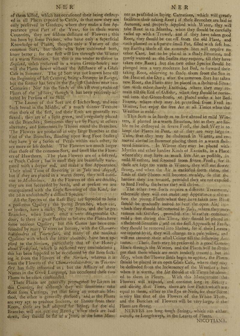 of them killed, which has occasioned their being deftroy- ed in all Places c'xpofed to Cattle, fo that now they are only prefcrved in Gardens, where they make a fine Ap¬ pearance great Part of the Year, for in thofe warm Countries, they are feldom deftitute of Flowers ; this has been by Some Perfons, who have only a Superficial Knowledge of Plant's, thought only a Variety of the common Sort, but thole who have cultivated both, know better ; for the firft will live through the Winter in a warm Situation, but this is too tender to thrive in England, unlefs prefcrved in a warm Green-houfe ; nor will the Plants flower without the Aftiftance of a Glafs Cafe in Summer. The 3d Sort was not known here till the Beginning of laft Century, being a Stranger in Europe, but the former has been in the Englijh Gardens near two Centuries : Nor has the Seeds of the 1 ft ever produced Plants of the 3d Sort, though it has been positively af- lerted by Perfons of no Skill. The Leaves of this Sort are 6 Inches long, and one 'Inch broad in the Middle, of a much thinner Texture than thofe of the firft, and their Ends are generally re¬ flexed ; they are of a light green, and irregularly placed on the Branches; fometimes they are by Pairs, at others alternate, and fometimes by Threes round the Branches. The Flowers are produced in very large Bunches at the End of the Branches, handing upon long Foot Stalks ; they have 3 or 4 Series of Petals within each other, fo are more or lefs double. The Flowers are much larger than thofe of the common Sort, and fmell like the Flow¬ ers of Hawthorn. The plain Flowers are of a foft red, or Peach Colour ; but in mod they are beautifully varie¬ gated with a deeper red, and make a fine Appearance. Their ufual Time of flowering is in July and Augujl, but if they are placed in a warm Stove, they will conti¬ nue to Michaelmas. As the Flowers of this are double, they are not fucceeded by Seeds, and at prefent we are unacquainted with the Angle flowering of this Kind, for the 2d is undoubtedly a diltindt Species. Ail the Species of the Rofe Bay, are fuppofed to have a poifonous Quality ; the young Branches, when cut, or broken, have a milky Sap, or Juice, and the larger Branches, when burnt, emit a very dilagreeable O- dour, fo there is great Realon to believe the Plants have fome noxious Quality ; but this Genus has been con¬ founded by many Writers on Botany, with the Chamcer- hsdodendros of Eournefart, and many of the noxious Qualities with which the latter abounds, have been ap¬ plied to the Nerium, particularly that of the Honey, about Erchfnd, which is reckoned very unwholefome ; this has been fuppofed to be occafioned by the Bees fuck¬ ing it from the Flowers of the Nerium, whereas it is from the Flowers of foe Chaniesrhododendros, as Eourne- fort has fully informed us ; but the Affinity of their Names in the Greek Language, has occafioned thefe two Plants to be often confounded. Thefe Plants are generally propagated by Layers in this Country, for although they will fometimes take Root from Cuttings, yet that being an uncertain Me¬ thod, the other is generally purfued ; and as the Plants are very apt to produce Suckers, or Shoots from their Roots, thofe are be ft adapted for laying, for the old Branches will not put out Roots.; when thefe are laid down, they fhould be flit at' a'Joint, in the fame Man - ner as pra&ifed in laying Carnations, which will greatly facilitate their taking Root; if thefe Branches are laid in Autumn, and propeily fupplied with Water, they will take Root in 12 Months, when they fhould be carefully raifed up with a Trowel, and if they have taken good Root, they fhould be cut off from the old Plant, and each planted in a feparate fmall Pot, filled with foft loa¬ my Earth; thofe of the common Sort will require no other Care, but to be placed in a fhady Situation, and gently watered as the Seafon may require, till they have taken new Root; but the two other Species fhould be plunged into a very moderate hot Bed, to forward their taking Root, obferving to fhade them from the Sun in the Heat of the Day ; after the common Sort has taken new Root, the Plants may be placed in a ftieltercd Situa¬ tion with other hardy Exoticks, where they may re¬ main till the End of Odloher, when they fhould be remo¬ ved into the Green-houfe, or placed under a hot Bed Frame, where they may be prote&ed from Froft in A Vinter, but enjoy the free Air at ail Times when the Wfoather is mild. T his Sort is fo hardy as to live abroad in mild Win¬ ters, if planted in a warm Situation, but as they are lia¬ ble to be deftroyed in fevere Froft, the beft \V'ay is to keep the Plants in Pots,- cr if they are very large in I ubs, that they may be fheltered in Winter, and re¬ moved abroad in Summer placing them in a warm ftiel- tered Situation. In Winter they may be placed with Myrtles and other hardier Kinds oi Exoticks, in a Place where they may have as much free Air as- poflible, in mild Weather, but fereened from fevere Froft; for it thefe are kept too warm in Winter, they will not fiowet ftrong, and when the Air is excluded from them, the Ends of their Shoots will become mouldy, fo that the hardier they are treated, provided they are not cx poled to hard Frofts, the better they will thrive. The other two Sorts require a different Treatment, otherwife they will not make any Appearance ; there¬ fore the young Plants when' they lrave taken new Root fhould be gradually inured to bear the open Air, into which they fhould be: removed in July, vvhere they may remain till Ofiobcr, provided the Weather continue, mild ; but during this Time, they fhould be placed in a fheltered Situation ; and on the firft Approach of Froft,. they fhould be removed into Shelter, for if their Leave* are injured by it, they will change to a pale yellow, and will not recover their ufual Colour till the following Au¬ tumn. Thefe Sorts may be preferved in a good Greeir- Floufe through the Winter, and the Plants wiil be ftresi- ger than thofe which are more tenderly treated ; but in May, when the Flower Buds begin to appear, the Plants fhould be placed in an open Glafs Cafe, where they may < be defended from the Inclemency of the Weather; but when it is warm, the Air fhould at all Times be admir¬ ed to them in Plenty. With this Management the Flowers will expand, and continue long m Beauty; and during that Time, there.are few Plants which aie equal to them, either to the Eye or Nofe, for their Scent is very like that of the Flowers of the White Thotn, and the Bunches of Flowers will be very large, if the Plants are ftrong. NERVES are long tough Strings, which run either a-ciofs, oc Lengthways, in the Leaves of Plants. NICOTIAN A.