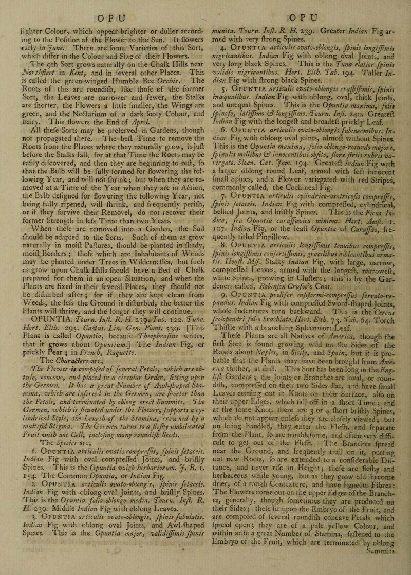 lighter Colour, which appear brighter or duller accord¬ ing to the Pofition of the Flower to the Sun. It flowers early in June. There are fome Varieties of this Sort, which differ in the Colour and Size of their Flowers. The gth Sort grows naturally on the Chalk Hills near Northfieet in Kent, and in feveral other Places. This is called the green-winged Humble Bee Orchis. The Roots of this are roundifh, like thofe of ‘the former Sort, the Leaves are narrower and fewer, the Stalks are fhorter, the Flowers a little irnaller, the Wings are green, and the Nedlarium of a dark footy Colour, and hairy. This flowers the End of April. All thefe Sorts may be preferved in Gardens, though not propagated there. The beft Time to remove the Roots from the Places where they naturally grow, is juft before the Stalks fall, for at that Time the Roots may be eafily aifeovered, and then they are beginning to reft, fo that the Bulb will be fully formed for flowering the fol¬ lowing Year, and will not fhrink ; but when they are re¬ moved at a Time of the Year when they are in Action, the Bulb deflgned for flowering the following Year, not being fully ripened, will fhrink, and frequently perifli, or if they furvive their Removel, do not recover their former Strength in lefs Time than two Years. When thefe are removed into a Garden, the Soil fhould be adapted to the Sorts. Such of them as grow naturally in moifl Paftures, fhould be planted in fhady, moifl.Borders ; thofe which are Inhabitants of Woods may be planted under Trees in Wilderneffes, but fuch as grow upon Chalk Hills fhould have a Bed of Chalk prepared for them in an open Situation, and when the Plants are fixed in their feveral Places, they fhould not be diflurbed after; for if they are kept clean from Weeds, the lefs the Ground is diflurbed, the better the Plants will thrive, and the longer they will continue. OPUNTIA. 1 cum. Inf. R. H. 2^9^ Tab. 122. ‘Tuna. Hcrt. Eltb. 295. Callus. Lin. Gen. Plant. <539. [ Phis Plant is called Opuntia, becaufe Theophrafus writes, that it grows about Opuntium.~\ The Indian Fig, or prickly Pear ; in French, Raquette. The Characters are. The Flower it compofed of feveral Petals, which are ob- tufe, concave, and placed in a circular Order, fitting upon the Gerrnen. It has a great Number oj Avjl-jhapcd Sta¬ mina, which are inferted in the Gerrnen, are fhorter than the Petals, and terminated by oblong creel Summits. I he Gerrnen, which is ftuated under the Flower, fupports a cy¬ lindrical Style, the Length of the Stamina, crowned by a multi fid Stigma. The Gerrnen turns to a flejhy umbilicated Fruit with one Cell, inciofng many roiindifb Seeds. The Species are, 1. Opuntia articulis ovatis compreffs, fpinis fetaceis. Indian Fig with oval comprefTed Joints, and briflly Spines. This is the Opuntia vulgo herbariorum. J. B. 1. J54. The Common Opuntia, or Indian Fig. 2. Opuntia articulis ovato-oblong's, fpinis fetaceis. Indian Fig with oblong oval Joints, and briflly Spines. This is the Opuntia folio oblon^o media. Tourn. Infl. R. H- 239. Middle Indian Fig with oblong Leaves. 3. Opuntia articulis ovato-oblongis, fpinis fubulatis. Indian Fig with oblong oval Joints, and Awl-fhaped Spines. This is the Opuntia major, validijfimis fpinis munita. Tourn. Inf. R. H. 239. Greater Indian Fig ar¬ med with very flrong Spines. 4. Opuntia articulis ovato-oblongis, fpinis longiff mis nigricantibus. Indian Fig with oblong oval Joints, and very long black Spines. This is the Tuna elatior fpinis validis nigricantibus. Hart. Elth. Tab. 194. Taller In¬ dian Fig with flrong black Spines. 5. Opuntia articulis ovato-oblongis crajpfftmis, fpinis ineequalibus. Indian Fig with oblong, oval, thick Joints, and unequal Spines. This is the Opuntia maxima, folit fpinofo, latiffimo L? longiff mo. Tourn. Infl. 240. Greateft Indian Fig with the longeft and broadeft prickly Leaf. 6. Opuntia articulis ovato-oblongis fubinermibus. In¬ dian Fig with oblong oval joints, almofl without Spines. This is the Opuntia maxima, folio oblongo-rotundo majore, fpinulis mollibus & innocentlbus obfito, flore friis rubris va- riegato. Sloan. Cat. Jam. 194. Greatefl Indian Fig with a larger oblong round Leaf, armed with foft innocent fmall Spines, and a Flower variegated with red Stripes, commonly called, the Cochineal Fig. 7. Opuntia articulis cylindrico-ventricofis compreffs, fpinis fetaceis. Indian Fig with comprefled, cylindrical, bellied Joint*, and briflly Spines. This is the Ficus In- dica, feu Opuntia cwaffavica minima. Hort. Amf. 1. 107. Indian Fig, or the leafl Opuntia of Curaffao, fre¬ quently titled Pinpillow. 8. Opuntia articulis longiffmis tenuibus compreffs, fpinis longiff mis confer tiffimis, gtacilibus albicantibus arma- tis. Houfi. Mjf. Stalky Indian Fig, with large, narrow, comprefled Leaves, armed with the longed, narrowed, white Spines, growing in Cluders; this is by the Gar¬ deners called, Robinjon Crufoe's, Coat. 9. Opuntia prolifer cnfformi-compreffus ferraio-re- pandus. Indian Fig with comprefled Sword-fhaped Joints, whofe Indentures turn backward. This is the Cereus fcolopendri folio brachiato. Hort. Elth. 73. Tab. 64. Torch Thiflle with a branching Spleenwort Leaf. Thefe Plants are all Natives of America, though the firfl Sort is found growing wild on the Sides of the Roads about Naples, in Sicily, and Spain, but it is pro¬ bable that the Plants may have been brought from Ame¬ rica thither, at firfl. This Sort has been long in the Eng- Ufa Gardens ; the Joints or Branches are oval, or roun- dhh, comprefled on their two Sides flat, and have fmall Leaves coming out in Knots on their Surface, alfo on their upper Edges, which fall off in a fhort Time ; and at the fame Knots there are 3 or 4 fhort briflly Spines, which do not appear unlefs they are clofely viewed ; but on being handled, they .enter the Flefh, and feparate from the Plant, fo are troublefome, and often very diffi¬ cult to get out of the Fiefh. The Branches fpread near the Ground, and frequently trail on it, putting out new Roots, fo are extended to a confiderabie Dis¬ tance, and never rife in Height; thefe are flefhy and herbaceous while young, but as they grow cld become drier, of a tough Contexture, and have ligneous Fibres: The Flowers come out on the upper Edges of the Branch¬ es, generally, though fometimes they are produced on their Sides ; thefe fit upon the Embryo of the Fruit, and are compofed of feveral roundifh concave Petals which fpread open; they are of a pale yellow Colour, and within arife a great Number of Stamina, faflened to the Embryo of the Fruit, which are terminated by oblong Summits