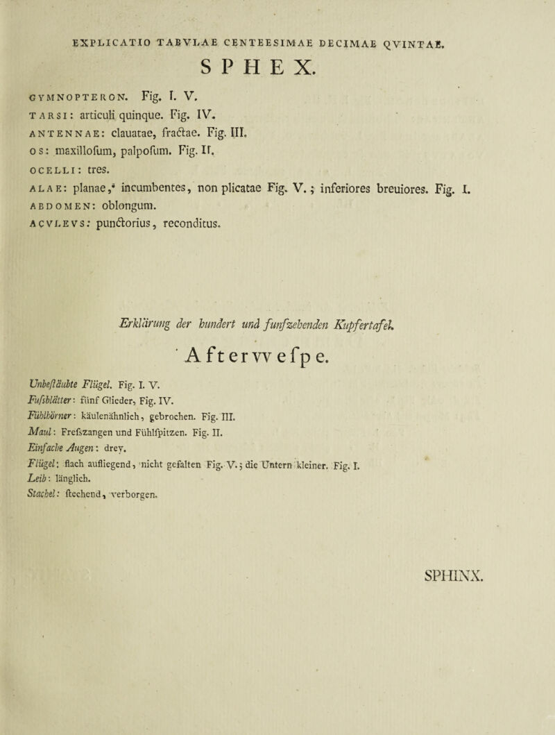 S P H E X. GYMNOPTERON. Fig* I. V. TARSi: articuli quinque. Fig. IV. antennae: clauatae, fraClae. Fig. IIL 0 s: maxillofum, palpofum. Fig. ir, ocelli: tres. alae: planae,® incumbentes, non plicatae Fig. V.; inferiores breuiores. Fig. 1. abdomen: oblongum. ACVLEVs; pundforius, reconditus. Erklärung der hundert und funfzehenden Kupfertafel. A ft er vv efp e. Unbeßäuhte Flügel. Fig. I. V. Fufsblätter: fünf Glieder, Fig. IV. Fühlhörner: käulenähnlich, gebrochen. Fig. III. Maul: Frefszangen imd Fühlfpitzen. Fig. II. Einfache jungen: drey. Flügel: flach aufliegend, ^nicht gefallen Fig. V.5 die Untern kleiner. Fig. I. Leib: länglich. Stachel: ftechend, verborgen. SPHINX.