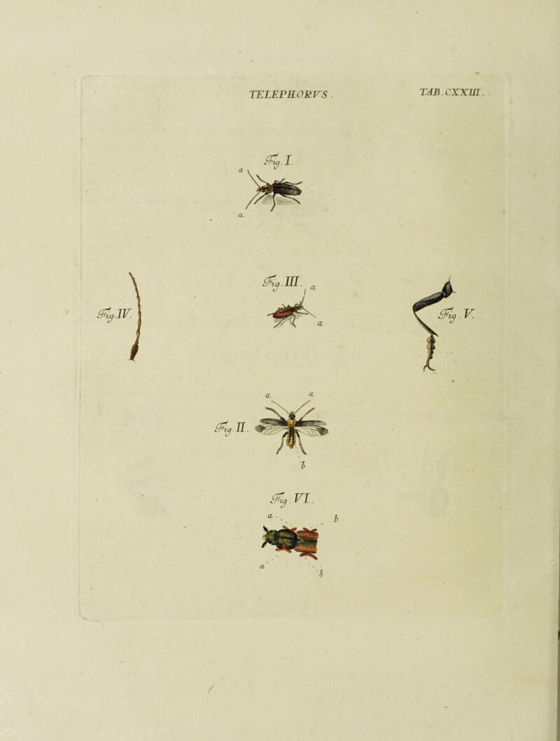 TKLEFKORVS . TAB.CXXm. .