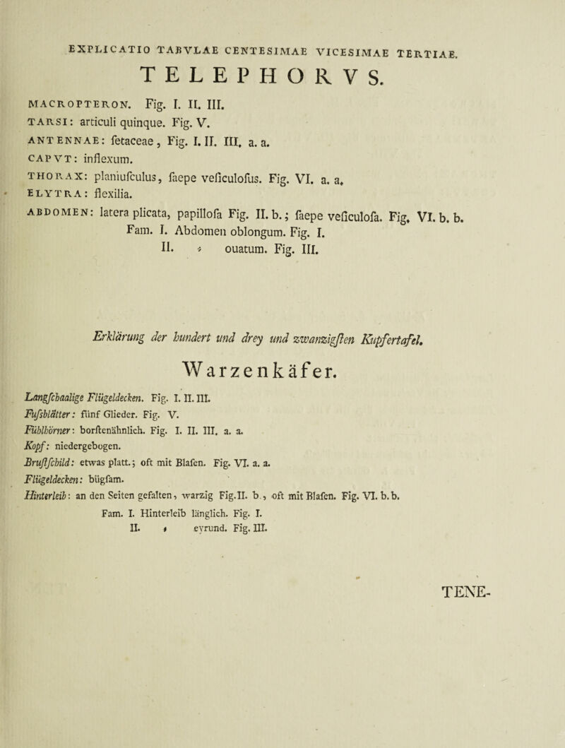 TELEPHORVS. MACROPTERON. Fig. I. II. III. TARSI: articuli quinque. Fig. V. ANTENNAE: fetaceae, Fig. I. II. III, a. a. CAPVT: inflexum. THORAX: planiufculus, faepe veficulofus. Fig. VI. a. a, ELYTPvA: flexilia. abdomen: latera plicata, papillofa Fig. II. b.; faepe veficulofa. Fig, Vl. b. b. Fam. I. Abdomen oblongum. Fig. I. 11. •; ouatum. Fig. III. Erklärung der hundert und drey und zwanzigßen Kupfertafeh Warzenkäfer. 0 Lan^chaalige Flügeldecken. Fig. 1.11. III. Fufshlätter: fünf Glieder. Fig. V. Fühlhörner: borftenähnlich. Fig. 1. II. III. a. a. Kopf: niedergebügen. Brußfchild: etwas platt. ; oft mit Blafen. Fig. VI. a. a. Flügeldecken: bügfam. Hinterleib: an den Seiten gefallen, warzig Fig.II. b., oft mit Blafen. Fig. VI. b.b. Fam. I. Hinterleib länglich. Fig. I. II. * eyrund. Fig. III.