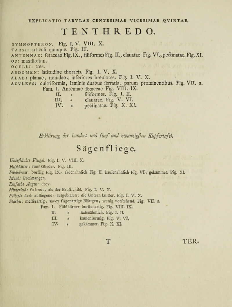 TENTHREDO. G Y M N O P T E R O N. Fig* L V. VIII. X. TARSi: articuli quinque. Fig. III. A N T E N N A E: fetaccae Fig. IX,, filiformes Fig, IL, clauatae Fig. VI., pe(5linatae. Fig. XI. os: maxillofura. ocelli: tres. abdomen: latitudine thoracis. Fig. I. V. X. alae; planae, tumidae; inferiores breuiores. Fig. I. V. X^ AcvLEvs: cultriformis, laminis duabus ferratis, parum prominentibus. Fig. VII. a. Fam. I. Antennae fetaceae Fig. VIII. IX. II. f filiformes. Fig. I. II. III. « clauatae. Fig. V. VI. IV. « pedlinatae. Fig. X. Xf. Erklärung der hundert und fünf und zwänzigflen KupfertafeL S ä g e n f 1 i e g e. Unheßäuhte Flügel Fig. I. V. VIII. X. Fufshlätter: fünf Glieder. Fig. III. Fühlhörner: boribg Fig. IX., fadenähnlich Fig. II. käulenähnlich Fig. VT., gekämmet. Fig. XI. Maul: Frefszangen. Emfacbe jungen: drey. Hinterleib: fo breit, als der Briiflfchild. Fig. I. V. X. Flügel: flach allfliegend, anfgeblafen; die Untern kürzer. Fig. I. V. X. Stachel: mefferartig, zwey fägenartige Blättgen, wenig vorftehend. Fig. VII. s. Fam. I. Fühlhörner borflenartig. Fig. VIII. IX. II. i fadenähnlich. Fig. I. II. III. # käulenförmig. Fig. V. VI* IV. i gekämmet. Fig. X. XI.