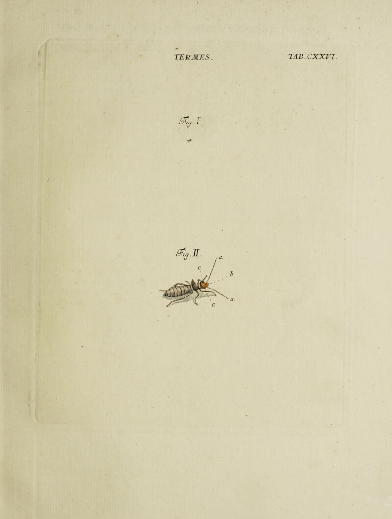m 1 TERMINS. TAB. CXXIT. l