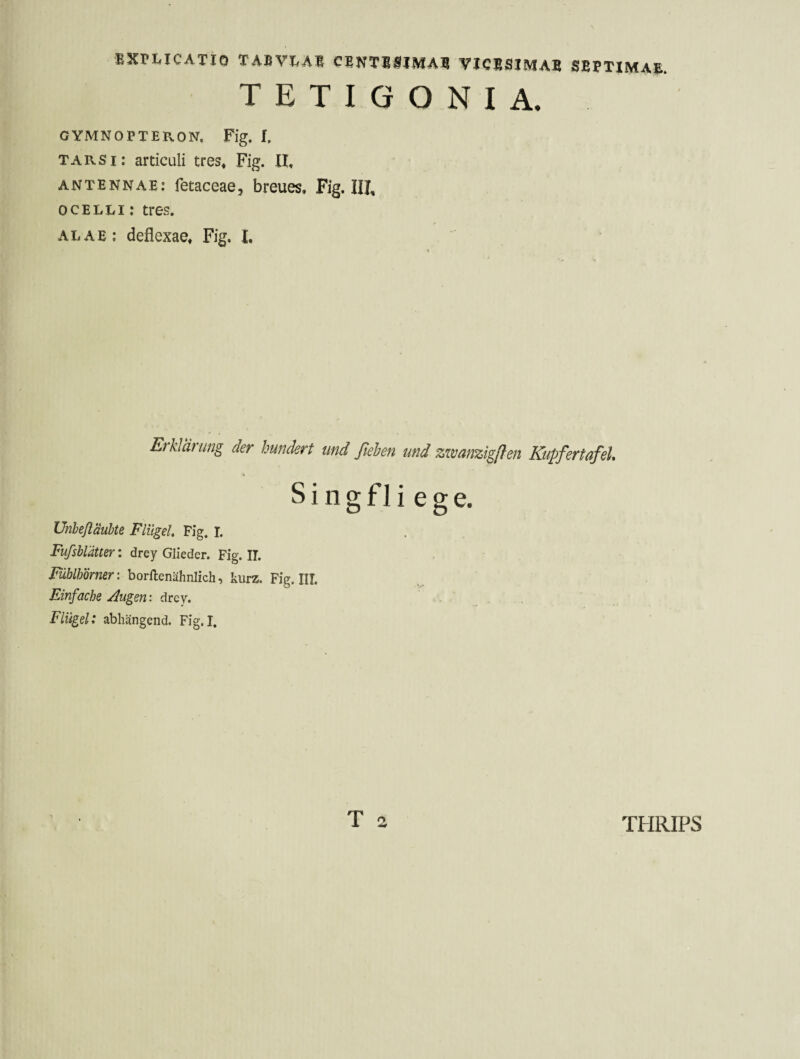 T E T I G O N I A. GYMNOPTERON, Fig. f. TARSI: articuli tres^ Fig. II, antennae: fetaceae, breues, Fig. III, ocelli: tres. ALAE: deflexae, Fig. I. Erklärung der hundert und flehen und zzvanzigflen Kupfertafel S i n g f I i e g e. Unbeßäuhte Flügel Fig. I. Fufshlätter: drey Glieder. Fig. II. FMömer: borllenähnlich, kurz, Fig. III. Einfache Augen', drey. - ... Flügel: abhängend. Fig. I. THRIPS