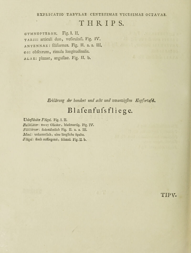T H R I P S. gymnopteron. Fig. I. IL TARSi: articuli duo, veficulofi. Fig. IV. antennae: filiformes. Fig. II. a. a. Illt os: obfcurum, rimula longitudinalis. alae: planae, angufcae. Fig. II. b. ErkVdnmg der hundert und acht und zwanzlgßen Kupfertafd. Blafenfufs fliege. XJnheßäubte Flügel. Fig. I. II. ■Fufsblätter: zwey Glieder, blafenartig. Fig. IV. Fühlkbrner'. fadenähnlicli Fig. II. a. a. III, Maul: unkenntlich, eine längliche Spalte. Flügel: flach aufiiegend, fchmal. Fig. U. b. TIPV-