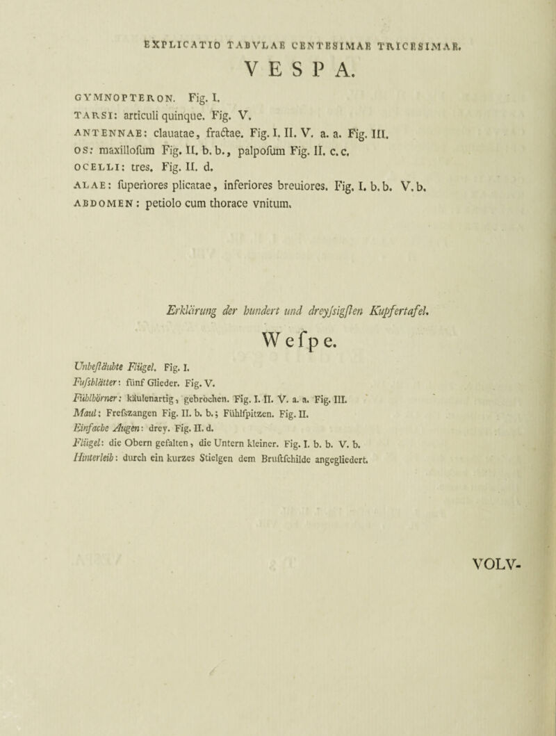 VESPA. GYMNOPTERON. Fig. I. TARSI: articuli quinque. Fig. V. ANTENNAE: clauatae, fradae. Fig. I. II. V. a. a. Fig. III, OS; maxillofura Fig. II. b. b., palpofum Fig. II. c.c, ocelli: tres. Fig. II. d. alae: fuperiores plicatae, inferiores breuiores. Fig, I. b.b. V.b, ABDOMEN : petiolo cum thorace vnitum. Erklärung der hundert und dreyjsigßen KupfertafeL W e fp e. Unbeßmibte Flügel, Fig. I. Fufsblätter: fünf Glieder. Fig.V. Fühlhörner: käulenartig, gebrochen. Fig. I. II. V. a. a. Fig. IIL Maul: Frefszangen Fig. II. b. b.; Fühlfpitzen. Fig. II. Einfache Augen: drey. Fig. II. d. F'lügel: die Obern gefallen, die Untern kleiner. Fig. I. b. b. V. b. Hinterleib: durch ein kurzes Stielgen dem Bruftfchilde angegliedert. VOLV-