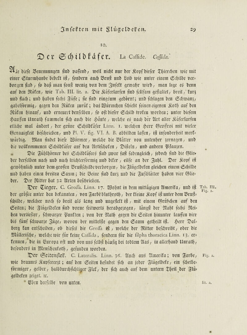 10. © cv ©d)ilbfi5fct*. La Caffide. CaJJidcu 21 Je tiefe 23eitcnmwgen (int paifent, weit nid)t nur ter $opf tiefer Jtiercten wie mit einer oturmfjauOe teteft i|f, fonterit au cf) 23rtt|i unt Seit wie unter einem 6ct)ilte rer* fcorgctt jtut, fo taff mau fonjf wenig non tem 3fnfeft gewähr Wirt/ man (ege eß temt auf teu Stufen/ wie Tab. III. lit. a. Sie Äafertarfen ftnt fettfam geffaltet, fcreit/furj unt ftadj; unt taten fectß $uffe; jie (int rittgßum getornt; unt fd)lagen ten öctwanv gabelförmig/ gegen ten Stufen juruf; haß SBürmdjen fd)iett feinen eigenen $ott auf ten Stufen hinauf/ unt erneuert henfelben / fo oft tiefer 6chilh trofen Worten; unter tiefem £aujfen Unratt) fammetn fiel) auct) tie -pautc, welche eß ttad) ter 5trt aller Äaferlarfen etliche mal dntert, ter grüne 6d)ilhfdfer Linn. 1. welchen £>crr ©eoffrot mit Pieter ©enauigfeit befehdeten/ unt Pl. V. %. VI. A. B. adulten taffen; iü infonherteit merf* wiirtig. SOtait nutet tiefe SBürmer, welche tie Blatter von untenher zernagen, unt tie PoUfommenen 6d)iltfafer auf ten 3trtifct)0fen , Sifleltt/ unt antern $fan;en. Sie Fühlhörner teß 6d)iltfaferß ftnt jwar fafi fatengteicl) / retoct) (tut tie ©tie« ter tcrfelöen nadj unt nach trichterförmig unt tifer, eilfe an ter 3nül- £er tfopf tff gewofjnlid) unter tem greifen 23ru|ffchilte oerborgen / tie^tügeltefengteidjen einem cctjilte unt taten einen (weiten (Saunt; tie teilte ftnt für; unt tie gufstldtter taten Pier ©lie= ter. Ser Sfitter tat 32 ttrten tefetrieteu. Swr (Ttegicr. C. Groila. Linn. 17. 5Bof)nt in tem mittägigen Stmerifa/ unt tff T?b. ni. ter grofttc unter teu befanden/ Pon Färbt btuttrott/ ter Heine $opf iff unter tem 25rujL fd)ilte/ weteter nod) fo hreit atß lang unt ungefleft if?, mit einem ©rübeten auf ten (Seiten; tie ^tugettefen gut Ponte feitwertß teratgejogen/ langfl ter Statt fechß Stci* ten vertiefter / fd)war;er fünften ; pou ter Statt gegen tie (Seiten tinunter tauffeu Pier biß fünf fetwarje 3üge/ woton ter mittelfte gegen ten 6aum getteilt iff. £err Sab herg fan eutfeteiten, ot tiefeß tie Grofla itf / wetdje ter Stifter tefetreitt/ oter tie SOtultcrifcte t wetete wir für feine CaiTida, fontern für tie filpha thoracica Linn. 13. er? fettuen/ tie in ©uropa oft unt pou miß fcltjjt häufig tei tottem Slaß/ inallertant Unratt/ befottherß in SStenfctcufott / gefunteu Worten. iDer 0cifc)tfle0. c. Lateralis. Linn. 36. $tudj auß Slmerifa; Pott Farbe/ FiS. 2. wie brauneß Äupfercrjt; auf ten (Seiten tefintet ftd) an jeter Flügeltefe, ein fdwite* förmiger/ gelter/ tatbturd)|td)tiaer Flef/ ter ftd) auct auf tem untern Steil .ter Ff»5 <jcltcfcn zeiget. :c. ©ten herfette ton unten. lit. .1.