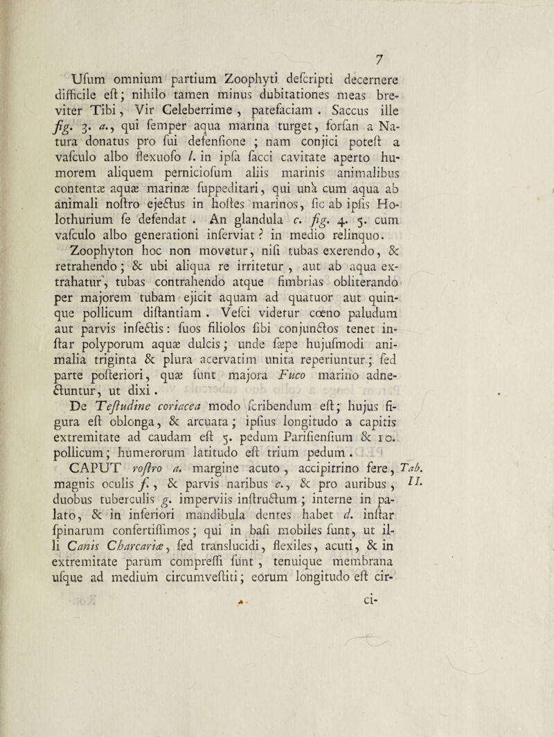 Ufum omnium partium Zoophyti, defcripti decernere difficile eft; nihilo tamen minus dubitationes meas bre¬ viter Tibi, Vir Celeberrime , patefaciam . Saccus ille jig, 3. a,^ qui femper aqua marina turget, forfan a Na¬ tura donatus pro fui defenfione ; nam conjici poteft a vafculo albo flexuofo /. in ipfa facci cavitate aperto hu¬ morem aliquem perniciofum aliis marinis animalibus contentiE aqu$ marina fuppeditari, qui una cum aqua ab animali noftro eje61:us in holles marinos, fic ab ipfis Ho- lothurium fe defendat . An glandula r. fig, 4. 5. cum vafculo albo generationi inferviat ? in medio relinquo. Zoophyton hoc non movetur, nifi tubas exerendo, & retrahendo; & ubi aliqua re irritetur , aut ab aqua ex¬ trahatur', tubas contrahendo atque fimbrias obliterando per majorem tubam ejicit aquam ad quatuor aut quin¬ que pollicum diftantiam . Vefci videtur coeno paludum aut parvis infe61is: fuos filiolos fibi conjunctos tenet in- flar polyporum aqu^ dulcis; unde fspe hujufmodi ani¬ malia triginta & plura acervatim unita reperiuntur; fed parte pofleriori, qu^ funt majora Fuco marino adne- Ctuntur, ut dixi. De Teftudine coriacea modo fcribendum eft;' hujus fi¬ gura efl: oblonga, & arcuata; ipfius longitudo a capitis extremitate ad caudam eft 5. pedum Parifienfium & 10. pollicum; humerorum latitudo eft trium pedum . CAPUT roftro a, margine acuto, accipitrino fere, magnis oculis jC , & parvis naribus c., & pro auribus, duobus tuberculis g. imperviis inftruCtum ; interne in pa¬ lato, & in inferiori mandibula dentes habet d. inftar fpinarum confertiffimos; qui in bafi mobiles funt, ut il¬ li Canis Charcarice, fed translucidi, flexiles, acuti, & in extremitate parum compreffi funt , tenuique membrana ufque ad medium circumveftiti; eorum longitudo eft cir¬ ci