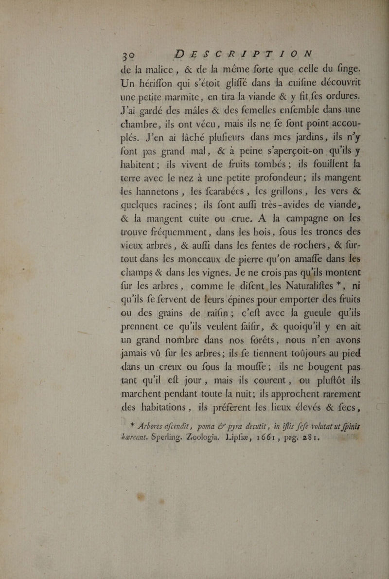 de la malice , & de la meme forte que celle du finge. Un hériflon qui s’étoit gliffé dans la cuifine découvrit une petite marmite, en tira la viande & y fit fes ordures. J ai gardé des mâles Si des femelles enfemble dans une chambre, ils ont vécu, mais ils ne fe font point accou¬ plés. J’en ai lâché plufieurs dans mes jardins, iis n’y font pas grand mal, Si à peine s aperçoit-on qu’ils y habitent ; ils vivent de fruits tombés ; ils fouillent la terre avec le nez à une petite profondeur; ils mangent les hannetons , les fcarabées , les grillons, les vers Si quelques racines; ils font aulfi très-avides de viande. Si la mangent cuite ou crue. A la campagne on les trouve fréquemment, dans les bois, fous les troncs des vieux arbres, Si auffi dans les fentes de rochers, Si fur- tout dans les monceaux de pierre qu’on amaffe dans les champs Si dans les vignes. Je ne crois pas qu’ils montent fur les arbres, comme le difent les Naturalises*, ni qu’ils fe fervent de leurs épines pour emporter des fruits ou des grains de raifin ; c’eft avec la gueule qu’ils prennent ce qu’ils veulent failir. Si quoiqu’il y en ait un grand nombre dans nos forêts, nous n’en avons jamais vû fur les arbres ; ils fe tiennent toujours au pied dans un creux ou fous la moufle ; ils ne bougent pas tant qu’il eft jour , mais ils courent, ou pluflôt iis marchent pendant toute la nuit; ils approchent rarement des habitations, ils préfèrent les lieux élevés Si fecs, * Arbores afcendit, porna & pyra de cuti t, in ijlis fefe volutat ut fpinis hæreant. Sperling. Zoologia. Upiiæ, 16 61 , pag. 281.