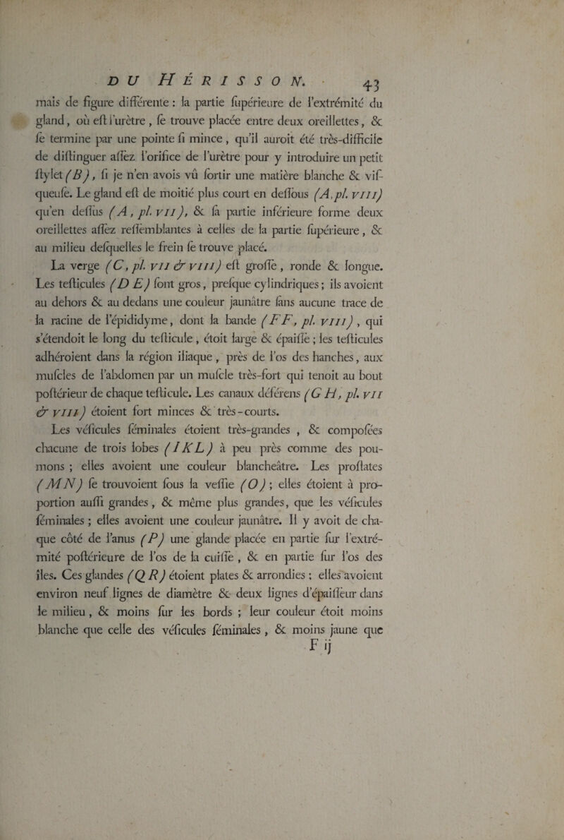 mais cîe figure différente : la partie fupérieure de 1 extrémité du gland, où efiiurètre , le trouve placée entre deux oreillettes, 8c le termine par une pointe fi mince, qu’il auroit été très-difficile de diftinguer allez l’orifice de l’urètre pour y introduire un petit ftylet (B), fi je n’en avois vu fortir une matière blanche 8c vifi queufe. Le gland eft de moitié plus court en défions (A,pi. vm) qu’en defius ( A, pl vu), 8c là partie inférieure forme deux oreillettes afièz refièmblantes à celles de la partie fupérieure, & au milieu delqueiies le frein le trouve placé. La verge (C, pl. vu & vm) efi grofiè , ronde 8c longue. Les tefticules (D E) font gros, prefque cylindriques ; ils avoient au dehors 8c au dedans une couieur jaunâtre lans aucune trace de la racine de lepididyme, dont la bande ( FF, pl vm) , qui s etendoit le long du tellicule , étoit large & épaifiè ; les tefticules adhéraient dans la région iliaque , près de l’os des hanches, aux mufcles de l’abdomen par un mulcle très-fort qui tenoit au bout poftérieur de chaque tefticuie. Les canaux déférens (G Fl, pl vu & vm) étaient fort minces & 'très-courts. Les véficules feminales étaient très-grandes , 8c compolees chacune de trois lobes ( I KL) à peu près comme des pou¬ mons ; elles avoient une couleur blancheâtre. Les proftates (MN) le trouvoient lous la veffie (O) ; elles étaient à pro¬ portion auffi grandes, 8c même plus grandes, que les véficules feminales ; elles avoient une couleur jaunâtre. Il y avoit de cha¬ que côté de l’anus (P) une glande placée en partie fur l'extré¬ mité poftérieure de l’os de la cuifte , 8c en partie fur l’os des îles. Ces glandes (QR) étaient plates 8c arrondies ; elles avoient environ neuf lignes de diamètre 8c deux lignes depaifteur dans le milieu , 8c moins fur les bords ; leur couleur étoit moins blanche que celle des véficules /eminales , 8c moins jaune que F,j