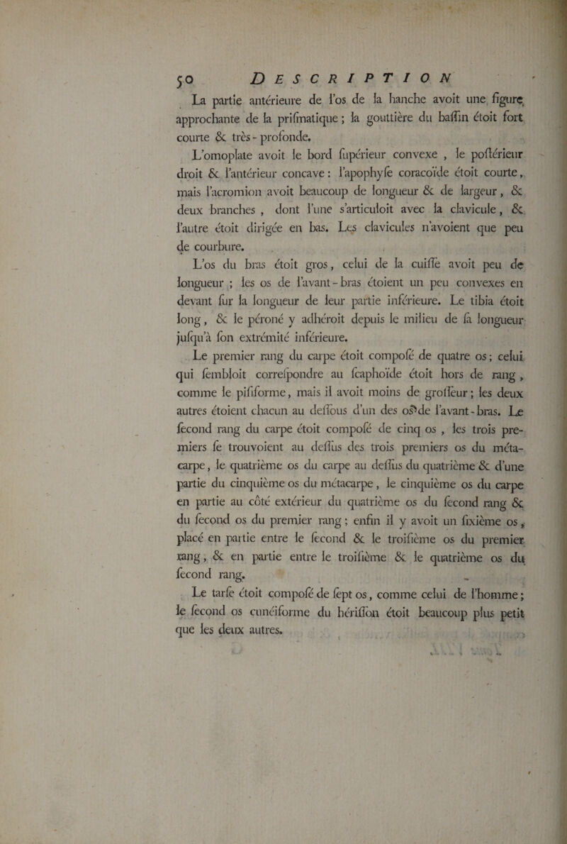 La partie antérieure de i’os de la hanche avoit une. figure approchante de la prifmatique ; la gouttière du balîin étoit fort courte dé très - profonde, Lomoplate avoit le bord fupérieur convexe , le poflérieur droit dé l’antérieur concave : i’apophyfe coracoïde étoit courte, mais l’açromion avoit beaucoup de longueur de de largeur, de deux branches , dont l’une s’articuloit avec la clavicule, de l’autre étoit dirigée en bas. Les clavicules n’avoient que peu de courbure. L’os du bras étoit gros, celui de la cuiiïè avoit peu de longueur ; les os de l’avant-bras étoient un peu convexes en devant fur la longueur de leur partie inférieure. Le tibia étoit long, dé le péroné y adhéroit depuis le milieu de là longueur jufqua Ion extrémité inférieure. Le premier rang du carpe étoit compole de quatre os ; celui qui lèmbloit correspondre au Icaphoïde étoit hors de rang , comme le pififorme, mais il avoit moins de grollèur ; les deux autres étoient chacun au delfous d’un des osVle l’avant-bras. Le fécond rang du carpe étoit compofé de cinq os , les trois pre¬ miers le trouvoient au delîus des trois premiers os du méta¬ carpe, le quatrième os du carpe au delîus du quatrième & d’une partie du cinquième os du métacarpe, le cinquième os du carpe en partie au côté extérieur du quatrième os du lècond rang de du fécond os du premier rang ; enfin il y avoit un fixième os, placé en partie entre le fécond dé le troifième os du premier rang, dé en partie entre le troilième dé le quatrième os du fécond rang. Le tarie étoit compole de lept os, comme celui de l’homme ; le lècond os cunéiforme du bériflon étoit beaucoup plus petit que les deux autres.