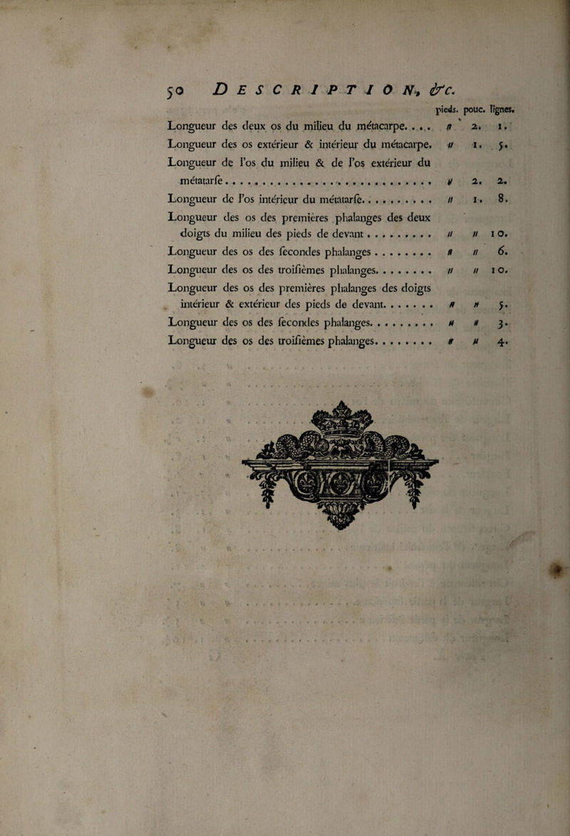 jo Description'» ire. pieds, pouc. lignes. Longueur des deux os du milieu du métacarpe. ... n 2. 1. Longueur des os extérieur & intérieur du métacarpe. // 1. 5. Longueur de l’os du milieu & de l’os extérieur du métatarfe. y 2. 2. Longueur de l’os intérieur du métatarfe. // 1. 8. Longueur des os des premières phalanges des deux doigts du milieu des pieds de devant. // // 10. Longueur des os des fécondés phalanges. /? // 6. Longueur des os des troifièmes phalanges. // // 10. Longueur des os des premières phalanges des doigts intérieur & extérieur des pieds de devant. .. h m Longueur des os des fécondés phalanges. h « 3. Longueur des os des troifièmes phalanges. tu y 4.