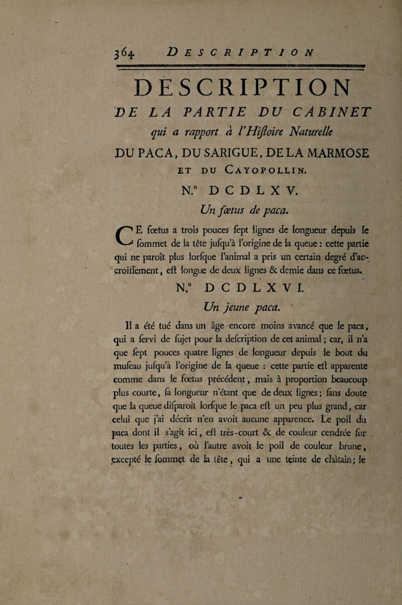 DESCRIPTION DE LA PARTIE DU CABINET qui a rapport à VHiftoire Naturelle DU PACA, DU SARIGUE, DE LA MARMOSE ET DU CAYOPOLLIN. N.° D C D L X Y. Un fœtus de paca. CE fœtus a trois pouces fept lignes de longueur depuis le fommet de la tête julqu a l’origine de la queue : cette partie qui ne paroît plus lorfque l’animal a pris un certain degré d’ac- croiiïement, elt longue de deux lignes & demie dans ce fœtus. N.° D C D L X V I. Un jeune paca. lia été tué dans un âge encore moins avancé que le paca, qui a lervi de fujet pour la defcription de cet animal ; car, il n a que lèpt pouces quatre lignes de longueur depuis le bout du rouleau jufqu’à l’origine de la queue : cette partie elt apparente comme dans le fœtus précédent, mais à proportion beaucoup plus courte, là longueur n étant que de deux lignes ; làns doute que la queue difparoit lorlque le paca elt un peu plus grand, car celui que j’ai décrit n’en avoit aucune apparence. Le poil du paca dont il s’agit ici, elt très-court & de couleur cendrée lur toutes les parties, où l’autre avoit le poil de couleur brune, excepté le fommet de la tête, qui a une teinte de châtain ; le