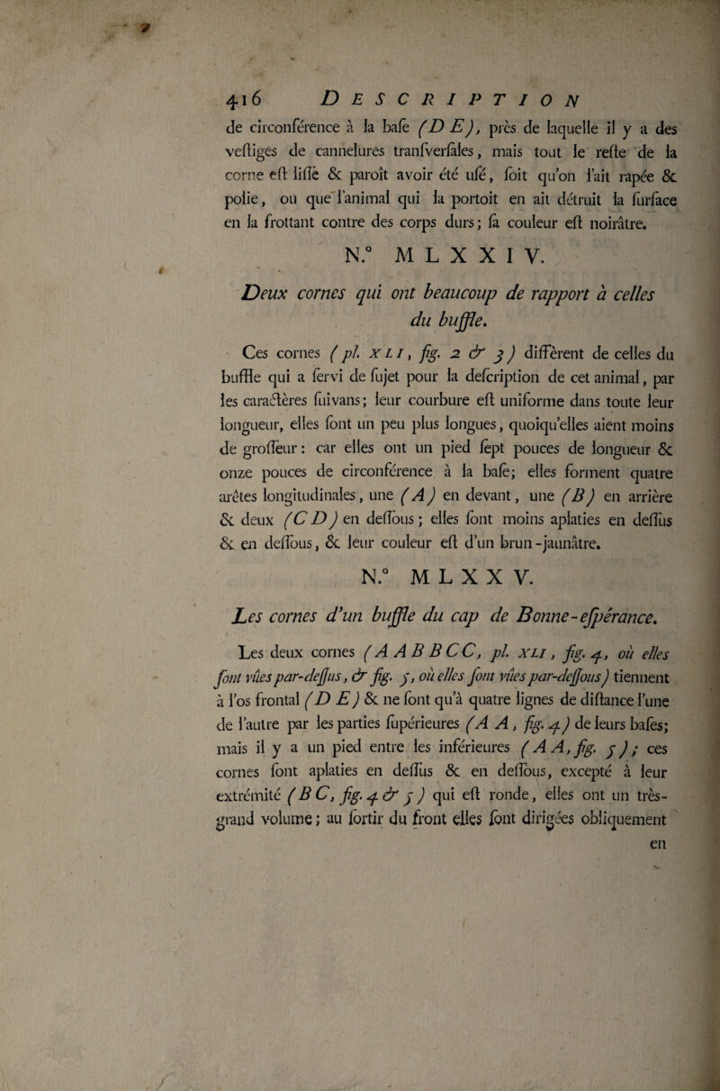 4i 6 Description de circonférence à la bafè (DE), près de laquelle il y a des vefiges de cannelures tranfverfàles, mais tout le refte de la corne eft Me 5c paroît avoir été ufé, foit qu’on l’ait râpée 5c polie, ou que l'animal qui la portoit en ait détruit la furface en la frottant contre des corps durs; là couleur eft noirâtre. N.° M L X X I V. Deux cornes qui ont beaucoup de rapport a celles du buffle, Ces cornes (pl x L i, fig. 2. & 3 ) diffèrent de celles du buffle qui a fèrvi de fujet pour la defcription de cet animal, par les caractères fuivans ; leur courbure eft uniforme dans toute leur longueur, elles font un peu plus longues, quoiqu’elles aient moins de groflèur : car elles ont un pied lèpt pouces de longueur 5c onze pouces de circonférence à la baie ; elles forment quatre arêtes longitudinales, une (A) en devant, une (B) en arrière 5c deux (C D ) en défions ; elles font moins aplaties en deffus 5c en defîbus, 5c leur couleur eft d’un brun -jaunâtre. N.° M L X X V. Les cornes d'un buffle du cap de Bonne-efpérance, Les deux cornes ( A A B B CC, pl xli , fig. ^, ou elles font vues par-de fus, & fig. j, ou elles font vîtes par-defious) tiennent à l’os frontal (D E) 5c ne font qu’à quatre lignes de diftance l’une de l’autre par les parties fupérieures (A A , fig. q.) de leurs bafes; mais il y a un pied entre les inférieures ( A A, fig. j) ; ces cornes font aplaties en deffus 5c en deflous, excepté à leur extrémité ( B C, fig. q & j ) qui eft ronde, elles ont un très- grand volume ; au fortir du front elles font dirigées obliquement en