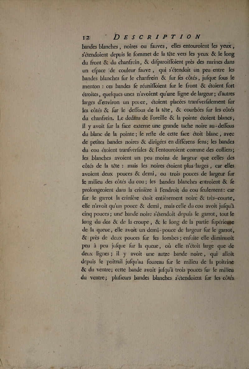 bandes blanches, noires ou fauves, elles entouraient les yeux , setendoient depuis le fommet de la tête vers les yeux & le long du front 8c du chanfrein, & difparoifloient près des narines dans un efpace de couleur fauve , qui setendoit un peu entre les bandes blanches fur le chanfrein & fur lès côtés, julque fous le menton : ces bandes le réuni floient fur le front & étoient fort étroites, quelques unes n’avoient qu’une ligne de largeur; d’autres larges d’environ un pouce, étoient placées tranfverlalement fur les côtés Sc fur le défions de la tête, 8c courbées fur les côtés du chanfrein. Le dedans de l’oreille 8c la pointe étoient blancs, il y avoit fur la face externe une grande tache noire au-deflbus du blanc de la pointe ; le relie de cette face étoit blanc , avec de petites bandes noires 8c dirigées en différens lèns; les bandes du cou étoient tranfverfâles 8c l’entouraient comme des colliers; les blanches avoient un peu moins de largeur que celles des côtés de la tête : mais les noires étoient plus larges , car elles avoient deux pouces 8c demi, ou trois pouces de largeur fur le milieu des côtés du cou ; les bandes blanches entraient 8c le prolongeoient dans la crinière à l’endroit du cou feulement: car fur le garrot la crinière étoit entièrement noire 8c très-courte,, elle navoit qu’un pouce 8c demi, mais celle du cou avoit julqua cinq pouces ; une* bande noire setendoit depuis le garrot, tout le long du dos 8c de la croupe, 8c le long de la partie fupérieure de la queue, elle avoit un demi-pouce de largeur fur le garrot, & près de deux pouces fur les lombes ; en fui te elle diminuoit peu à peu julque fur la queue, où elle n’ctoit large que de deux lignes ; il y avoit une autre bande noire, qui alloit depuis le poitrail julqu’au foureau fur le milieu de la poitrine 8c du ventre; cette bande avoit julqua trois pouces fui le milieu du ventre; plulieurs bandes blanches setendoient fur les côtés