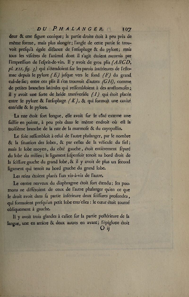 deur & une figure conique; la partie droite étoit à peu près de même forme, mais plus alongée ; l’angle de cette partie fe trou- voit prefqua égale diflance de i’œfophage & du pylore; mais tous les vifcères de l’animal dont il s’agit étoient racornis par l’impreffion de l’efprit-de-vin. U y avoit de gros plis (ABCD, pi. xii, fig. j) qui s’étendoient fur les parois intérieures de l’eflo- mac depuis le pylore (E) jufque vers le fond (F) du grand cul-de-fàc; entre ces plis il s’en trouvoit d’autres (GH), comme de petites branches latérales qui reffèmbloient à des anaftomofès ; il y avoit une forte de bride tranfverfàle ( 1 ) qui étoit placée entre le pylore & l’oefbphage (K), 8c qui formoit une cavité entr’elle 8c le pylore. La rate étoit fort longue, elle avoit fur le côté externe une faillie en pointe, à peu près dans le même endroit où efl la troifième branche de la rate de la marmofê 8c du cayopoilin. Le foie reffembloit à celui de l’autre phalanger, par le nombre 8c la fituation des lobes, 8c par celles de la véllcule du fiel ; mais le lobe moyen, du côté gauche, étoit entièrement féparé du lobe du milieu ; le ligament fufpenfoir tenoit au bord droit de la fcifîuregauche du grand lobe,8c il y avoit de plus un fécond ligament qui tenoit au bord gauche du grand lobe. Les reins étoient placés l’un vis-à-vis de l’autre. Le centre nerveux du diaphragme étoit fort étendu ; les pou¬ mons ne différoient de ceux de l’autre phalanger qu’en ce que le droit avoit dans fa partie inférieure deux fciffures profondes, qui formoient prefqu’un petit lobe entr’elles : le coeur étoit tourné obliquement à gauche. 11 y avoit trois glandes à calice fur la partie poflérieure de la langue, une en arrière 8c deux autres en avant; lepiglotte étoit O ij