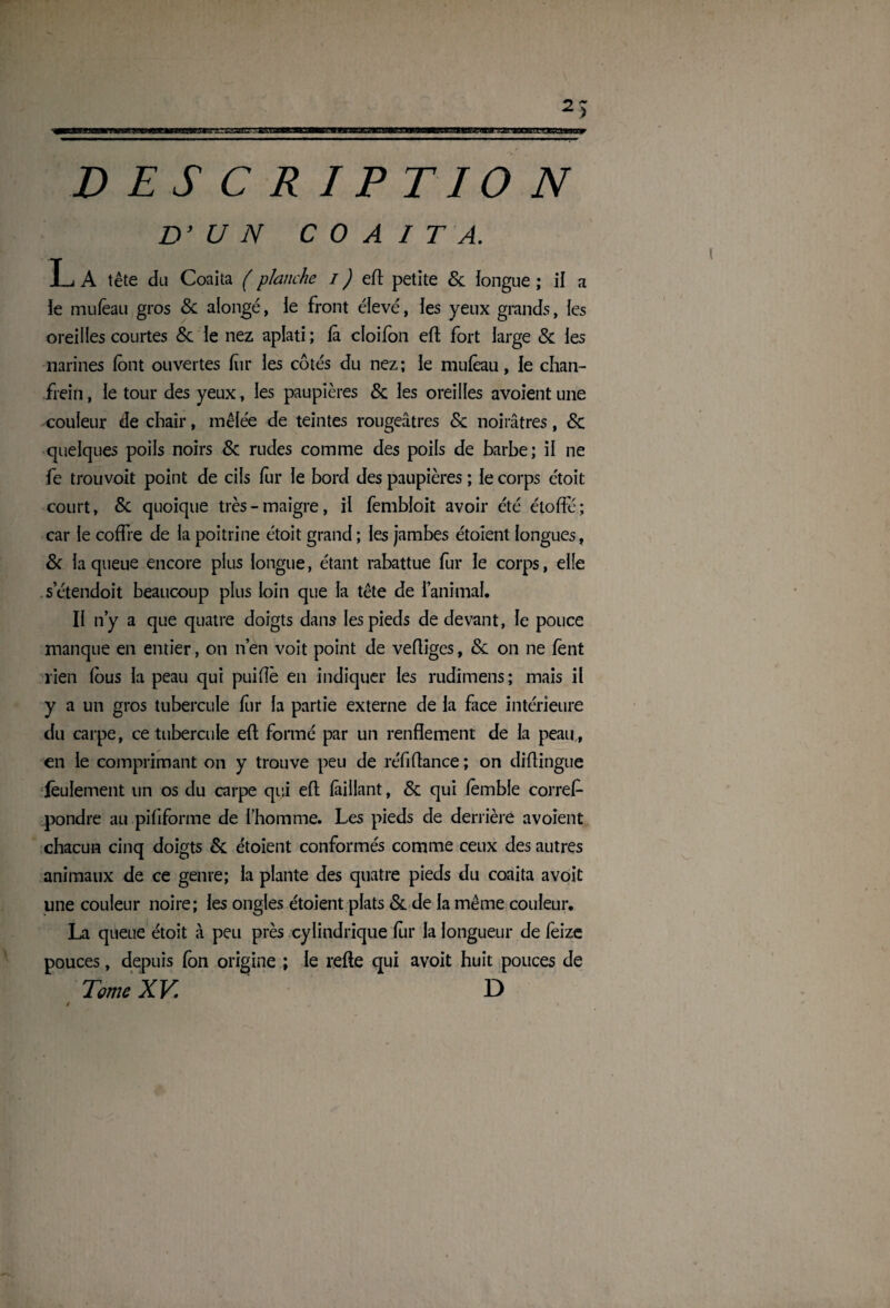 xsessst z: ïi~xzr\tss rua.'maia.aajmum D E S C R IP TIO N D’ V N C 0 A I T A. L A tête du Coaita ( planche i ) eft petite 8c longue ; il a le mufèau gros 8c alongé, le front élevé, les yeux grands, les oreilles courtes 8c le nez aplati ; là cloifon eft fort large & les narines (ont ouvertes fur les côtés du nez; le mufèau, le chan¬ frein , le tour des yeux, les paupières 8c les oreilles avoient une couleur de chair, mêlée de teintes rougeâtres 8c noirâtres, 8c quelques poils noirs 8c rudes comme des poils de barbe; il ne fe trouvoit point de cils fur le bord des paupières ; le corps étoit court, 8c quoique très-maigre, il fembloit avoir été étoffé; car le coffre de la poitrine étoit grand ; les jambes étoient longues, 8c la queue encore plus longue, étant rabattue fur le corps, elle s’étendoit beaucoup plus loin que la tête de l’animal. Il n y a que quatre doigts dans les pieds de devant, le pouce manque en entier, on n’en voit point de vertiges, 8c on ne fent lien fous la peau qui puiflè en indiquer les rudimens; mais il y a un gros tubercule fur la partie externe de la face intérieure du carpe, ce tubercule eft formé par un renflement de la peau , en le comprimant on y trouve peu de réfiftance ; on diftingue feulement un os du carpe qui eft fàillant, 8c qui fèmble corref pondre au pififorme de l’homme. Les pieds de derrière avoient chacun cinq doigts 8c étoient conformés comme ceux des autres animaux de ce genre; la plante des quatre pieds du coaita avoit une couleur noire; les ongles étoient plats 8c de la même couleur. La queue étoit à peu près cylindrique fur la longueur de fèize pouces, depuis fon origine ; le refte qui avoit huit pouces de Tome XV D / , *