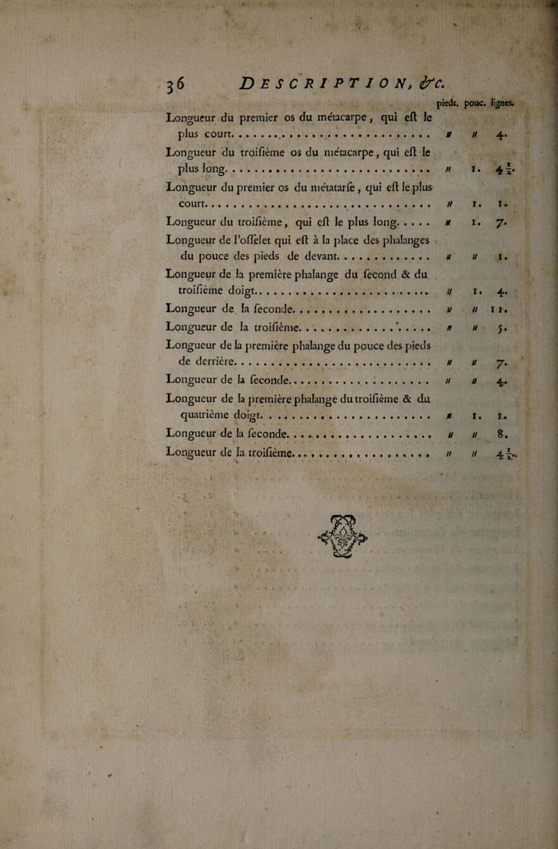 36 Description, ire. pieds, pouc. lignes» Longueur du premier os du me'tacarpe, qui efl le plus court. a // 4. Longueur du troifième os du métacarpe, qui efl le plus long. // 1. 4 Longueur du premier os du métatarfè, qui efl le plus court. n 1. 1 » N Longueur du troificme, qui efl le plus long. n 1. 7. Longueur de i’ofîèlet qui efl à la place des phalanges du pouce des pieds de devant. u u 1» Longueur de la première phalange du fécond & du troifième doigt. u 1. 4. Longueur de la troifième.'. n u 5. Longueur de la première phalange du pouce des pieds de derrière. u u 7» Longueur de la fécondé. u a 4» Longueur de la première phalange du troifième & du quatrième doigt. u 1. 1. Longueur de la fécondé. ». ».. u // 8. Longueur de la troifième.. // n 4 pIh