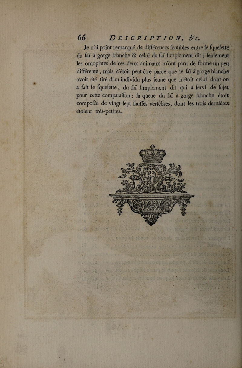 4't Je n’ai point remarqué de différences fenfibles entre le fquelette du faï à gorge blanche 8c celui du fai fimplement dit ; feulement les omoplates de ces deux animaux m ont paru de forme un peu différente , mais oetoit peut-être parce que le fàï à gorge blanche avoit été tiré d’un individu plus jeune que n etoit celui dont on a fait le fquelette, du fàï fimplement dit qui a fervi de fujet pour cette comparaifon ; la qüeue du fàï à gorge blanche étoit compofee de vingt-fèpt faufîès vertèbres, dont les trois dernières étoient très-petites* i