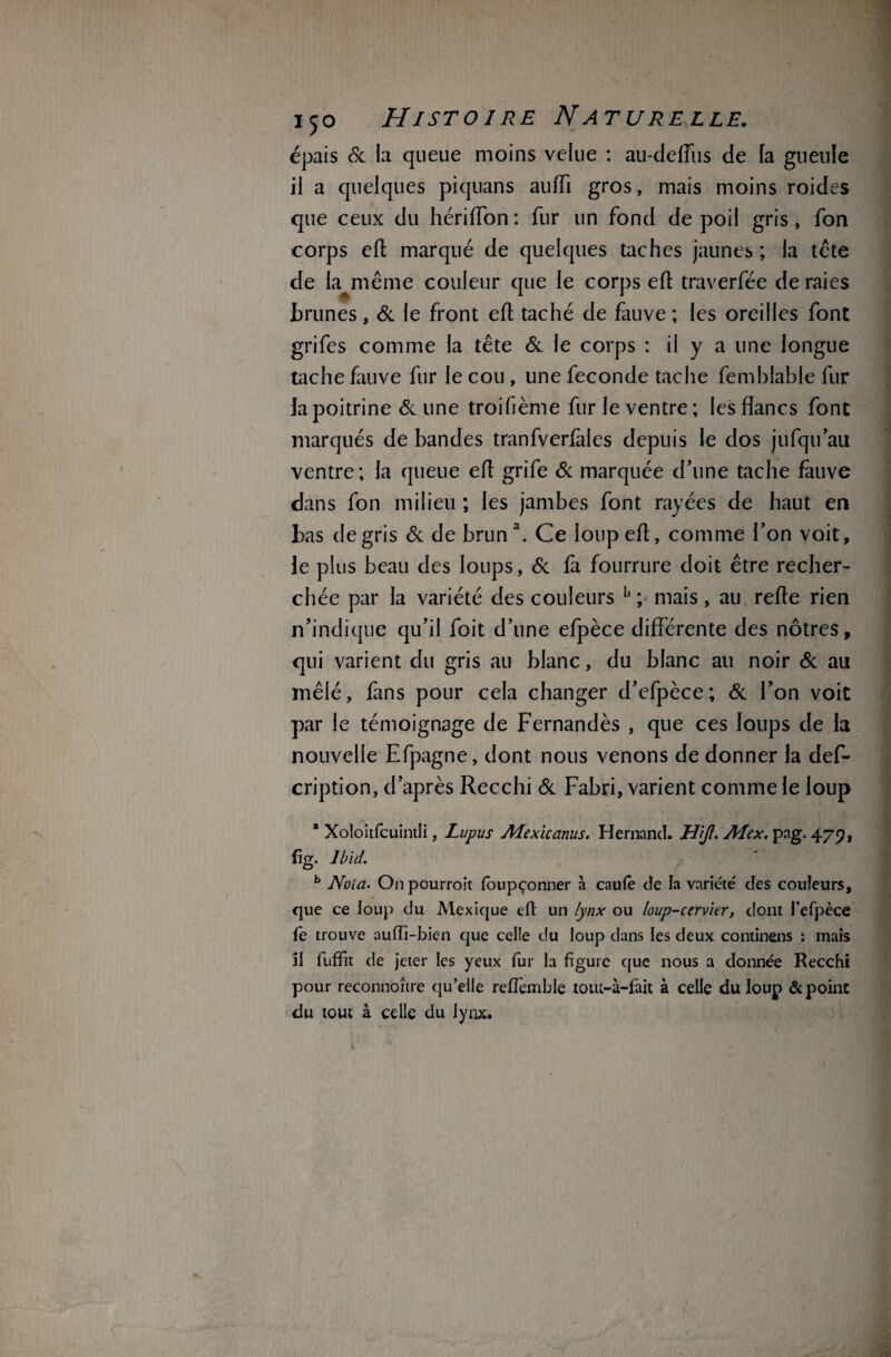 épais 6c la queue moins velue : au-deffus de la gueule il a quelques piquans auffi gros, mais moins roides que ceux du hériffon : fur un fond de poil gris, fon corps efl marqué de quelques taches jaunes; la tête de la même couleur que le corps efl traverfée de raies brunes, 6c le front efl taché de fauve ; les oreilles font grifes comme la tête 6c le corps : il y a une longue tache fauve fur le cou , une fécondé tache femhlable fur la poitrine 6c une troifième fur le ventre ; les flancs font marqués de bandes tranfverfales depuis le dos jufqu’au ventre; la queue ed grife 6c marquée d’une tache fauve dans fon milieu ; les jambes font rayées de haut en bas de gris 6c de brun3. Ce louped, comme l’on voit, le plus beau des loups, 6c fa fourrure doit être recher¬ chée par la variété des couleurs h ; mais, au rede rien n’indique qu’il foit d’une efpèce différente des nôtres, qui varient du gris au blanc, du blanc au noir 6c au mêlé, fans pour cela changer d’efpèce; 6c l’on voit par le témoignage de Fernandès , que ces loups de la nouvelle Efpagne, dont nous venons de donner la def- cription, d’après Recchi 6c Fabri, varient comme le loup * Xoloitfcuintli, Lupus Mexicanus. Hernand. H'ijl. Alex. pag. 479, fig. Ibid. b Nota- On pourrait foupçonner à caufe de la variété des couleurs, que ce loup du Mexique eft un lynx ou loup-cervier, dont l’efpèce fe trouve auffi-bien que celle du loup dans les deux continens : mais il fuffit de jeter les yeux fur la figure que nous a donnée Recchi pour reconnoître qu’elle redemble tout-à-fait à celle du loup & point du tout à celle du lynx. i