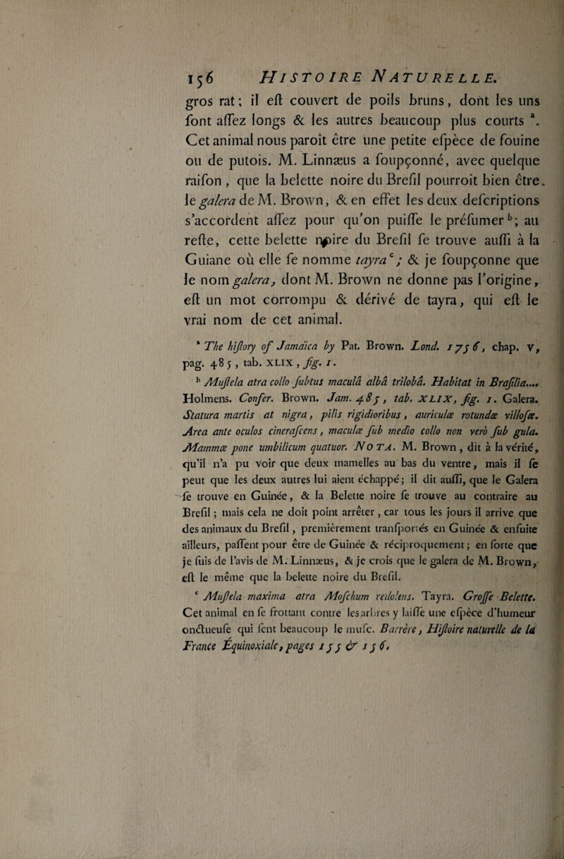 gros rat ; il efl couvert cle poils bruns, dont les uns font affez longs & les autres beaucoup plus courts \ Cet animal nous paroît être une petite efpèce de fouine ou de putois. M. Linnæus a foupçonné, avec quelque raifon , que la belette noire du Brefd pourroit bien être, le galera de M. Brown, &en effet les deux defcriptions s’accordent allez pour qu’on puiffe le préfumer b; au refie, cette belette nfdre du Brefd fe trouve auffi à la Guiane où elle fe nomme tayrac; 6c je foupçonné que le nom galera, dont M. Brown ne donne pas l’origine, efl un mot corrompu 6c dérivé de tayra, qui efl le vrai nom de cet animal. * The hijlory of Jamdica hy Pat. Brown. Lond. iyy6t chap. y, pag. 48 5 , tab. xlix , fg. 1. b Mujlela atra collo fubtus macula albâ trilobâ. Habitat in Brafilia...» Holmens. Confer. Brown. Jam.^f.8y, tab, Xlix, fg, 1. Galera. Statura martis at nigra, pilis rigidioribus, auriculœ rotundœ villofœ. Area ante oculos cinerafcens, maculœ fub medio collo non vero fub gula. Alammœ pone umbilicum quatuor. Nota. M. Brown, dit à la vérité, qu’il n’a pu voir que deux mamelles au bas du ventre, mais il fe peut que les deux autres lui aient échappé ; il dit auffi, que le Galera fè trouve en Guinée, & la Belette noire le trouve au contraire au Brefil ; mais cela ne doit point arrêter , car tous les jours il arrive que des animaux du Brefil, premièrement tranfportés en Guinée & enfuite ailleurs, pafient pour être de Guinée & réciproquement ; en forte que je luis de l’avis de M. Linnæus, & je crois que le galera de M. Brown, efi: le même que la belette noire du Brefil. c Alujlela maxima atra Mofchum redolens. Tayra. Grojfe Belette. Cet animal en fe frottant contre les arbres y laide une efpèce d’humeur onétueufe qui lent beaucoup le mufc. B arrête, Hijloire naturelle de la France Équinoxiale, pages 1 y y & 1 y 6,