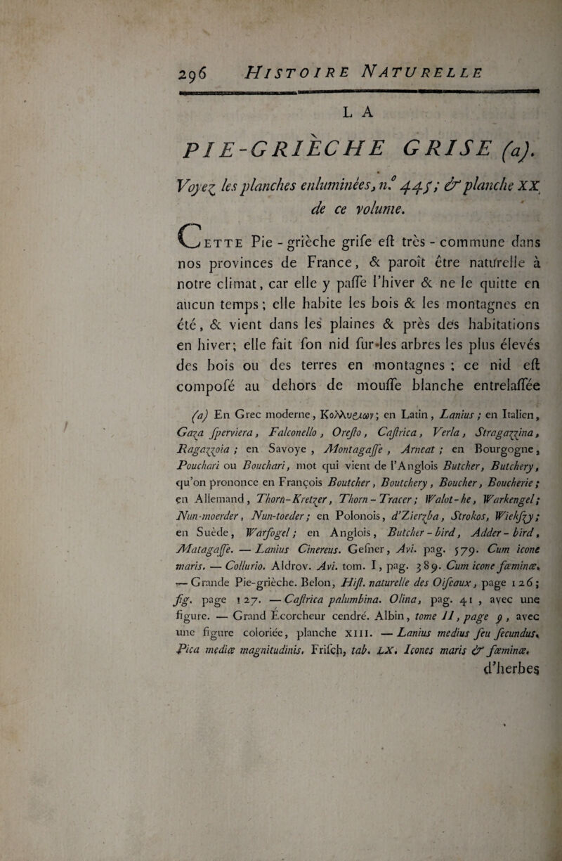 L A PIE-GRIÈCHE GRISE (a). Vqye^ les planches enluminées, nf 44$ ; & planche XX de ce volume. Gette Pie - grièche grife efl très - commune clans nos provinces de France, & paroit être naturelle à notre climat, car elle y pafTe l’hiver & ne le quitte en aucun temps ; elle habite les bois & les montagnes en été, Sc vient dans les plaines Si près de's habitations en hiver; elle fait fon nid fur*les arbres les plus élevés des bois ou des terres en montagnes ; ce nid eft compofé au dehors de moufle blanche entrelaflee * * ’ I t ■ • ' * * Jt 4* l JM * (a) En Grec moderne, ; en Latin, Lanïus ; en Italien, Ga^a fperviera, Falconello , Orcjlo, Cajlnca, Verla, Straga^fma, JRagciTjoia ; en Savoye , Aiontagajfe , Arncat ; en Bourgogne, Pouchari ou Bouchari, mot qui vient de i’Anglois But cher, Butchery, qu’on prononce en François Boutcher, Boutchery, Boucher, Boucherie ; en Allemand, Tharn-Kret^er, Thorn - Tracer ; Walot-he, Warkengel; Nun-moerder, Nun-toeder ; en Polonois, d’Zierfa, Strokos, Wielfpy; en Suède, W'arfogel ; en Anglois, Butchcr - bird, Adder - bird, ALatagajfe. —Lanïus Cïnereus. Gefner, Avi. pag. 57p. Cum icône maris. — Collurio. Aldrov. Avi. tom. I, pag. 38p. Cum icône fœminæ. — Grande Pie-grièche. Belon, Hïft. naturelle des O féaux, page 126; fg. page 127. —Cafrica palumbina. Olina, pag. 41 , avec une figure. — Grand Écorcheur cendré. Albin, tome 11, page y , avec une figure coloriée, planche XIil. —Lanïus médius feu fecundus% Pic a media magnitudinis. Friiçh, tab. LX, Icônes maris & fœminæ, d'herbes