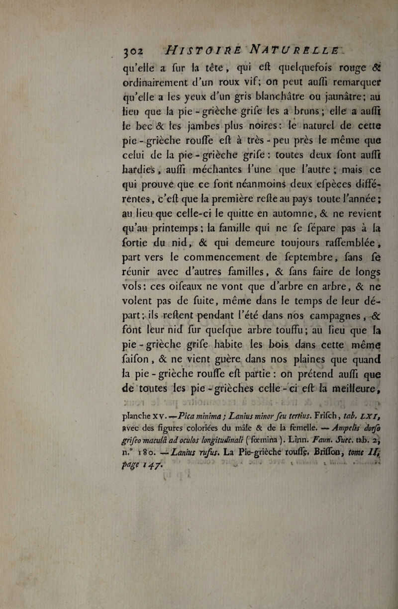 qu’elle a fur la tête , qui efl quelquefois rouge Si ordinairement d'un roux vif; on peut auffi remarquer qu'elle a les yeux d’un gris blanchâtre ou jaunâtre; au lieu que la pie - grièche grife les a bruns ; elle a aufîi le bec de les jambes plus noires: le naturel de cette pie - grièche rouffe efl à très - peu près le même que celui de la pie - grièche grife : toutes deux font aulTi hardies, auffi méchantes l’une que l’autre ; mais ce qui prouve que ce font néanmoins deux efpèces diffé¬ rentes, c’efl que la première relie au pays toute l’année; au lieu que celle-ci le quitte en automne, <5c ne revient qu’au printemps ; la famille qui ne fe fépare pas à la fortie du nid, <5c qui demeure toujours raffemblée, part vers le commencement de feptembre, fans fe réunir avec d’autres familles, & fans faire de longs vols: ces oifeaux ne vont que d’arbre en arbre, <5c ne volent pas de fuite, même dans le temps de leur dé¬ part; ils relient pendant l’été dans nos campagnes, & font leur nid fur quelque arbre touffu ; au lieu que la pie - grièche grife habite les bois dans cette même faifon , <5c ne vient guère dans nos plaines que quand la pie - grièche rouffe efl partie : on prétend auffi que de toutes les pie-grièches celle-ci eff la meilleure. planche xv. Rica minima ; Lanius minorfeu tertius. Frifch, tab. IXI, avec des figures coloriées du mâle & de la femelle. ■— Ampelis dorfo grifeo macula ad oculos longitudinali ( fcemina ). Linn. Faun. Suce. tab. 2, n.° ï80. — Lanius rufus. La Pie-grièche roulfç, Briffon, tome 11\ page 147. v «■