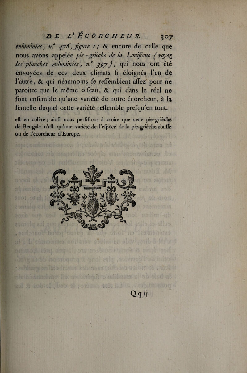 1 DE L’ÉCORCHEUR. 307 enluminées, n.° 47 d, figure 1 ; & encore de celle que nous avons appelée pie-grièche de la Louijîane (voye£ les planches enluminées, n.° 777), qui nous ont été envoyées de ces deux climats fi éloignés l'un de l’autre, Si qui néanmoins fe reffemblent aiïez pour ne paroître que le même oifeau, Si qui dans le réel ne font enfemble qu’une variété de notre écorcheur, à la femelle duquel cette variété reflemble prefqu’en tout. efl: en colère ; ainfi nous perfiftons à croire que cette pie-grièche de Bengale n’eft qu’une variété de l’eipèce de la pie-grièche roulîè ou de i’écorcheur d’Europe. Qqi)