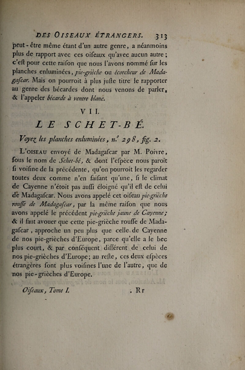 peut-être même étant d’un autre genre, a néanmoins plus de rapport avec ces oifeaux qu’avec aucun autre ; c’eft pour cette raifon que nous l’avons nommé fur les planches enluminées,pie-grièche ou écorcheur de Mada¬ gafcar. Mais on pourroit à plus jufte titre le rapporter au genre des bécardes dont nous venons de parler, & 1 appeler bécarde à ventre blanc. VII. LE S C H E T-B É. Voye^ les planches enluminées, nf 2 p 8, jig, 2. L’oiseau envoyé de Madagafcar par M. Poivre, fous le nom de Schet-bé, 6c dont l’efpèce nous paroît fi voifinede la précédente, qu’on pourroit les regarder toutes deux comme n’en faifant qu’une, fi le climat de Cayenne n’étoit pas auffi éloigné qu’il efl de celui dè Madagafcar. Nous avons appelé cet oifeau pie-grièche roujje de Madagafcar, par la même raifon que nous avons appelé le précédent pie-grièche jaune de Cayenne ; Sc il faut avouer que cette pie-grièche rouffe de Mada¬ gafcar , approche un peu plus que celle de Cayenne de nos pie-grièches d’Europe, parce qu’elle a le bec plus court, Sc par conféquent différent de celui de nos pie-grièches d’Europe; au refte, ces deux efpèces étrangères font plus voifines Tune de l’autre, que de nos pie-grièches d’Europe, Oifeaux, Tome h ; Rr