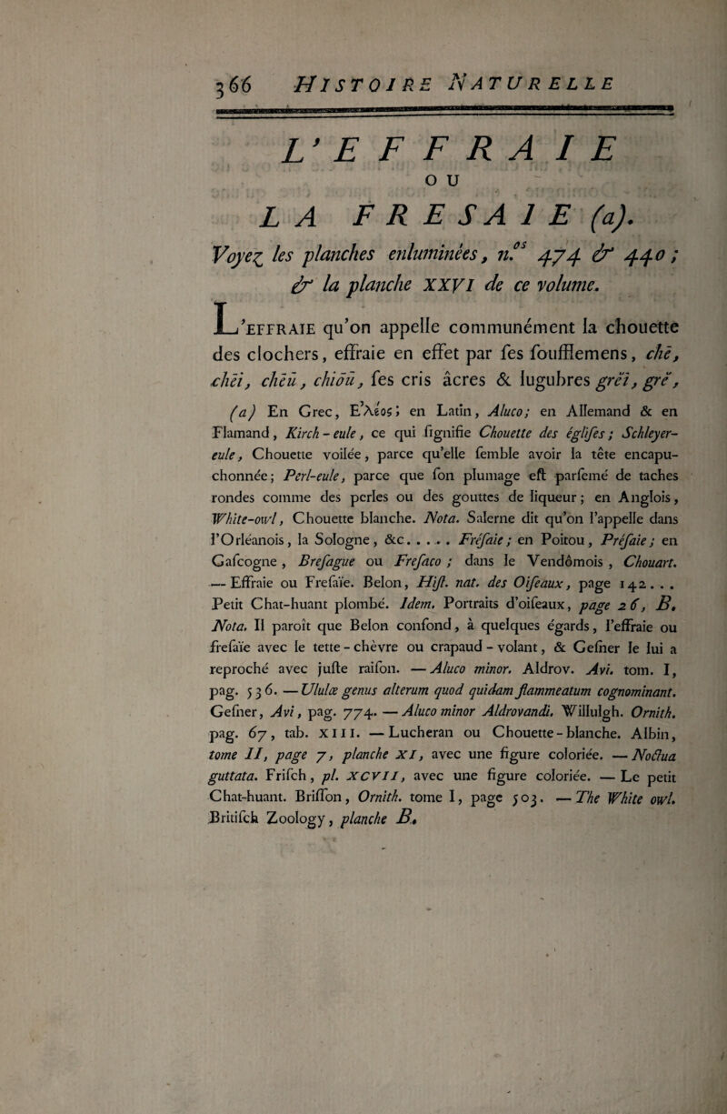 L’ E F F R A I E O U LA F R E S A 1 E (a). Voyez les planches enluminées, nfs 4.74 440 ; la planche XXVI de ce volume. L’effraie qu’on appelle communément la chouette des clochers, effraie en effet par fes foufflemens, chë, .clici, ch eu, chiôü, fes cris âcres & lugubres grei, grë, (a) En Grec, E’Aeosi en Latin, Aluco; en Allemand & en Flamand , Kir ch - eule, ce qui fignifie Chouette des églifes ; Schleyer- eule, Chouette voilée, parce qu’elle femble avoir la tête encapu¬ chonnée; Perl-eule, parce que Ton plumage eft parfemé de taches rondes comme des perles ou des gouttes de liqueur; en Anglois, White-owl, Chouette blanche. Nota. Salerne dit qu’on l’appelle dans l’Orléanois, la Sologne, &c..... Fréfaie; en Poitou, Préfaie; en Galcogne , Brefague ou Frefaco ; dans le Vendômois , Chouan. — Effraie ou Frefaïe. Belon, FUJI. nat. des O if e aux, page 142. . . Petit Chat-huant plombé. Idem. Portraits d’oifeaux, page 26, Bt Nota. II paroît que Belon confond, à quelques égards, l’effraie ou frefaïe avec le tette - chèvre ou crapaud - volant, & Gefner le lui a reproché avec jufte raifon. —Aluco minor. Aldrov. Avi. tom. I, pag. 536. —Ululœ genus alterum quod quidam fiammeatum cognominant. Gefner, Avi, pag. 774. —Aluco minor Aldrovandi. Willulgh. Ornith. pag. 67, tab. xill. —Lucheran ou Chouette-blanche. Albin, tome II, page y, planche XI, avec une figure coloriée. —Noâua guttata. Frifch, pi. XCVII, avec une figure coloriée. —Le petit Chat-huant. Briffon, Ornith. tome I, page 503. —The White owl» Britifch Zoology, planche B»